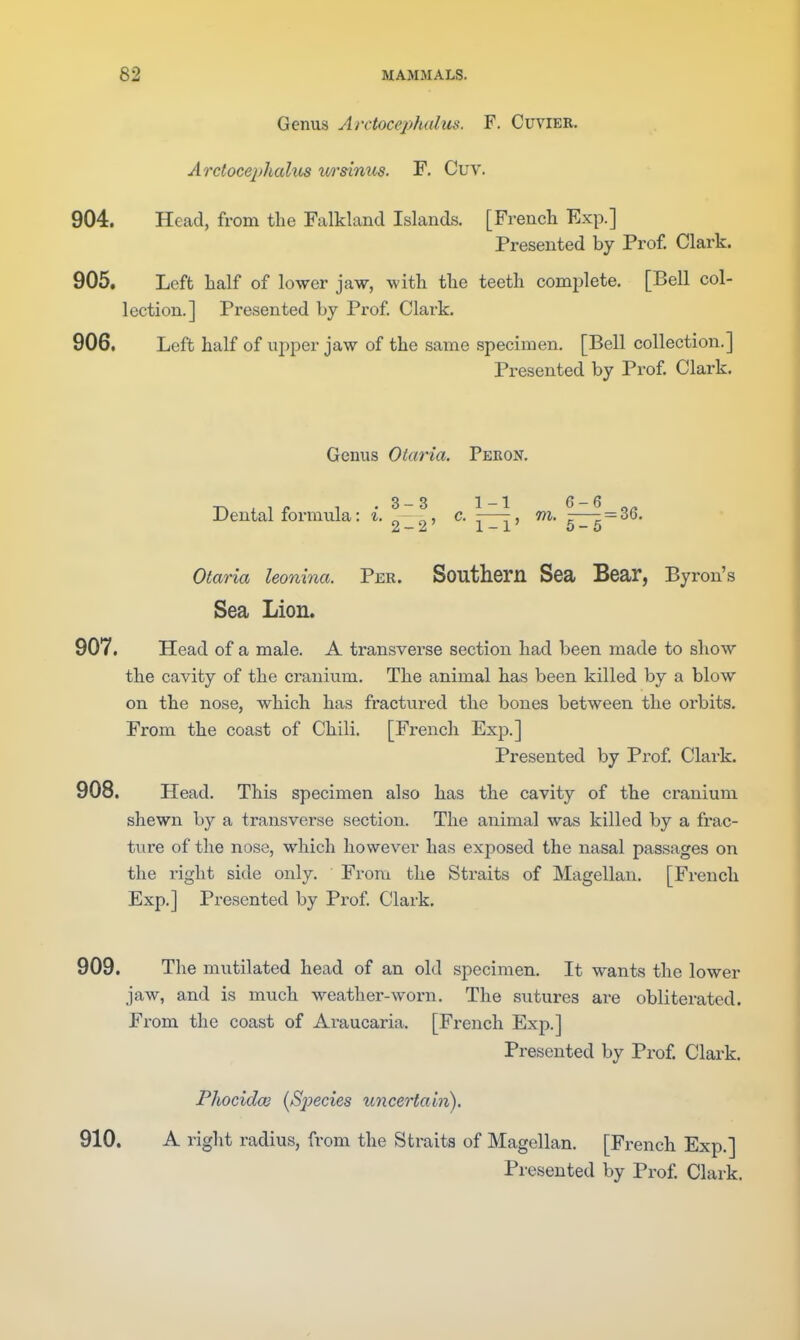 Genus Arctocejjhalus. F. Cuvier. Arctoce2)halus ursinus. F, Cuv. 904. Head, from the Falkland Islands. [French Exp.] Presented by Prof. Clark. 905. Left half of lower jaw, with the teeth complete. [Bell col- lection.] Presented by Prof. Clark. 906. Left half of upper jaw of the same specimen. [Bell collection.] Presented by Prof. Clark. Genus Otaria. Peron. Dental formula: i. „ f, c. \—\, m. \—^=36. 2-2 1-1 5-0 Otaria leonina. Per. Southern Sea Bear, Byron's Sea Lion. 907. Head of a male. A transverse section had been made to show the cavity of the cranium. The animal has been killed by a blow on the nose, which has fractured the bones between the orbits. From the coast of Chili, [French Exp.] Presented by Prof Clark. 908. Head. This specimen also has the cavity of the cranium shewn by a transverse section. The animal was killed by a frac- tvire of the nose, which however has exposed the nasal passages on the right side only. From the Straits of Magellan. [French Exp.] Presented by Prof Clark. 909. The mutilated head of an old specimen. It wants the lower jaw, and is much weather-worn. The sutures are obliterated. From the coast of Araucaria. [French Exp.] Presented by Prof. Clark. Phocidce {Species uncertain). 910. A right radius, from the Straits of Magellan. [French Exp.] Presented by Prof Clark.