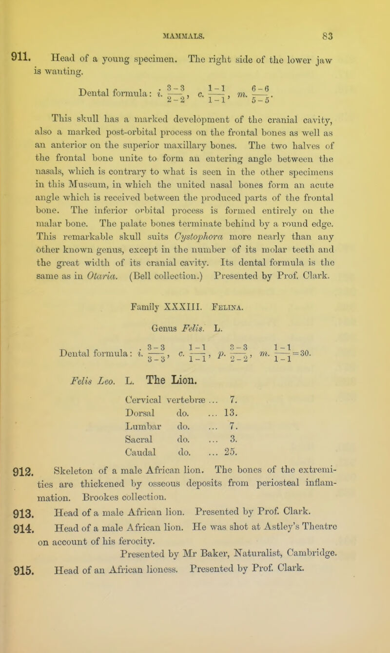 Head of a young specimen. The right side of the lower jaw is waiiting. Dental formula: i. |^, c. ^—-^, m. . 2—2 1—1 5—5 This skull has a marked development of the cranial cavity, also a marked post-orbital process on the frontal bones as well as an anterior on the superior maxillary bones. The two halves of the frontal bone unite to foi-m an entering angle between the nasals, which is contrary to what is seen in the other specimens in this Museum, in which the united nasal bones form an acute angle which is received between the produced parts of the frontal bone. The inferior orbital process is formed entirely on the malar bone. The palate bones terminate behind by a round edge. This remarkable skull suits Cystophora more nearly than any 6ther known genus, except in the number of its molar teeth and the great width of its cranial cavity. Its dental formula is the same as in Olaria. (Bell collection.) Presented by Prof. Clark. Family XXXIII. Felina. Genus Felis. L. Tx.,^ 1 .3-3 1-1 ?.-3 1-1 Dental formula: %. -—-, c. -—- , p. -—- , m. -—- = 30. O O J. X md i. X Felis Leo. L. The Lion. Cervical vertebrse .. . 7. Dorsal do. . 13. Lumbar do. . 7. Sacral do. . 3. Caudal do. . 25. 912. Skeleton of a male African lion. The bones of the extremi- ties are thickened by osseous deposits from periosteal inflam- mation. Brookes collection. 913. Head of a male African lion. Presented by Prof. Clark. 914. Head of a male African lion. He was shot at Astley's Theatre on account of his ferocity. Presented by Mr Baker, Naturalist, Cambridge. 915. Head of an African lioness. Presented by Prof. Clark.