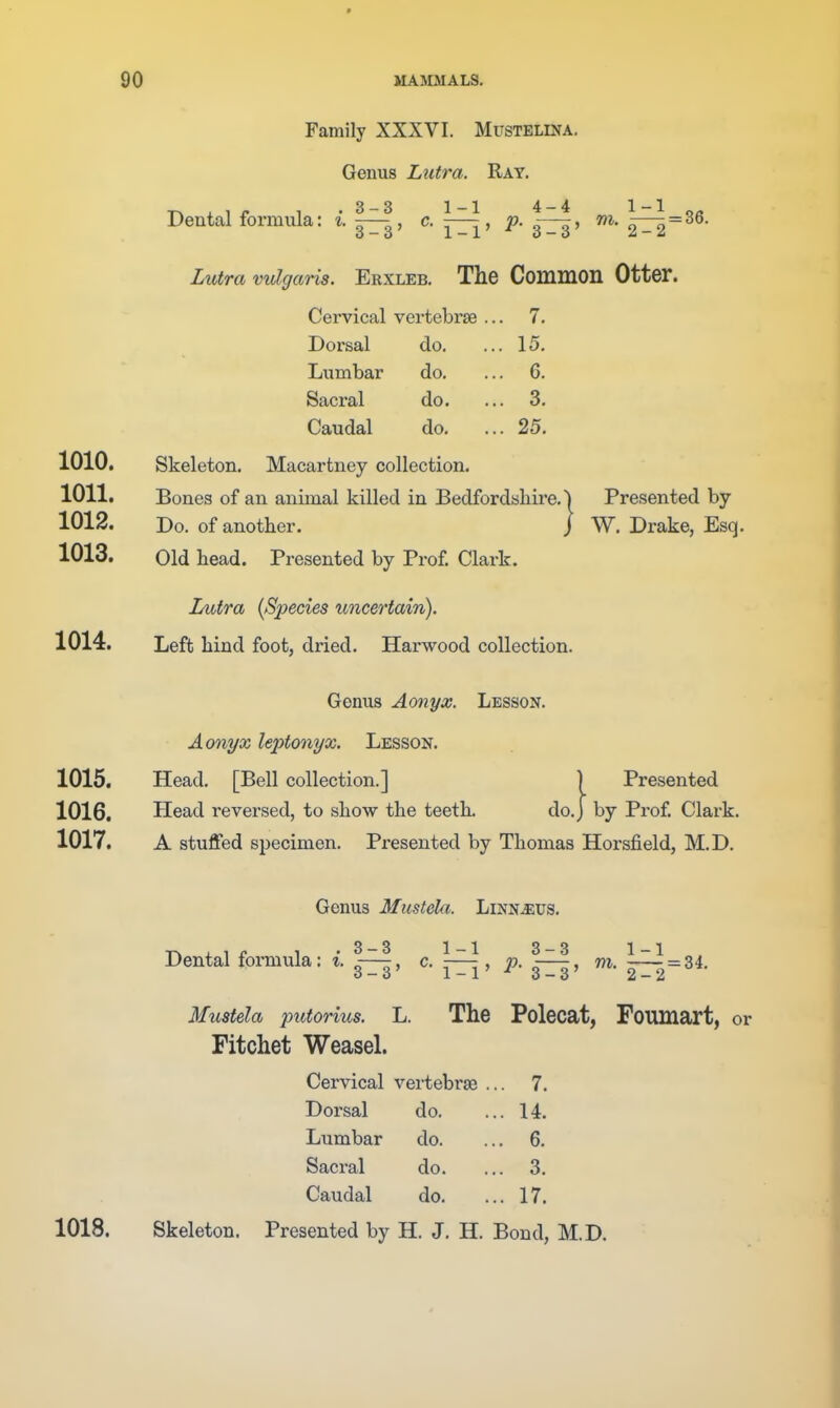 Family XXXVI. Mustelina. Genus Lutra. Ray. T^wxip ^ .3-3 1-1 4-4 1-1 Q« Dental formula: i. — , c. —, p. ~, wi. ^ = 3o- Lutra vulgaris. Erxleb. The Common Otter. Cervical vertebrae .. . 7. Dorsal do. .. . 15. Lumbar do, .. . 6. Sacral do. . 3. Caudal do. . 25. 1010. Skeleton. Macartney collection. 1011. Bones of an animal killed in Bedfordsliire.| Presented by 1012. Do. of another. / W. Drake, Esq. 1013. Old head. Presented by Prof. Clark. Lutra {Species uncertain). 1014. Left hind foot, dried. Harwood collection. Genus Aonyx. Lesson. Aonyx leptonyx. Lesson. 1015. Head. [Bell collection.] ) Presented 1016. Head reversed, to show the teeth. do.) by Prof. Clark. 1017. A stuffed specimen. Presented by Thomas Horsfield, M.D. Genus Musteki. Linn^tjs. T,,if 1 .3-3 1-1 3-3 1-1 Dental formula: %. —, c. — , p. —, m. 2^-2=34. Mustela putorius. L. The Polecat, Foumart, or Fitchet Weasel. Cervical vertebrae .. . 7. Dorsal do. . U. Lumbar do. . 6. Sacral do. . 3. Caudal do. .. . 17. 1018. Skeleton. Presented by H. J. H. Bond, M.D.