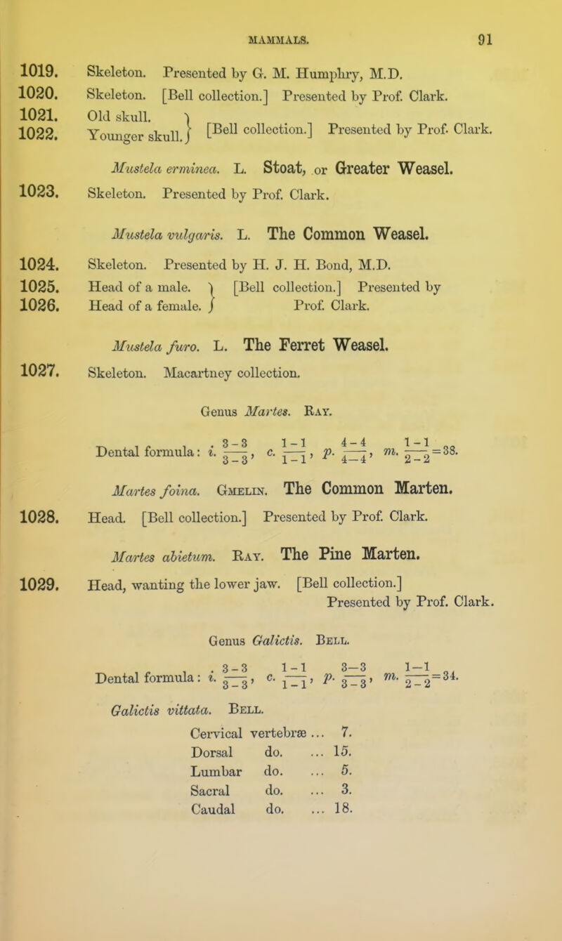 1019. Skeleton. Presented by G. M. Humpliry, M.D. 1020. Skeleton. [Bell collection.] Presented by Prof. Clark. 1021. Old skull. ) 1022. Younger skull.) t^®^^ collection.] Presented by Prof. Clark. Mustela erminea. L. Stoat, or Greater Weascl. 1023. Skeleton. Presented by Prof Clark. Mustela vulgaris. L. The Common Weasel. 1024. Skeleton. Presented by H. J. H. Bond, M.D. 1025. Head of a male. 1 [Bell collection.] Presented by 1026. Head of a female, j Prof Clark. Mustela furo. L. The Ferret Weasel. 1027. Skeleton. Macartney collection. Genus Martes. Ray. . 1 r 1 • 3-3 1-1 4-4 1-1 „^ Dental formula: i. —, c. — , p. ^^j, m. ^ = 38. Martes foina. Gmelin. The Common Marten. 1028. Head. [Bell collection.] Presented by Prof Clark. Martes ahietum. Eat. The Pine Marten. 1029. Head, wanting the lower jaw. [Bell collection.] Presented by Prof. Clark. Genus Galictis. Bell. g_g 1 — 1 3 3 1 1 Dental formula: *. —, c. —, p. m. ^=34. Galictis vittata. Bell, Cei-vical vertebrae .. . 7. Dorsal do. . 15. Lumbar do. . 5. Sacral do. . 3. Caudal do. . 18.