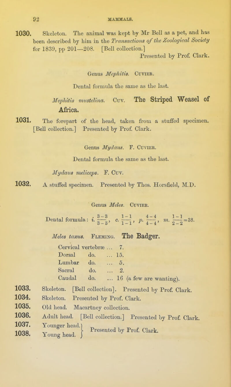 1030. Skeleton. The animal was kept by Mr Bell as a pet, and has been described by him in the Transactions of the Zoological Society for 1839, pp 201—208. [Bell collection.] Presented by Prof. Clark. Genua Mephitis. Cuvier. Dental formula the same as the last. Mephitis mustelina. Cuv. The Striped Weasel of Africa. 1031. The forepart of the head, taken from a stuffed specimen. [Bell collection.] Presented by Prof. Clark. Genus Mydaus. F. Cuvier. Dental formula the same as the last. Mydaus melicejjs. F. Cuv. 1032. A stuffed specimen. Presented by Thos. Horsfield, M.D. Genus Metes. Cuvier. -n^i^ ^ -3-3 1-1 4-4 1-1 Dental formula: i. — , c. j—^ , — , m. ^=38. Meles taxus. Fleming. The Badger. Cervical vertebrae . Dorsal do. Lumbar do. Sacral do. Caudal do. 7. 15. 5. 2. 16 (a few are wanting). 1033. Skeleton. [Bell collection]. Presented by Prof. Clark. 1034. Skeleton. Presented by Prof. Clark. 1035. Old head. Macartney collection. 1036. Adult head. [Bell collection.] Presented by Prof Clark. 1037. Younger head.] 1038. Young head. | ^'''''^