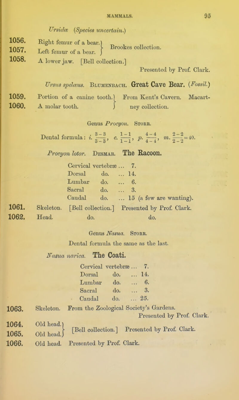 Brookes collection. Ursidce {Species unceHain.) 1056. Eight femur of a bear. 1067. Left femur of a bear. 1058. A lower jaw. [Bell collection.] Presented by Prof Clark. Ursus spelcens. Blumenbach. Great Cave Bear. (Fossil.) 1059. Poi-tion of a canine tooth.] From Kent's Cavern. Macai-t- 1060. A molar tooth. j ney collection. Genus Procyon. Store. Twi-ii- 1 .3-3 1-1 4-4 2-2,„ Dental formula: i. —, c. —, p. —, m. ^ = 40. Procyon lotor. Desmar, The RaCOOn. Cervical vertebrae Dorsal do. Lumbar do. Sacral do. Caudal do. 1061. Skeleton. [Bell collection.] Presented by Prof Clark 1062. Head. do. do. 7. 14. 6. 3. 15 (a few are wanting). Genus Nasua. Storr. Dental formula the same as the last. Nasua narica. The Coati. Cervical vertebrae .. . 7. Dorsal do. . 14. Lumbar do. .. . 6. Sacral do. . 3. Caudal do. . 25. 1063. Skeleton. From the Zoological Society's Gardens. Presented by Prof Clark. 1064. Old head.] ,h [Bell collection.] Presented by Prof Clark. 1065. Old head.) 1066. Old head. Presented by Prof Clark.