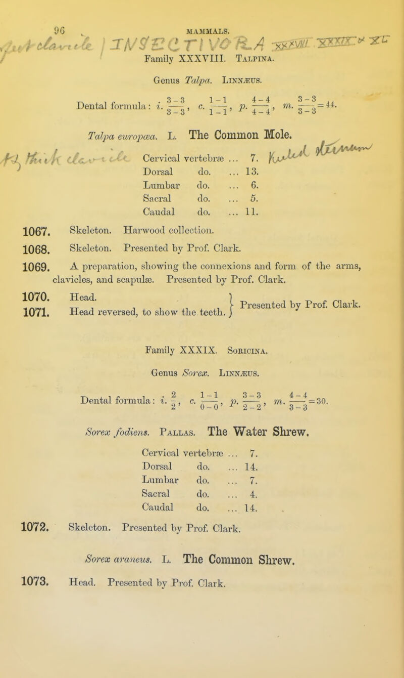 • Family XXXVIII. Talpina. Genus Talpa. Iassmvs. Dental formula: i. —^ , c. , j?. , m. -- ^=44. L. The Common Mole. C...^ Cervical vertebrse .. . 7. Dorsal do. . 13. Lumbar do. . 6. Sacral do. . 5. Caudal do. . 11. 1067. Skeleton. Harwood collection. 1068. Skeleton. Presented by Prof. Clark. 1069. preparation, showing tlie connexions and form of the arms, clavicles, and scapulae. Presented by Prof. Clark. 1070. Head. ] ^ . , T. ^ 1 i/^Hf^ TT J J ^ V .1 . .1 f Presented by Prof. Clark. 1071. Head reversed, to show the teeth. J Family XXXIX. Soricina. Genus Sorex. Linn^us. Dental formula: i. ^, c. \—\, 'p. ^—^, m. ^—-f = 30. 2i 0 — 0 2 — z 3 — 3 Sorex fodiens. Pallas. The Water Shrew. CerAacal vertebrfe 7. Dorsal do. .. 14. Lumbar do. . .. 7. Sacral do. . .. 4. Caudal do. .. 14. 1072. Skeleton. Presented by Prof. Clark. Sorex araneus. L. The Common Shrew.