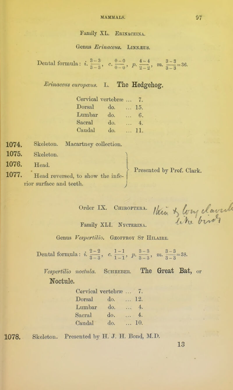 Family XL. Erinaceina. Genus Erinaceits. LiNNiEUS. Dental formula: i. c. m. ^-^^ZQ. 3-3' 0-o'-'^2-2' 3-3 Er maceus em 'opceus. L. The Hedgehog. Cervical vertebrfe .. . 7. Dorsal do. .. . 15. Lumbar do. . 6. Sacral do. . 4. Caudal do. . 11. 1074. Skeleton. Macartney collection. 1075. Skeleton. ^ 1076. Head. 1077. Head revei'sed, to show the infe- j rior surface and teeth. > Presented by Prof. Clark. Order IX, Chiroptera. Family XLI. Nycterina. Genus Vesjjertilio. Geoffroy St Hilaire. Dental formula: i. Noctule. 2- 2 3- 3^ 1-1 1-1' J?. 3-3 3-3' 3-3 noctula. SCHREBER, I Cervical vertebrjB ... 7. Dorsal do. ... 12. Lumbar do. 4. Sacral do. ... 4. Caudal do. 10. 1078. Skeleton. Presented by H. J. H. Bond, M.D. 13