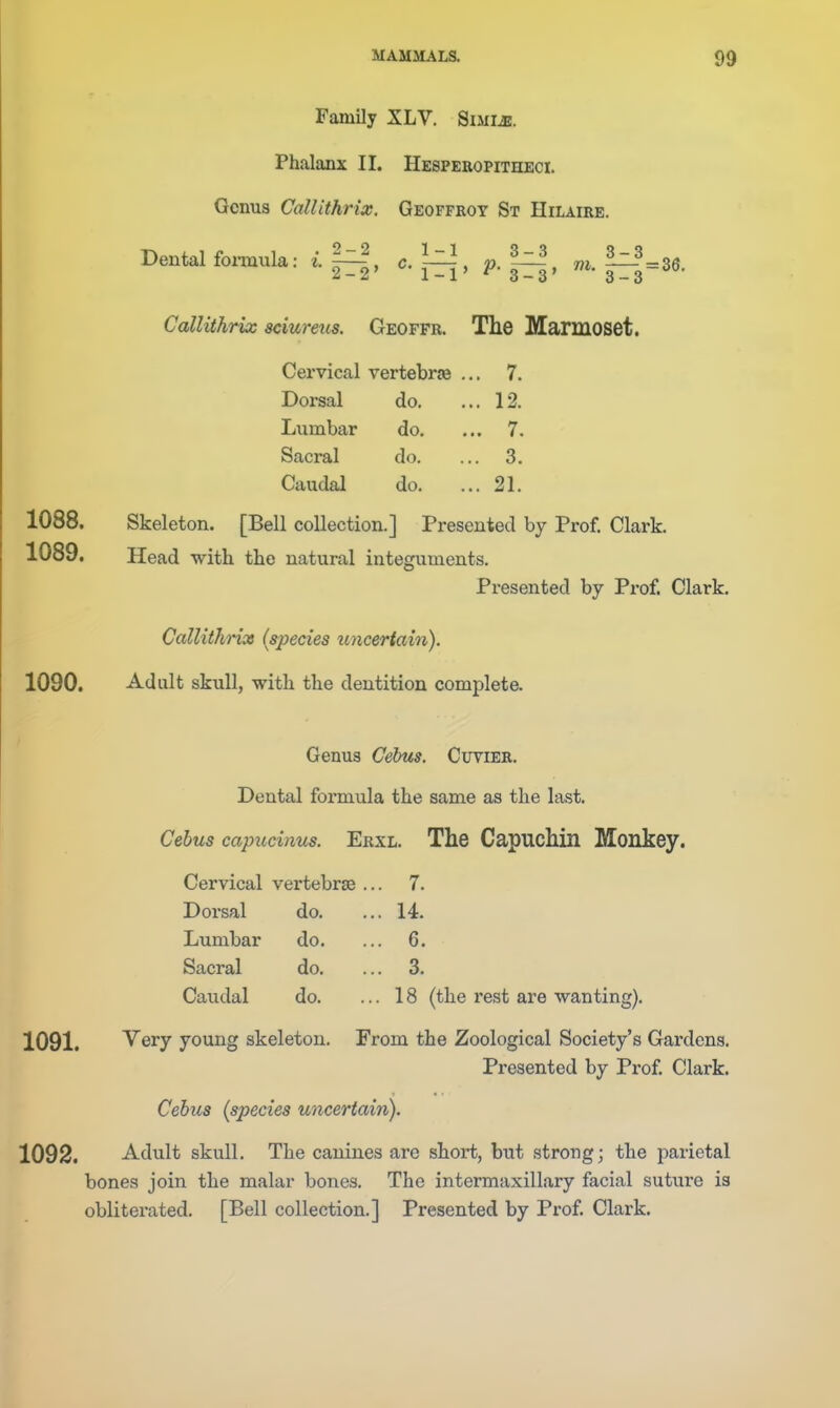 Family XLV. Simi^. Phalanx II. Hesperopitheci. Genus CalUthrix. Geoffroy St Hilaire. Dental fomula: i. c.\^^, ^. |5|=36. CalUthrix sciureus. Geoffr. The Marmoset. 1088. Skeleton. [Bell collection.] Presented by Prof. Clark. 1089. Head witli the natural integuments. Presented by Prof. Clark. 1090. Adult skull, with the dentition complete. Genus Cebus. Cuvier. Dental formula the same as the last. Cehus capucinus. Erxl. The Capuchin Monkey. Cervical vertebrae ... 7. Dorsal do. ... 14. Lumbar do. ... 6. Sacral do. ... 3. Caudal do. ... 18 (the rest are wanting). 1091. Very young skeleton. From the Zoological Society's Gardens. Presented by Px'of Clark. Cervical vertebras 7. 12. 7. 3. 21. Dorsal do. Lumbar do. Sacral do. Caudal do. Callithnx (species uncertain). Cebus {species uncertain). 1092. Adult skull. The canines are short, but strong; the parietal bones join the malar bones. The intermaxillary facial suture is