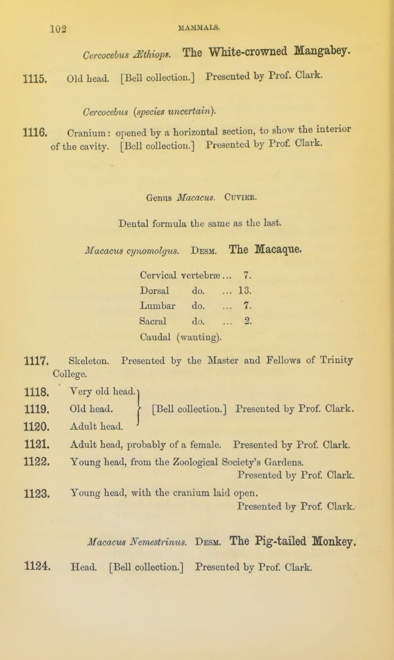 Cercocehus JEthiops. The WMte-crowned Mangabey. 1115. Old head. [Bell collection.] Presented by Prof. Clark. Cercocehus {species uncertain). 1116. Cranium: opened by a horizontal section, to show the interior of the cavity. [Bell collection.] Presented by Prof. Clark. Genus Macacus. Cuviee. Dental formula the same as the last. Ifacacus cynomolgus. Desm. The Macaque. Cervical vertebrae.. 7. Dorsal do. 13. Lumbar do. 7. Sacral do. 2. Caudal (wanting). 1117. Skeleton. Presented by the Master and Fellows of Trinity College. 1118. Very old head.! 1119. Old head. > [Bell collection.] Presented by Prof. Clark. 1120. Adult head. ^ 1121. Adult head, probably of a female. Presented by Prof. Clark. 1122. Young head, from the Zoological Society's Gardens. Presented by Prof. Clark. 1123. Young head, with the cranium laid open. Presented by Prof Clark. Macacm Nemestrinus. Desm. The Pig-tailed Monkey.