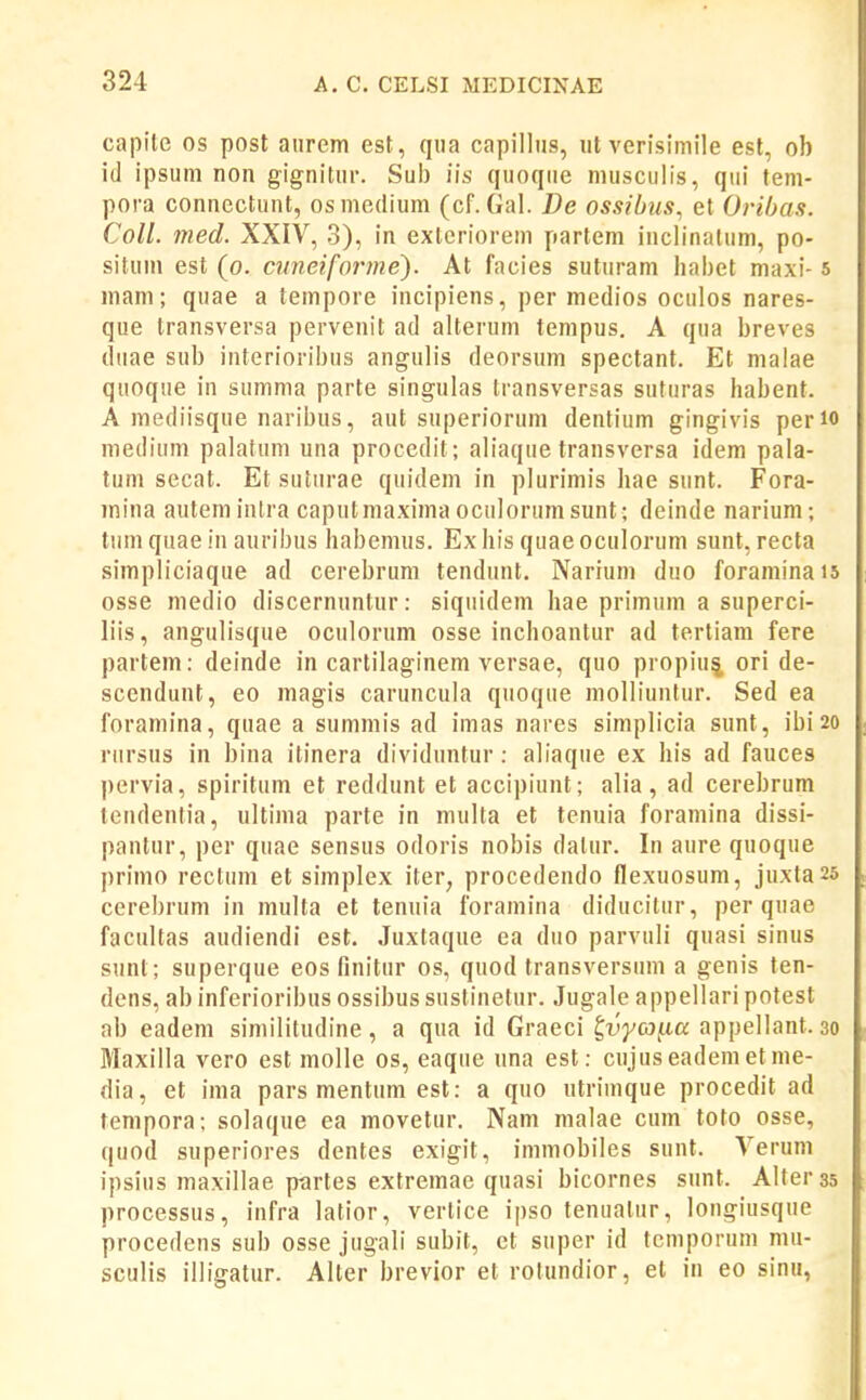 capile os post aiirem est , qua capillus, ut verisiniile esl, ob id ipsum non gignitur. Sul) iis quoque musculis, qui tem- pora connectiiut, osniedium (cf. Gal. De ossibus^ et Oribas. Coll. med. XXIV, 3), in exteriorem partem inclinatum, po- situm est (o. cuneiforme). At facies suturani hal)et maxi-5 mam; quae a tempore incipiens, per medios oculos nares- que transversa pervenit ad alterum tempus. A qua breves diiae sub interioribus angulis deorsum spectant. Et malae quoque in summa parte singulas transversas suturas habent. A mediisque naribus, aut superiorum dentium gingivis perio medium palalum una procedit; aliaque transversa idem pala- tum secat. Et sutnrae quidem in plurimis hae sunt. Fora- mina auteminlra caputmaxima oculorumsunt; deinde narium; tum quae in auribus habemus. Ex liis quae oculorum sunt, recta simpliciaque ad cerebrum tendunt, Narium duo foraminais osse medio discernnntur: siquidem hae primum a superci- liis, angulisque oculorum osse inchoantur ad tertiam fere partem: deinde in cartilaginem versae, quo propiu^, ori de- scendunt, eo magis caruncula quoque molliunlur. Sed ea foramina, quae a summis ad imas nares simplicia sunt, ibizo riirsus in bina itinera dividuntur: aliaque ex his ad fauces pervia, spiritum et reddunt et accipiunt; alia, ad cerebrum tendentia, ultima parte in multa et tenuia foramina dissi- pantur, per quae sensus odoris nobis datur. In aure quoque primo reclum et simplex iter, procedendo flexuosum, juxtazs cerebrum in multa et tenuia foramina diducilur, per quae facultas audiendi est. Juxtaque ea duo parvuli quasi sinus sunt; superque eos finitur os, quod transversum a genis ten- dens, ab inferioribus ossibus suslinetur. Jugale appellari potest ab eadem similitudine, a qua id Graeci t^vyca^a appellant. 30 Maxilla vero est molle os, eaqiie nna est: cujuseademetme- dia, et ima pars mentum est: a quo ntrimque procedit ad tempora; solaque ea movetur. Nam malae cum toto osse, quod superiores dentes exigit, immobiles sunt. Verum ipsius maxillae p^rtes extremae quasi bicornes snnt. Alterss processus, infra latior, vertice ipso tenuatur, longiusque procedens sub osse jugali subit, et super id temporum mu- sculis illigatur. Alter brevior et rolundior, el in eo sinu,