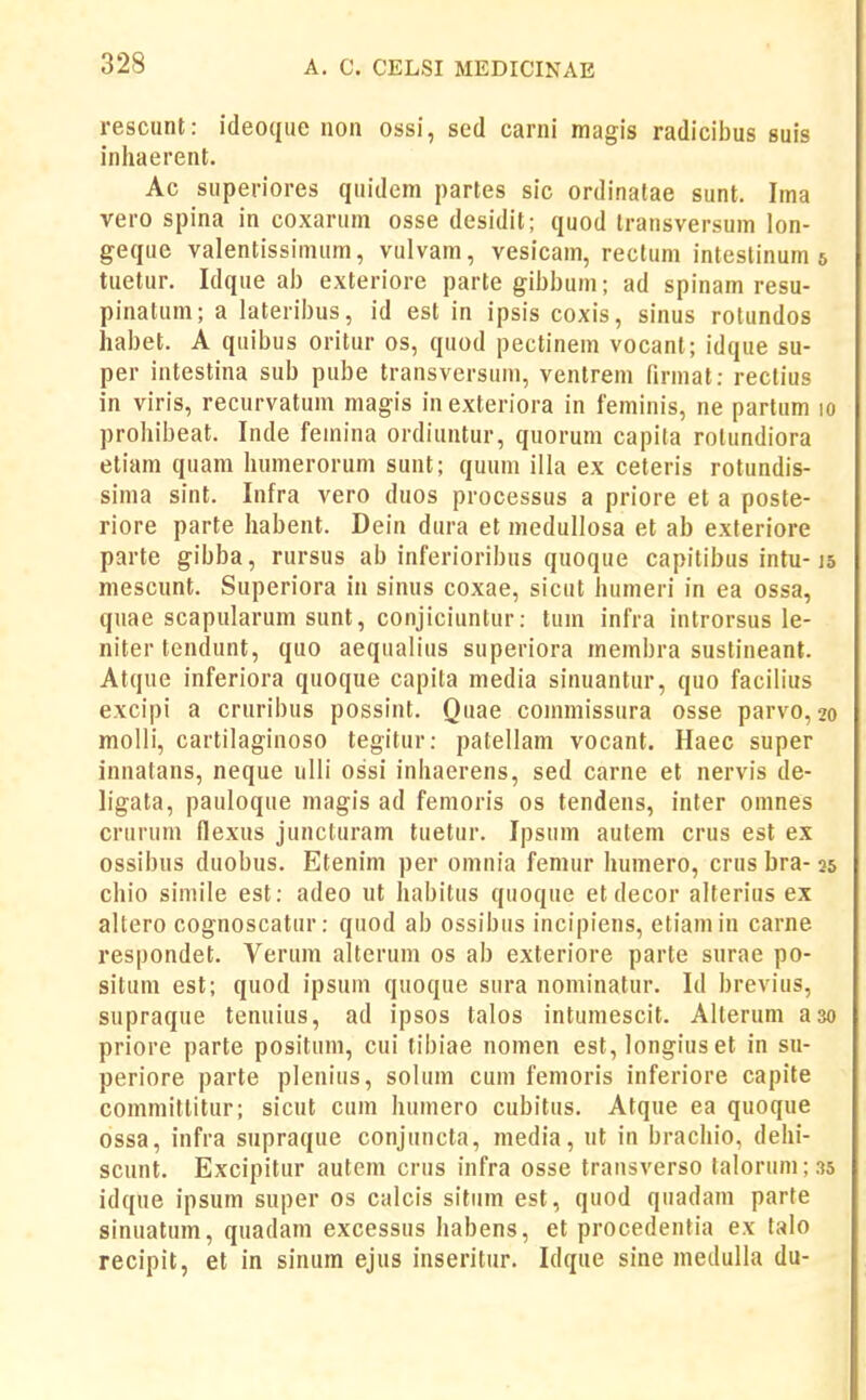 rescunt: ideoque non ossi, sed carni magis radicibus suis inhaerent. Ac superiores quidem partes sic ordinalae sunt. Ima vero spina in coxarum osse desidit; quod transversum lon- geque valentissimum, vulvam, vesicam, rectum intestinum 5 tuetur. Idque al) exteriore partegibbum; ad spinam resu- pinatum; a lateribus, id est in ipsis coxis, sinus rolundos habet. A quibus oritur os, quod pectinem vocant; idque su- per intestina sub pube transversum, ventrem firniat: reclius in viris, recurvatum magis inexteriora in feminis, ne partum 10 prohibeat. Inde feinina ordiuntur, quorum capita rotundiora etiam quam humerorum sunt; quum illa ex ceteris rotundis- sima sint. Infra vero duos processus a priore et a poste- riore parte habent. Dein dura et medullosa et ab exteriore parte gibba, rursus ab inferioribus quoque capitibus intu-js mescunt. Superiora in sinus coxae, sicut humeri in ea ossa, quae scapularum sunt, conjiciuntur: tum infra introrsus le- niter tendunt, quo aequalius superiora membra sustineant. Atque inferiora quoque capita media sinuantur, quo facilius excipi a cruribus possint. Quae commissura osse parvo, 20 molli, cartilaginoso tegitur: patellam vocant. Haec super innatans, neque ulli ossi inhaerens, sed carne et nervis de- ligata, pauloque magis ad femoris os tendens, inter omnes crurum flexus juncturam tuetur. Ipsum autem crus est ex ossibus duobus. Etenim per omnia femur humero, crus bra- 35 chio simile est: adeo ut habitus quoque et decor alterius ex altero cognoscatur: quod ab ossibus incipiens, etiamin carne respondet. Verum alterum os ab exteriore parte surae po- situm est; quod ipsum quoque snra nominatur. Id brevius, supraque tenuius, ad ipsos talos intumescit. Alterum aso priore parte posituni, cui tibiae nomen est, longius et in su- periore parte plenius, solum cum femoris inferiore capite committitur; sicut cum humero cubitus. Atque ea quoque ossa, infra supraque conjuncta, media, ut in bracliio, dehi- scunt. Excipitur autem crus infra osse transverso laIorum;.}5 idque ipsum super os calcis situm est, quod quadam parte sinuatum, quadam excessus habens, et procedentia ex talo recipit, et in sinum ejus inseritur. Idque sine medulla du-