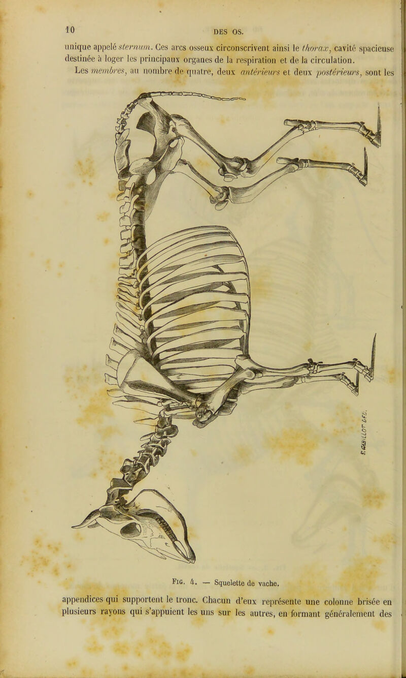 unique appelé .s'^(?m/<m. Ces arcs osseux circonscrivent ainsi le thorax, cavité spacieuse destinée à loger les principaux organes de la i-espiration et de la circulation. Les membres, au nombre de quatre, deux antérieurs et deux postérieurs, sont les FiG. 4. — Squelette de vache. appendices qui supportent le tronc. Chacun d'eux représente une colonne brisée en plusieurs rayons qui s'appuient les uns sur les autres, en formant généralement des
