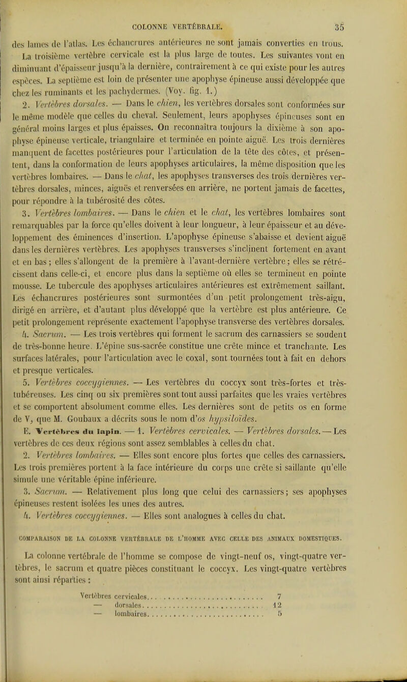 (les lames de l'atlas. Les éclianciures antérieures ne sont jamais converties en lions. La troisième vertèbre cervicale est la plus large de toutes. Les suivantes vont en diminuant d'épaisseur jusqu'à la dernière, contrairement à ce qui existe pour les autres espèces. La septième est loin de présenter une apophyse épineuse aussi développée que chez les ruminants et les pachydermes. (Voy. lig. 1.) 2. Vertèbres dorsales. — Dans le chien, les vertèbres dorsales sont conformées sur le même modèle que celles du cheval. Seulement, leurs apopliyses épineuses sont en général moins larges et plus épaisses. On reconnaîtra toujours la dixième à son apo- physe épineuse verticale, triangulaire et terminée en pointe aiguë. Les trois dernières manciucnt de facettes postérieures pour l'articulation de la tête des côtes, et présen- tent, dans la conformation de leurs apophyses articulaires, la mênie disposition que les vertèbres lombaires. — Dans le chat, les apophyses transverses des trois dernières ver- tèbres dorsales, minces, aiguës et renversées en arrière, ne portent jamais de facettes, pour répondre à la tnbérosité des côtes. 3. Vertèbres lombaires. — Dans ]e chien et le cliat, les vertèbres lombaires sont remarquables par la force qu'elles doivent à leur longueur, à leur épaisseur et au déve- loppement des éminences d'insertion. L'apophyse épineuse s'abaisse et devient aiguë dans les dernières vertèbres. Les apophyses transverses s'inclinent fortement en avant et en bas; elles s'allongent de la première à l'avant-dernière vertèbre; elles se rétré- cissent dans celle-ci, et encore plus dans la septième où elles se terminent en pointe mousse. Le tubercule des apophyses articulaires antérieures est extrêmement saillant. Les échancrures postérieures sont surmontées d'un petit prolongement très-aigu, dirigé en arrière, et d'autant plus développé que la vertèbre est plus antérieure. Ce petit prolongement représente exactement l'apophyse transverse des vertèbres dorsales. L\. Sacrum. — Les trois vertèbres qui forment le sacrum des carnassiers se soudent de très-bonne heure. L'épine sus-sacrée constitue une crête mince et tranchante. Les surfaces latérales, pour l'articulation avec le coxal, sont tournées tout à fait en dehors et presque verticales. 5. Vertèbres coccyr/rennes. — Les vertèbres du coccyx sont très-fortes et très- tubéreuses. Les cinq ou six premières sont tout aussi parfaites que les vraies vertèbres et se comportent absolument comme elles. Les dernières sont de petits os en forme de que M. Goubaux a décrits sous le nom d'os hypsiloïdes. E. Verièbrcs du lapin. — 1. Vertèbres cervicales. — Vertèbres dorsales. — Les vertèbres de ces deux régions sont assez semblables à celles du chat. 2. Vertèbres lombaires. — Elles sont encore plus fortes que celles des carnassiers. Les (rois preniières portent à la face intérieure du corps une crête si saillante qu'elle simule une véritable épine inférieure. 3. Sacrum. — Relativement plus long que celui des carnassiers; ses apophyses épineuses restent isolées les unes des autres. h. Vertèbres coccrjrjiennes. — Elles sont analogues h celles du chat. COMPARAISON DE LA COLONNE VERTÉBRALE DE L'IIOMME AVEC CELLE DES ANIMAUX DOMESTIQUES. La colonne vertébrale de l'homme se compose de vingt-neuf os, vingt-quatre ver- tèbres, le sacrum et quatre pièces constituant le coccyx. Les vingt-quatre vertèbres sont ainsi réparties : Vertèbres cervicales.. . 7 — dorsales 12 — lombaires , 5