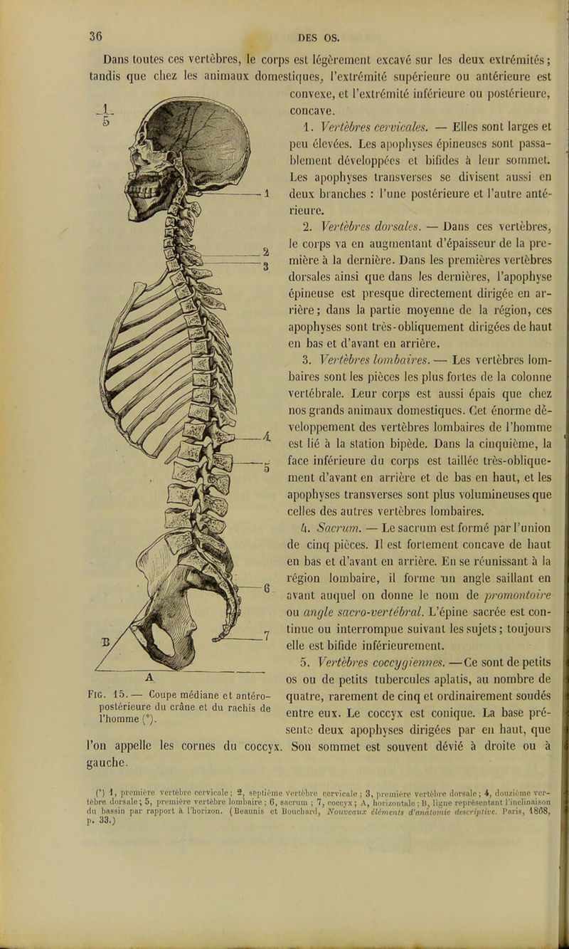 Dans toutes ces vertèbres, le corps est légèrement excavé sur les deux extrémités ; tandis que chez les animaux domcsti(|ues^ l'extrémité supérieure ou antérieure est convexe, et l'extrémité inférieure ou postérieure, concave. 1. Vertèbres cervicales. — Elles .sont larges et peu élevées. Les apophyses épineuses sont passa- blement développées et bifides à leur sommet. Les apophyses transverses se divisent aussi en deux branches : l'une postérieure et l'autre anté- rieure. 2. Vertèbres dorsales. — Dans ces vertèbres, le corps va en augmentant d'épaisseur de la pre- mière à la dernière. Dans les premières vertèbres dorsales ainsi que dans les dernières, l'apophyse épineuse est presque directement dirigée en ar- rière; dans la partie moyenne de la région, ces apophyses sont très-obliquement dirigées de haut en bas et d'avant en arrière. 3. Vertèbres lombaires. — Les vertèbres lom- baires sont les pièces les plus fortes de la colonne vertébrale. Leur corps est aussi épais que chez nos grands animaux domestiques. Cet énorme dé- veloppement des vertèbres lombaires de l'homme est lié à la station bipède. Dans la cinquième, la face inférieure du corps est taillée très-oblique- ment d'avant en arrière et de bas en haut, et les apophyses transverses sont plus volumineuses que celles des autres vertèbres lombaires. ^1. Sacrum. — Le sacrum est formé par l'union de cinq pièces. Il est fortement concave de haut en bas et d'avant en arrière. En se réunissant à la région lombaire, il forme un angle saillant en avant auquel on donne le nom de promontoire ou angle sacro-vertébral. L'épine sacrée est con- tinue ou interrompue suivant les sujets; toujours elle est bifide inférieurement. 5. Vertèbres coccygiennes. —Ce sont de petits os ou de petits tubercules aplatis, au nombre de quatre, rarement de cinq et ordinairement soudés entre eux. Le coccyx est conique. La base pré- sente deux apophyses dirigées par en haut, que l'on appelle les cornes du coccyx. Sou sommet est souvent dévié à droite ou à gauche. (') d, plTiliiéVe vertèbre eervicnle; 2, septième Vertèbre cervicale; 3, première Vertèbre dorsnlc; 4, douzième ver- tèbre dorsale ; 5, première vertèbre lombaire ; 6, sncrum ; 7, coccyx ; A, horizontale ; U, liyne rcprèsentnnt l'inclinaison du bnssin pnr rapport il l'horizon. (Ueaunis et Bouchard, Nouveaux éléments d'anatoinic descriptive. Paris, d868, p. 33.) FiG. 15.— Coupe médiane et antéro- postérieure du crâne et du rachis de l'homme (*).