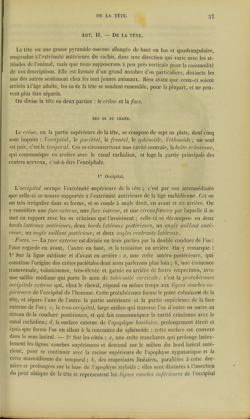 Art. II. — De la tête. La tête est une grosse pyramide osseuse allongée de haut en bas et quadrangulaire, snspondne à l'extrémité antérieure du racliis, dans une direction qui varie avec les al- titudes de l'animal, mais que nous supposerons à peu près verticale pour la commodité de nos descriptions. Elle est formée d'un grand nombre d'os particuliers, distincts les uns des autres seulement chez les tout jeunes animaux. Bien avant que ceux-ci soient arrivés à l'âge adulte, les os de la tête se soudent ensemble, pour la plupart, et ne peu- vent plus être séparés. On divise la tête en deux parties : le crâne et la face. D£S OS OU CRANE. Le crdne, ou la partie supérieure de la tête, se compose de sept os plats, dont cinq sont impairs : Voccipùal, \g pariétal, le frontal, le sphénoïde, Vetlimoïde ; un seul est pair, c'est le temporal. Ces os circonscrivent une cavité centrale, h boîte crânienne, qui communique en arrière avec le canal rachidien, et loge la partie principale des centres nerveux, c'est-à-dire l'encéphale. 1° Occipital. L'occipital occupe l'extrémité supérieure de la lêle ; c'est par son intermédiaire que celle-ci se trouve supportée à l'extrémité antérieure de la tige rachidieime. Cet os est très irrégulier dans sa forme, et se coude à angle droit, en avant et en arrière. On y considère une face externe, une face interne, et une circonférence par laquelle il se met en rapport avec les os crâniens qui l'avoisinent ; celle-ci se décompose en deux bords latéraux antérieurs, deux bords latéraux posté^neurs, un angle saillant anté- rieur, un angle saillant postérieur, et deux angles re7itrants latéraux. Faces. — La face externe est divisée en trois parties par la double coudurcde l'os : l'une regarde en avant, l'autre en haut^ et la troisième en arrière. On y remarque : 1° Sur la ligne médiane et d'avant en arrière : a, une crête antéro-postérieure, qui constitue l'origine des crêtes pariétales dont nous parlerons plus loin; b, une émincnce transversale, volumineuse, irès-élevée et garnie en arrière de fortes empreintes, cnvcc une saillie médiane qui porte le nom de tuhérosité cervicale; c'est la protubérance occipitale externe (|ui, chez le cheval, répond en môme temps aux lignes courbes su- périeures de l'occipital de l'homme. Celte protubérance forme le point culminaiH de la lêle, et sépare l'une de l'aulrc la partie antérieure et la partie supérieure de la face externe de l'os; c, le trou occipital, large orifice qui traverse l'os d'outre en outre au niveau de la coudurc postérieure, et qui fait communiquer la cavité crânienne avec le canal rachidien; d, la surface externe de Vapophyse basilaire, prolongement étroit et épais que forme l'os en allant à la rencontre du sphénoïde : cette surface est convexe dans le sens latéral. — 2° Sur les côtés : a, une crête tranchante qui prolonge latéra- lement les lignes courbes supérieures et descend sur le milieu du bord latéral anté- rieur, pour se continuer avec la racine supérieure de l'apophyse zygomalique et la crête mastoïdienne du temporal ; b, des empreintes linéaires, parallèles h cette der- nière et prolongées sur la base de l'apophyse styloïdc : elles sont distinées à l'insertion du petit obli(|ue de la tête et représentent les ligues courbes inférieures de l'occipital