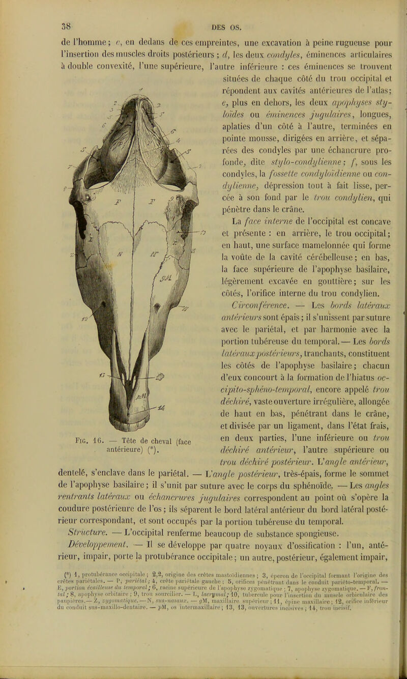 de l'homme ; r, en dedans de ces empreintes, une excavation à peine rugueuse pour l'insertion des muscles droits postérieurs; d, \ es doux condy les, éminences articulaires à double convexité, l'une supérieure, l'autre inférieure : ces éminences se trouvent situées de chaque côté du trou occipital et répondent aux cavités antérieures de l'atlas; e, plus en dehors, les deux apophyses sty- loïdes ou éminences jugulaires, longues, aplaties d'un côté à l'autre, terminées en pointe mousse, dirigées en arrière, et sépa- l'écs des condyles par une échancrure pro- fonde^ dite stylo-condylienne ; f, sous les condyles, la fossette condyloïdietine ou con- dylienne, dépression tout à fait lisse, per- cée à son fond par le trou condylien, qui pénètre dans le crâne. La face interne de l'occipital est concave et présente : en arrière, le trou occipital ; en haut, une surface mameloiméc qui forme la voûte de la cavité cérébelleuse ; en bas, la face supérieure de l'apophyse basilaire, légèrement excavée en gouttière; sur les côtés, l'orifice interne du trou condylien. Circonférence. — Les bords latéi^aux antérieurs sont épais ; il s'unissent par suture avec le pariétal, et par harmonie avec la portion tubéreuse du temporal.— Les bords latéraux postérieurs, tranchants, constituent les côtés de l'apophyse basilaire; chacun d'eux concourt à la formation de l'hiatus oc- cipito-spkéno-temporal, encore appelé trou déchiré, vaste ouverture irrégulière, allongée de haut en bas, pénétrant dans le crâne, et divisée par un ligament, dans l'état frais, en deux parties, l'une inférieure ou irou déchiré antérieur, l'autre supérieure ou trou déchiré postérieur. Vangle antérieur, dentelé, s'enclave dans le pariétal. — h'angle postérieur, très-épais, forme le sommet de l'apophyse basilaire ; il s'unit par suture avec le corps du sphénoïde. — Les angles rentrants latéraux ou échancrures jugulaires correspondent au point où s'opère la coudure postérieure de l'os ; ils séparent le bord latéral antérieur du bord latéral posté- rieur correspondant, et sont occupés par la portion tubéreuse du temporal. Structure. — L'occipital renferme beaucoup de substance spongieuse. Développement, — Il se développe par quatre noyaux d'ossilicalion : l'un, anté- rieur, impair, porte la protubérance occipitale ; un autre, postérieur, également impair, (*) 1, protubéranœ occi|)italu ; 2,2, origine dus e.rùles niiislniiliemios ; 3, i-peroii de l'occipilnl formniil rorigine des crêtes jinriétiiles. — P, pariétal ; 4, eri^te pni'ii'tnle guucbe ; 5, m ificcs péni'-tranl dnns le conduit pnriL'lo-tem|>ornl. — K, portion écnilleuxe du temporal; 0, racine supérieure de l'ap(i|ibyse zygonialicuic ; 7, n]uii.liysc zygomaliqne. — F,/toh- lal; 8, apcipliyse nrliilaire ; 9, trim soiirc.ilicr. — L, lacrymal; 10, tnlicVcnli' |iour l'insurtinn' dn iniipcle orbicnlaii-e îles imniiiiTes.— Z, :i/ijiiiiiali<jii.c. — N, xiis-niisaiir. — r/M, muNilhiirc^ snpi'M'icnr ; H, cpiiif innsillairo ; 12, orilicc inl'^rii-nr du ciiniliiit sus-uiaxillii-diMilairi'. — ;;M, os inloi inaxiMairi'; 13, •13, iiuvcrlures incisives; 14, lion incisif. FiG. IG. — Tête de cheval (face antérieure) (*).