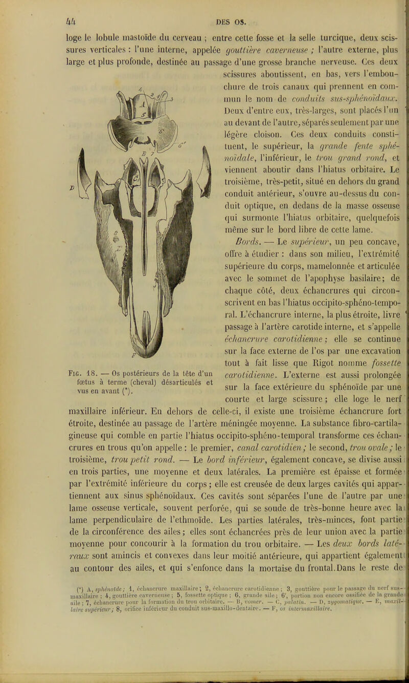 loge le lobule masioïde du cerveau ; entre celle fosse ei la selle lurcique, deux scis- sures verticales : l'une interne, appelée gouttière caverneuse ; l'autre externe, plus large et plus profonde, destinée au passage d'une grosse branche nerveuse. Ces deux scissures aboutissciil, en bas, vers l'embou- chure de Irois canaux qui prennent en com- mun le nom de conduits sus-sphénoïdaux. Deux d'enlre eux, très-larges, sont placés l'un au devant de l'auirc^ séparés seulement par une légère cloison. Ces deux conduits consli- luent, le supérieur, la grande fente splié- noïdale, l'inférieur, le trou grand rond, et viennent aboutir dans l'hiatus orbitaire. Le troisième, irès-petil^ silué en dehors du grand conduit antérieur, s'ouvre au-dessus du con- duit optique, en dedans de la masse osseuse qui surmonte l'hiaLiis orbitaire, quelquefois même sur le bord libre de celle lame. Bords. — 1.Q supérieur, un peu concave, offre à éludier : dans son milieu, l'exlrémilé supérieure du corps, mamelonnée et articulée avec le sommet de l'apophyse basilaire; de chaque côlé, deux échancrures qui circon- scrivent en bas l'Iiialus occipito-sphéno-lempo- ral. L'échancrure interne, la plus étroite, livre passage à l'artère carotide interne, et s'appelle échancrure carotidienne ; elle se continue sur la face externe de l'os par une excavation tout à fait lisse que Rigot nomme fossette carotidienne. L'externe est aussi prolongée sur la face extérieure du sphénoïde par une courte et large scissure ; elle loge le nerf maxillaire inférieur. Eu dehors de celle-ci, il existe une troisième échancrure fort étroite, destinée au passage de l'artère méningée moyenne. La substance fibro-cartila- gineuse qui comble en partie l'hiatus occipilo-sphéno-lemporal transforme ces échan- crures en trous qu'on appelle : le premier, canal carotidien; le second, ti'ou ovale; le troisième, trou petit rond. — Le bord inférieur, également concave, se divise aussi en trois parties, une moyenne et deux latérales. La première est épaisse et formée par l'extrémité inférieure du corps ; elle est creusée de deux larges cavités qui appar- tiennent aux sinus sphénoïdaux. Ces cavités sont séparées l'une de l'autre par une lame osseuse verticale, souvent perforée, qui se soude de très-bonne heure avec la lame perpendiculaire de l'ethinoïde. Les parties latérales, très-minces, font partie' de la circonférence des ailes ; elles sont échancrées près de leur union avec la partie moyenne pour concourir à la formation du trou orbitaire. — Les deux bords laté- raux sont amincis et convexes dans leur moitié antérieure, qui appartient également au contour des ailes, et qui s'enfonce dans la mortaise du frontal.Dans le reste de FiG. 18. — Os postérieurs de la tête d'un fœtus à terme (cheval) désarticulés et vus en avant {*). (*) A, sphénoide ; 1, échniicnu-c ma.\illuire ; 2, rclinnciMire cnTOliillcjnio ; 3, gonttiÈre pour le passade (Ui nei'f siis- maxillnire ; 4, gouttic!ie onTPriiuiisc ; 5, rossntto optique ; 6, f;i'aiule aile; 6', portion non encore ossifiée de la f;rnnde aile ; 7, échancrure |)onr la l'ormiition lUi trou orliitaire. — lî, vomcr. — C, imiatin. — D, zygomatiquc. — E, maxil- laire supérieur ; 8, orifice iufcriL-ur du conduit su6-muxillu-dculairo. — F, os inlermaxiUaire.