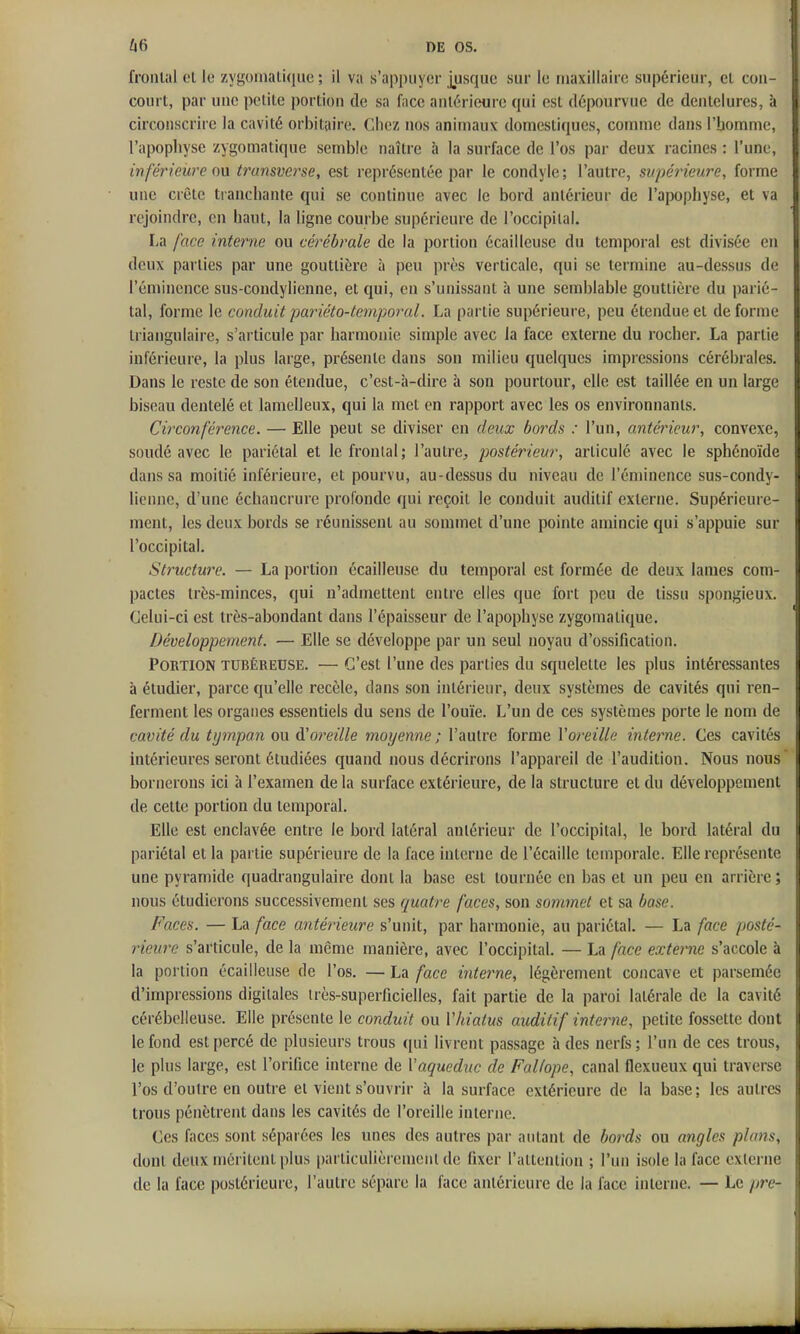 frontal et lo zygoinati(|ue ; il va s'appuyer jusque sur le maxillaire supérieur, et con- court, par une petite portion de sa face antérieure qui est dépourvue de dentelures, à circonscrire la cavité orbitaire. Chez nos animaux domestiques, comme dans l'bomme, l'apophyse zygoniatique semble naître à la surface de l'os par deux racines : l'une, inférieure m trtinsverse, est représentée par le condyle; l'autre, supérieure, forme une crête tranchante qui se continue avec le bord antérieur de l'apophyse, et va rejoindre, en haut, la ligne courbe supérieure de l'occipital. La face interne ou cérébrale de la portion écailleuse du temporal est divisée en doux parties par une gouttière à peu près verticale, qui se termine au-dessus de l'émincnce sus-condylienne, et qui, en s'unissant à une semblable gouttière du parié- tal, forme le conduit pmnéto-tcmporal. La partie supérieure, peu étendue et déforme triangulaire, s'articule par harmonie simple avec la face externe du rocher. La partie inférieure, la plus large, présente dans son milieu quelques impressions cérél)rales. Dans le reste de son étendue, c'est-à-dire à son pourtour, elle est taillée en un large biseau dentelé et lamelleux, qui la met en rapport avec les os environnants. Circonférence. — Elle peut se diviser en deux bords : l'un, antérieur, convexe, soudé avec le pariétal et le frontal; l'autre, postérieur, articulé avec le sphénoïde dans sa moitié inférieure, et pourvu, au-dessus du niveau de l'éminence sus-condy- lienne, d'une échancrure profonde qui reçoit le conduit auditif externe. Supérieure- ment, les deux bords se réunissent au sommet d'une pointe amincie qui s'appuie sur l'occipital. Structure. — La portion écailleuse du temporal est formée de deux lames com- pactes très-minces, qui n'admettent entre elles que fort peu de tissu spongieux. Celui-ci est très-abondant dans l'épaisseur de l'apophyse zygomatique. Développement. — Elle se développe par un seul noyau d'ossification. Portion tubéreuse. — C'est l'une des parties du squelette les plus intéressantes à étudier, parce qu'elle recèle, dans son intérieur, deux systèmes de cavités qui ren- ferment les organes essentiels du sens de l'ouïe. L'un de ces systèmes porte le nom de cavité du tijmpan on à'oreille moyenne; l'autre forme Voreille interne. Ces cavités intérieures seront étudiées quand nous décrirons l'appareil de l'audition. Nous nous bornerons ici à l'examen de la surface extérieure, de la structure et du développement de cette portion du temporal. Elle est enclavée entre le bord latéral antérieur de l'occipital, le bord latéral du pariétal et la partie supérieure de la face interne de l'écaillc temporale. Elle représente une pyramide quadrangulaire dont la base est tournée en bas et un peu en arrière ; nous étudierons successivement ses quatre faces, son sommet et sa base. Faces. — La face antérieure s'unit, par harmonie, au pariétal. — La face posté- rieure s'articule, de la même manière, avec l'occipital. — La face externe s'accole à la portion écailleuse de l'os. — La face interne, légèrement concave et parsemée d'impressions digitales très-superficielles, fait partie de la paroi latérale de la cavité cérébelleuse. Elle présente le conduit ou Vhiatus auditif interne, petite fossette dont le fond est percé de plusieurs trous qui livrent passage à des nerfs ; l'un de ces trous, le plus large, est l'orifice interne de Vaqueduc de Fallope, canal flexueux qui traverse l'os d'outre en outre et vient s'ouvrir à la surface extérieure de la base; les autres trous pénètrent dans les cavités de l'oreille interne. Ces faces sont séparées les unes des autres par autant de bords ou angles plans, dont deux méritent plus ()articulièrcnjciil de fixer l'attention ; l'un isole la face externe de la l'ace postérieure, l'autre sépare la face antérieure de la face interne. — Le pre-
