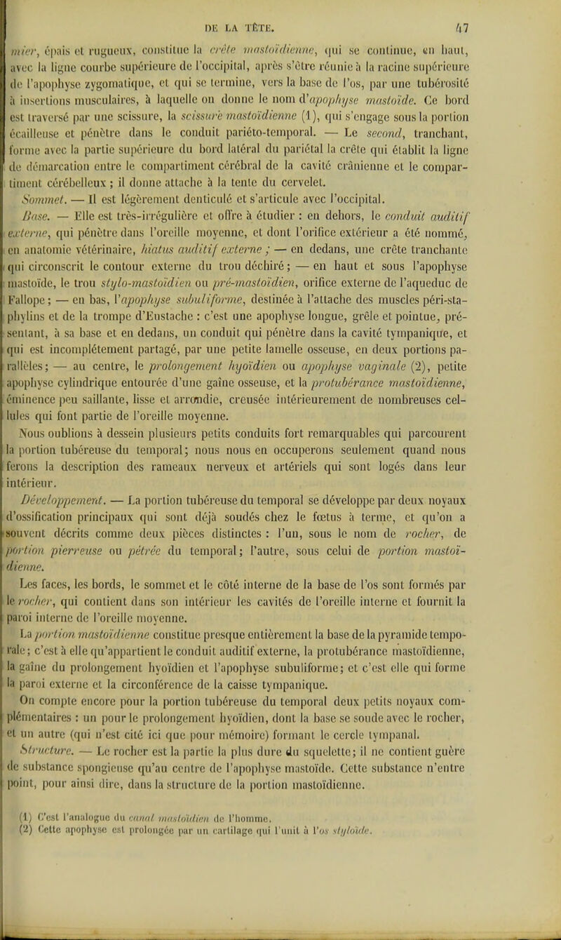 inicr, épais et rugueux, constitue la erète iiiastoïdienne, (jul se continue, «n liant, avec la ligne courbe supérieure de l'occipital, après s'être réunie à la racine supérieure (le l'apophyse zygonialique, et qui se lermiae, vers la base de l'os, par une tubérosité il insertions musculaires, à laquelle on donne le nom iVapophyse musloïde. Ce bord est traversé par une scissure, la scissure mastoïdienne (1), qui s'engage sous la portion écailleuse et pénètre dans le conduit pariéto-temporal. — Le second, tranchant, l'ornie avec la partie supérieure du bord latéral du pariétal la crête qui établit la ligne lie (iéniarcation entre le compartiment cérébral de la cavité crânienne et le conjpar- liment cérébelleux ; il donne attache h la tente du cervelet. Sommet. — Il est légèrement denticulé et s'articule avec l'occipital. Base. — Elle est très-irrégulière et ollre à étudier : eu dehors, le conduit auditif externe, qui pénètre dans l'oreille moyenne, et dont l'orifice extérieur a été nommé, en analomie vétérinaire, hiatus auditif externe ; — en dedans, une crête tranchante (qui circonscrit le contour externe du trou déchiré;—en haut et sous l'apophyse : mastoïde, le trou stylo-mastoïdien ou pré-mastoïdien, orifice externe de l'aqueduc de i Fallopc; — en bas, l'apophyse suhulifomie, destinée à l'attache des muscles péri-sta- pliylins et de la trompe d'Eustache : c'est une apophyse longue, grêle et pointue, pré- senlant, à sa base et en dedans, un conduit qui pénètre dans la cavité tympanique, et qui est incomplètement partagé, par une petite lamelle osseuse, en deux portions pa- rallèles; — au centre, le prolongement hyoïdien ou apophyse vaginale (2), petite apophyse cylindrique entourée d'une gaine osseuse, et la protubérance mastoïdienne, émiiience peu saillante, lisse et arrondie, creusée intérieurement de nombreuses cel- lules qui font partie de l'oreille moyenne. Nous oublions à dessein plusieurs petits conduits fort remarquables qui parcourent la portion tubéreuse du temporal; nous nous en occuperons seulement quand nous ferons la description des rameaux nerveux et artériels qui sont logés dans leur intérieur. Développement. — La portion tubéreuse du temporal se développe par deux noyaux d'ossification principaux qui sont déjà soudés chez le fœtus à terme, et qu'on a ■ souvent décrits comme deux pièces distinctes : l'un, sous le nom de rocher, de portion pierreuse ou pétrée du temporal; l'autre, sous celui de portion mastoï- dienne. Les faces, les bords, le sommet et le côté interne de la base de l'os sont formés par le rocher, qui contient dans son intérieur les cavités de l'oreille interne et fournit la paroi interne de l'oreille moyenne. La portion mastoïdienne constitue presque entièrement la base de la pyramide tempo- rale ; c'est à elle qu'appartient le conduit auditif externe, la protubérance mastoïdienne, la gaine du prolongement hyoïdien et l'apophyse subuliforme; et c'est elle qui forme la paroi externe et la circonférence de la caisse tympanique. On compte encore pour la portion tubéreuse du temporal deux petits noyaux com* plémentaires : un pour le prolongement hyoïdien, dont la base se soude avec le rocher, et un autre (qui n'est cité ici que pour mémoire) formant le cercle lympanal. Structure. — Le rocher est la partie la plus dure du squelette; il ne contient guère de substance spongieuse qu'au centre de l'apophyse mastoïdo. Cette substance n'entre point, pour ainsi dire, dans la structure de la portion mastoïdienne. (1) (j'csl l'aruilogiic du muni niosloïdùm de l'homme. (2) Celte a[iophysc est prolongée par un cartilage qui l'unit à Vos sljjloïde.