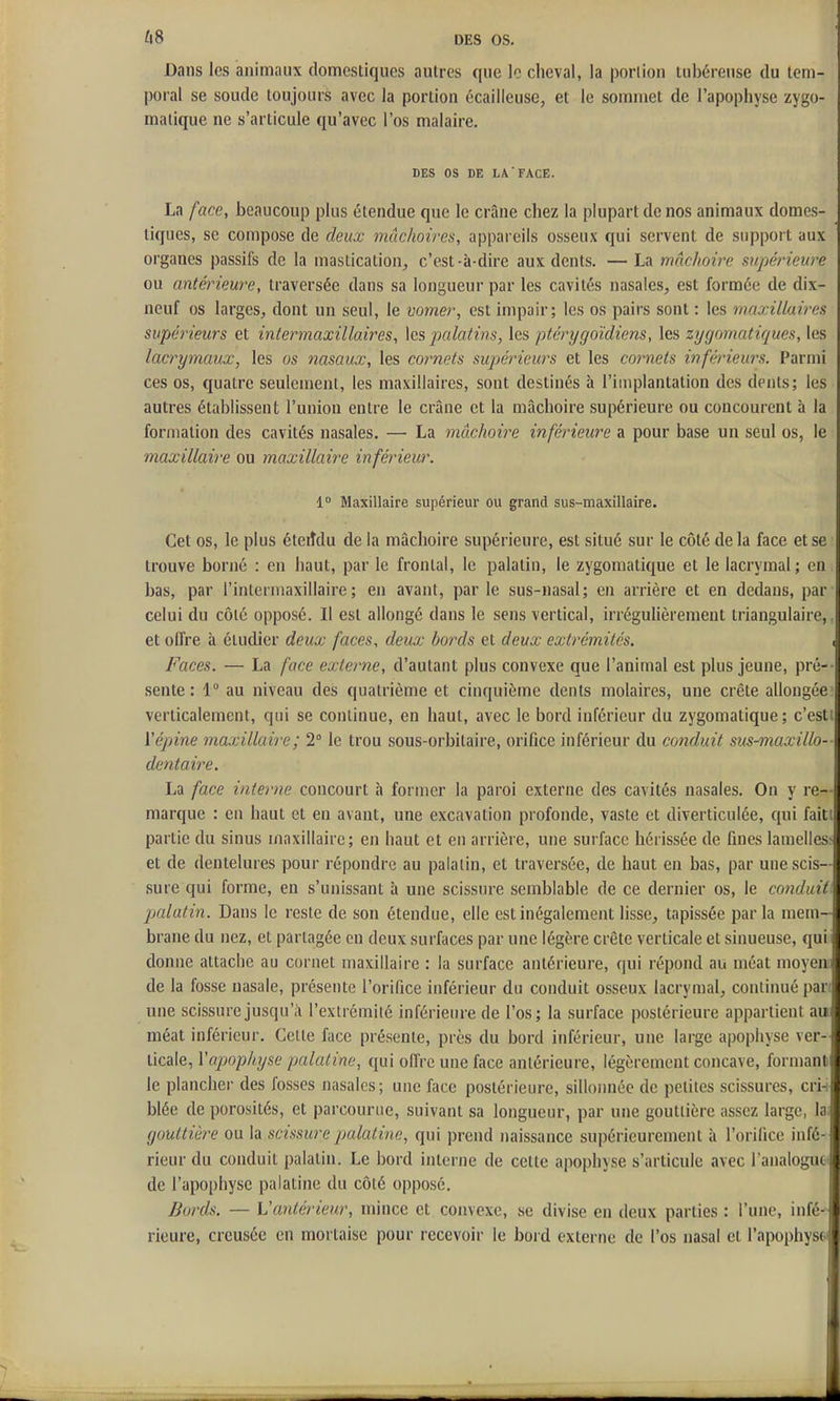 Dans les animaux domestiques autres que le cheval, la portion tubéreuse du tem- poral se soude toujours avec la portion écailleuse, et le sommet de l'apophyse zygo- malique ne s'articule qu'avec l'os malaire. DES os DE LAFACE. La face, beaucoup plus étendue que le crâne chez la plupart de nos animaux domes- tiques, se compose de deux mâchoires, appareils osseux qui servent de support aux organes passifs de la mastication^ c'est-à-dire aux dents. —La mâchoire supérieure ou antérieure, traversée dans sa longueur par les cavités nasales, est formée de dix- neuf os larges, dont un seul, le vomer, est impair; les os pairs sont : les maxillah'ca supérieurs et intermaxillaires, \cs palatins, les ptérygoïdiens, les zygomatiques,\efi lacrymaux, les os nasaux, les commets supérieurs et les commets inféineurs. Parmi ces os, quatre seulement, les maxillaires, sont destinés à l'implantation des dents; les autres établissent l'union entre le crâne et la mâchoire supérieure ou concourent à la formation des cavités nasales. — La mâchoire inférieure a pour base un seul os, le maxillaire ou maxillaire inférieur. i Maxillaire supérieur ou grand sus-maxillaire. Cet os, le plus éteiîdu de la mâchoire supérieure, est situé sur le côté delà face et se trouve borné : en haut, par le frontal, le palatin, le zygomatique et le lacrymal; en bas, par l'intermaxillaire; en avant, par le sus-nasal; en arrière et en dedans, par celui du côté opposé. Il est allongé dans le sens vertical, irrégulièrement triangulaire,, et olfre à étudier deux faces, deux bot^ds et deux extrémités. , Faces. — La face externe, d'autant plus convexe que l'animal est plus jeune, pré-- sente : 1° au niveau des quatrième et cinquième dents molaires, une crête allongée verticalement, qui se continue, en haut, avec le bord inférieur du zygomatique ; c'esti ïépine maxillaire; 2° le trou sous-orbitaire, orifice inférieur du conduit sus-maxillo- dentaire. La face hiterne concourt à former la paroi externe des cavités nasales. On y re- marque : en haut et en avant, une excavation profonde, vaste et diverticulée, qui faitt partie du sinus maxillaire; en haut et en arrière, une surface hérissée de fines lamelles^ et de dentelures pour répondre au palatin, et traversée, de haut en bas, par une scis- sure qui forme, en s'unissant à une scissure semblable de ce dernier os, le conduit palatin. Dans le reste de son étendue, elle est inégalement lisse, tapissée parla mem- brane du nez, et partagée en deux surfaces par une légère crête verticale et sinueuse, qui donne attache au cornet maxillaire : la surface antérieure, qui répond au méat moyen de la fosse nasale, présente l'orifice inférieur du conduit osseux lacrymal, continué par: une scissure jusqu'à l'extrémilé inférieure de l'os; la surface postérieure appartient au méat inférieur. Celte face présente, près du bord inférieur, une large apophyse ver- ticale, Vapophyse palatine, qui ofl're une face antérieure, légèrement concave, formant le plancher des fosses nasales; une face postérieure, sillonnée de petites scissures, crin blée de porosités, et parcourue, suivant sa longueur, par une gouttière assez large, la. gouttière ou la scissure palatine, qui prend naissance supérieurement à l'orifice infé- rieur du conduit palatin. Le bord interne de cette apophyse s'articule avec l'analoguci de l'apophyse palatine du côté opposé. Bords. — Vantérieur, mince et convexe, se divise en ileux parties : l'une, infé' rieure, creusée en mortaise pour recevoir le bord externe de l'os nasal et l'apophyse