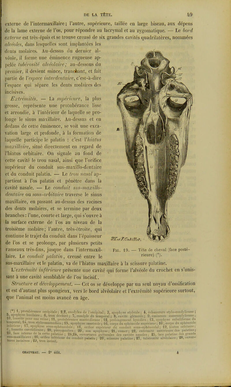 externe de l'intermaxillaire ; l'autre, supérieure, taillée eu large biseau, aux dépens de la lame externe de l'os, pour répondre au lacrymal et au zygomalique. — Le bord externe est très-épais et se trouve creusé de six grandes cavités quadrilatères, nommées alvéoles, dans lesquelles sont implantées les dunls molaires. Au-dessns du dernier al- véole, il forme une éminence rngueuse ap- pelée tubérosité alvéolaire; au-dessous du premier, il devient mince, tranchant, et fait [)arlie de Vespace interdentaire, c'est-à-dire l'espace qui sépare les dents mol.iires des incisives. Extrémités. — La supérieure, la plus grosse, représente une protubérance lisse et arrondie, à l'inlérieur de laquelle se pro- longe le sinus maxillaire. Au-dessus et eu dedans de cette éminence, se voit une exca- vation large et profonde, à la formation de laquelle participe le palatin : c'est V/iiatiis maxillnire, situé directement en regard de l'hiatus orbitaire. On signale au fond de cette cavité le trou nasal, ainsi que l'orifice supérieur du conduit sus-maxillo-donlaire et du conduit palatin. — Le trou nasal af)- partient à l'os palatin et pénètre dans la cavité nasale. — Le conduit sus-maxillo- dentaire ou sous-orbitaire traverse le sinus maxillaire, en passant au-dessus des racines des dents molaires, et se termine par deux brandies : l'une, courte et large, qui s'ouvre à la surface externe de l'os au niveau de la troisième molaire; l'autre, très-étroite, qui continue le trajet du conduit dans l'épaisseur de l'os et se prolonge, par plusieurs petits rameaux très-fins, jusque dans l'intermaxil- laire. Le conduit palatin, creusé entre le sus-maxillaire elle palatin, va de l'hiatus maxillaire à la scissure palatine. Vextrènité inférieure présente une cavité qui forme l'alvéole du crochet en s'unis- sant à une cavité semblable de l'os incisif. Stimcture et développement. — Cet os se développe par un seul noyau d'ossification et est d'autant plus spongieux, vers le bord alvéolaire et l'extrémité supérieure surtout, que l'animal est moins avancé en âge. FiG. 19. Tcle de clieval (face posté- rieure) (*). (*) ■*> (T'itiilirTnnre ncfipilnlc ; 2,2, coiidylc» ili- i'nccM[iltnl ; 3, iipoplivsR styloUle ; 4, prImnoiMii'i! styln-cniiiiyliiMmc ; 5, npopliysi' liasilnire ; 6, trou AvAmr, ; 7,'ci)n(lyli' ilri teniimi-al ; 8, l'iiviW glrnoKlc ; 9. rmiiioncu sns-foii.lyruMim! ; (?»(.'lt('four iiiK! vfinc • 11 i...,,titi./....i..,.< Aa i i i i: i f( .snhnliloruKî (iu lures incisivu» ; 2U, trou inriail.
