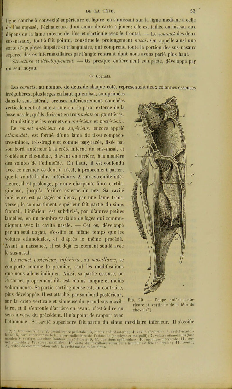 ligue courbe à convexité supérieure et figure, en s'unissant sur la ligne médiane à celle (le l'os opposé, l'écliancrure d'un cœur de carie à jouer; elle est taillée eu biseau aux dépens de la lame interne de l'os et s'arlicule avec le frontal. — Le sommet des déux sus-nasaux^ tout à fait pointu, constitue le prolongement nasal. On appelle ainsi une sorte d'upophyse impaire et triangulaire, qui comprend toute la portion des sus-nasaux séparée des os intermaxillaires par l'angle rentrant dont nous avons parlé plus haut. Structure et développement. —Os presque eiilièrement compacte, développé paj- un seul noyau. 8° Cornets. Les cornets, au nombre de deux de chaque côté, représentent deux colonnes osseuses irrégulières, plus larges en haut qu'en bas, comprimées dans le sens latéral, creuses intérieurement, couchées verticalement et côte à côte sur la paroi externe de la fosse nasale, qu'ils divisent en [xohméats ou gouttières. Ou distingue les cornets en antérieur et postérieur. Le cornet antérieur ou supérieur, encore appelé ethmoïdal, est formé d'une lame de tissu compacte très-mince, très-fragile et comme papyracée, fixée par sou bord antérieur à la crête interne du sus-nasal, et roulée sur elle-même, d'avant en arrière, à la manière des volutes de l'ethmoïde. En haut, il est confondu avec ce dernier os dont il n'est, à proprement parler, que la volute la plus antérieure. A son extrémité infé- rieure, il est prolongé, par une charpente fibro-cartila- gineuse, jusqu'à l'orifice externe du nez. Sa cavité intérieure est partagée en deux, par une lame traus- verse ; le compartiment supérieur fait partie du sinus frontal ; l'inférieur est subdivisé, par d'autres petites lamelles, en un nombre variable de loges qui commu- niquent avec la cavité nasale. — Cet os, développé par un seul noyau, s'ossifie en même temps que les volutes ethmoïdales, et d'après le même procédé. 'Avant la naissance, il est déjà exactement soudé avec le sus-nasal. Le cornet postérieur, inférieur, ou maxillaii'c, se comporte comme le premier, sauf les modifications que nous allons indiquer. Ainsi, sa partie osseuse, ou le cornet proprement dit, est moins longue et moins volumineuse. Sa partie cartilagineuse est, au contraire, plus développée. Il est attaché^ par son bord postérieur, sur la crête verticale et sinueuse du grand sus-maxil- ^O- — ^.P^ aniéro-posié- , . ... , ,, , rieure et verlii'iile (le la tcle du laire, et il s enroule d arrière en avant, c est-h-dn-e en cheval (*). sens iuvcrse du précédent. 11 n'a point de rapport avec rclhm(jïdc. Sa cavité supérieure fait partie du sinus maxillaire inférieur. Il s'ossifie (*) l.ti'oii i-miilylipii ; 2, protnliMnince pni'i(''l.)il(! ; 3, hintiis iiiulitif iiitcrnR ; 4, onvitc- (MMvIiralo ; 5, l'iiviW d'ivlml- leiisi! ; 6, linril supi^'iciir du lu Inim; pcrppndinulaire do ri-tliinoide (iipo[physc ci Isln-unlli); 7, volulus «Uiuinidali'S (Iiil-o nnanlc); 8, vi'sti£;s d.'S sinus fi-niitiuix du coW droit; 9, dfs siiuis splRMinidnns ; ■10, npnplivsc- ptVM'VfÇi'i'le ; '''^ net .•tlimnid.il; 12, cornet miixillairc ; 13, crcte du mnxillnirn snpcriciir à Impiclic est li.xc ce dernier ; U, vomer ; A, orific! de couimunicntion entre In ciivitc nasale et les sinus.