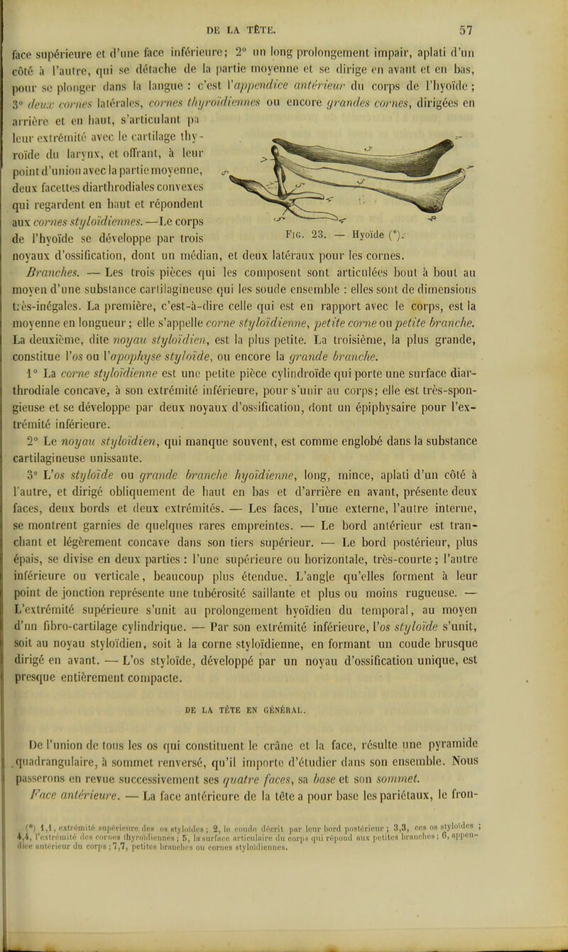 face supérieure et d'une face inférieure; 2 un long prolongement impair, aplati d'un côté à l'autre, qui se détache de la jjartie moyenne et se dirige en avant et en bas, pour so plonger dans la langue : c'est Vappendice antérieur du corps de l'hyoïde ; 3° itcux cornes lalérales, conws tliijroidicnnes ou encore grandes cornes, dirigées en arrière et en haut, s'articulant p;i leur extrémité avec le cartilage thy- roïde du larynx, et oiïrant, h leur point d'union avec la partie moyenne, ^ deux facettes diarthrodiales convexes qui regardent en haut et répondent aux cornes styloïdiennes. —Le corps de l'hyoïde se développe par trois — (*)•' noyaux d'ossification, dont un médian, el deux latéraux pour les cornes. Branches. — Les trois pièces qui les composent sont articulées bout à bout au moyen d'une substance carlilagincuse qui les soude ensemble : elles sont de dimensions très-inégales. La première, c'est-à-dire celle qui est en rapport avec le corps, est la moyenne en longueur ; elle s'appelle corne styloïdienne, petite corne on petite branche. La deuxième, dite noyau styloïdien, est la plus petite. La troisième, la plus grande, constitue l'os ou Vapophyse sty/oïde, ou encore la g^^ande branche. 1° La co77ie styloïdienne est une petite pièce cyliiidroïde qui porte une siii'facc diar- throdiale concave, à son extrémité inférieure, pour s'unir au corps; elle est très-spon- gieuse et se développe par deux noyaux d'ossification, dont un épiphysaire pour l'ex- trémité inférieure. 2 Le noyau styloïdien, qui manque souvent, est comme englobé dans la substance cartilagineuse unissante. 3° L'os styloïde ou grande branche hyoïdienne, long, mince, aplati d'un côté à l'autre, et dirigé obliquement de haut en bas et d'arrière en avant, présente deux faces, deux bords et deux extrémités. — Les faces, l'une externe, l'autre interne, se montrent garnies de quelques rares empreintes. — Le bord antérieur est tran- chant et légèrement concave dans son tiers supérieur. — Le bord postérieur, plus épais, se divise en deux parties : l'une supérieure ou horizontale, très-courte ; l'autre inférieure ou verticale, beaucoup pins étendue. L'angle qu'elles forment à leur point de jonction représente une tubérosité saillante et plus ou moins rugueuse. — L'extrémité supérieure s'unit au prolongement hyoïdien du temporal, au moyen d'nn fibro-cartilage cylindrique. — Par son extrémité inférieure, l'os styloïde s'unit, soit au noyau styloïdien, soit à la corne styloïdienne, en formant un coude brusque dirigé en avant. — L'os styloïde, développé par un noyau d'ossification unique, est presque entièrement compacte. DE LA TÉTE EN GÉNÉRAL. De l'union de tous les os qui constituent le crâne et la face, résulte une pyramide .qnadrangulairc, à sommet renversé, qu'il importe d'étudier dans son ensemble. Nous passerons en revue successivement ses quatre faces, sa base et son sommet. Face antérieure. — La face antérieure de la tête a pour base les pariétaux, le fron- (*) 1,1, cxtrùmité supérii'iiri! (les us si) hmlcs ; 2, lo iMjiuli! décrit |mi' leur liord pi>sU'i'iem'; 3,3, ces os styloides ; 4,4, l'oxtn'-initi: des coi-iii'S lliyroidiciincs ; 5, Insiirrnci' iirliculiiii'e du corps cpii r(-poud aux iiutitus branches; 6, oppeu- dicR anliM-ienr du corps ;7,7, petites branclu s ou cornes slylouliennes.