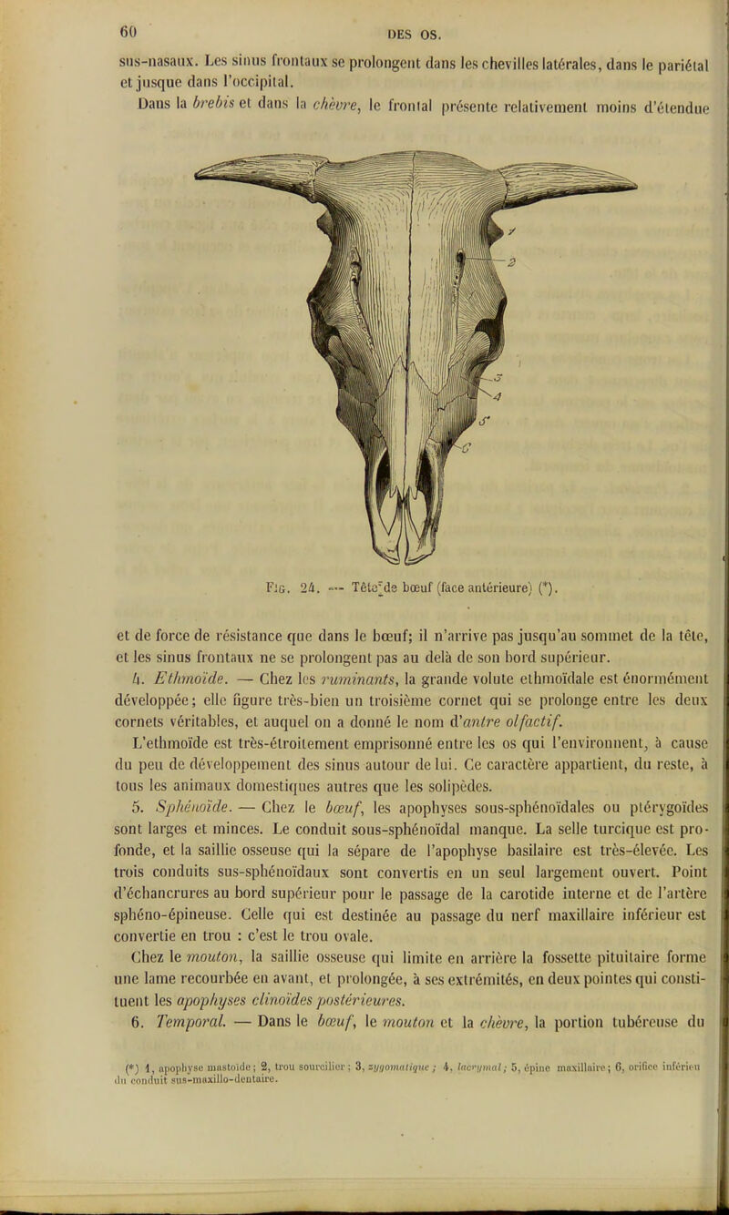 sns-nasaux. Les sinus frontaux se prolongent dans les chevilles latérales, dans le pariétal et jusque dans l'occipital. Dans la brebis dans la chèvre, le frontal présente relativement moins d'étendue Fjg. 24. — Têta^de bœuf (face antérieure) (*). et de force de résistance que dans le bœuf; il n'arrive pas jusqu'au sommet de la tête, et les sinus frontaux ne se prolongent pas au delà de son bord supérieur. h. Ethmoide. — Chez k-s ruminants, la grande volute ethmoïdale est énormément développée; elle figure très-bien un troisième cornet qui se prolonge entre les deux cornets véritables, et auquel on a donné le nom (Vanlre olfactif. L'ethmoïde est très-étroitement emprisonné entre les os qui l'environnent, à cause du peu de développement des sinus autour de lui. Ce caractère appartient, du reste, à tous les animaux domestiques autres que les solipèdes. 5. Sphénoïde. — Chez le bœuf, les apophyses sous-sphénoïdales ou ptérygoïdes sont larges et minces. Le conduit sous-sphénoïdal manque. La selle turcique est pro- fonde, et la saillie osseuse qui la sépare de l'apophyse basilaire est très-élevéc. Les trois conduits sus-sphénoïdaux sont convertis en un seul largement ouvert. Point d'échancrures au bord supérieur pour le passage de la carotide interne et de l'artère sphéno-épineuse. Celle qui est destinée au passage du nerf maxillaire inférieur est convertie en trou : c'est le trou ovale. Chez le mouton, la saillie osseuse qui limite en arrière la fossette pituitaire forme une lame recourbée en avant, et prolongée, à ses extrémités, en deux pointes qui consti- tuent les apophyses clinoïdes postérieures. 6. Tempoi^al. — Dans le bœuf, le mouton et la chèvre, la portion tubéreuse du (*) 1, npopliyse niustoîde ; 2, trou somcilior : 3, zygomaligHe ; i, lacrymal; 5, épine maxillaire ; 6, orifice infOrieii ilu conduit sus-maxillo-deutaire.