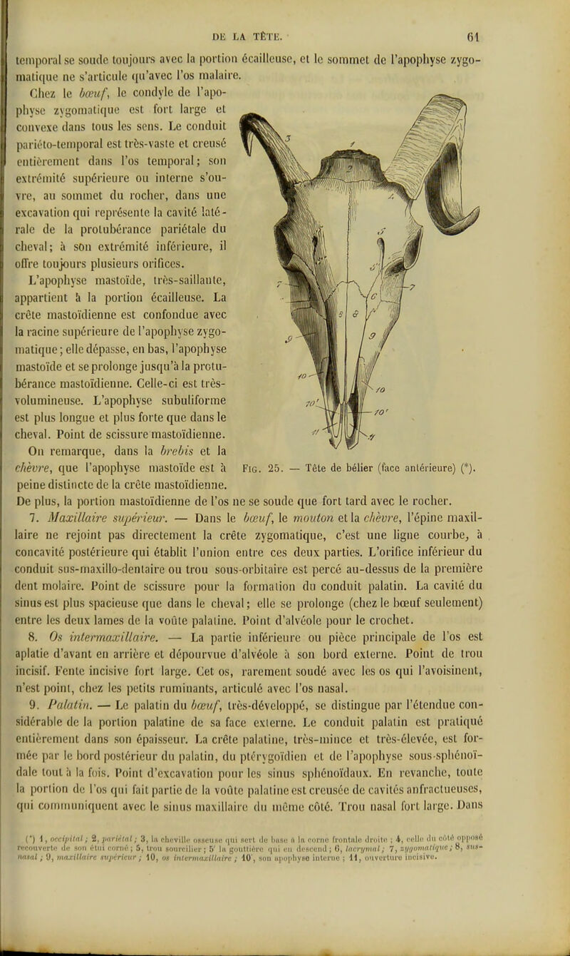 temporal se soude toujours avec la portion écaillcuse, et le sommet de l'apophyse zygo- mati(|ue ne s'articule qu'avec l'os malaire. Chez le bœuf, le condyle de l'apo- physe zygomatique est fort large et convexe dans tous les sens. Le conduit pariéto-temporal est très-vasie et creusé cntiùrement dans l'os temporal; son extrémité supérieure ou interne s'ou- vre, au sommet du rocher, dans une excavation qui représente la cavité laté- rale de la protubérance pariétale du cheval; à son extrémité inférieure, il offre toujours plusieurs orifices. L'apophyse mastoïJe, irès-saillanle, appartient à la portion écailleuse. La crête mastoïdienne est confondue avec la racine supérieure de l'apophyse zygo- matique ; elle dépasse, en bas, l'apophyse mastoïde et se prolonge jusqu'à la protu- bérance mastoïdienne. Celle-ci est très- volumineuse. L'apophyse subuliforme est plus longue et plus forte que dans le cheval. Point de scissure mastoïdienne. On remarque, dans la brebis et la chèvre, que l'apophyse mastoïde est à Fig. 25. — Tête de bélier (face antérieure) (*). peine distincte de la crête mastoïdienne. De plus, la portion mastoïdienne de l'os ne se soude que fort tard avec le rocher. 7. Maxillaire supérieur. — Dans le bœuf, le mouton et h chèvre, l'épine maxil- laire ne rejoint pas directement la crête zygomatique, c'est une ligne courbe, à concavité postérieure qui établit l'union entre ces deux parties. L'orifice inférieur du conduit sus-maxillo-deniaire ou trou sous-orbitaire est percé au-dessus de la première dent molaire. Point de scissure pour la formation du conduit palatin. La cavité du sinus est plus spacieuse que dans le cheval ; elle se prolonge (chez le bœuf seulement) entre les deux lames de la voûte palatine. Point d'alvéole pour le crochet. 8. Os intcrmaxillaire. — La partie inférieure ou pièce principale de l'os est aplatie d'avant en arrière et dépourvue d'alvéole à son bord externe. Point de trou incisif. Fente incisive fort large. Cet os, rarement soudé avec les os qui l'avoisinent, n'est point, chez les petits ruminants, articulé avec l'os nasal. 9. Palatin. — Le palatin du bœuf, très-développé, se distingue par l'étendue con- sidérable de la portion palatine de sa face externe. Le conduit palatin est pratiqué entièrement dans .son épaisseur. La crête palatine, très-mince et très-élevée, est for- mée par le bord postérieur du palatin, du ptérygoïdien et de l'apophyse sous-sphénoï- dale tout à la fois. Point d'excavation pour les sinus sphénoïdaux. En revanche, toute la portion de l'os qui fait partie do la voûte palatine est creusée de cavités anfraclueuses, qui communiquent avec le sinus maxillaire du même côté. Trou nasal fort large. Dans (•) 1, occipital; 2, pariétal; 3, la olievillc osseiiRi! flerl (le l)asi! rt la l'orni; riontule druito ; i, l'cllc iln pùti? opposé ■ •■couverte de son étui corné ; S, trou sourciller ; 5' In gouttière qui eu descend ; 6, Incrijmal; 7, synoîimliqiw; 8, sus- luisal ; 9, maj:illaire mpéricur ; 10, os intcrmaxillaire ; 10', son apophyse interne ; H, ouverture incisive.