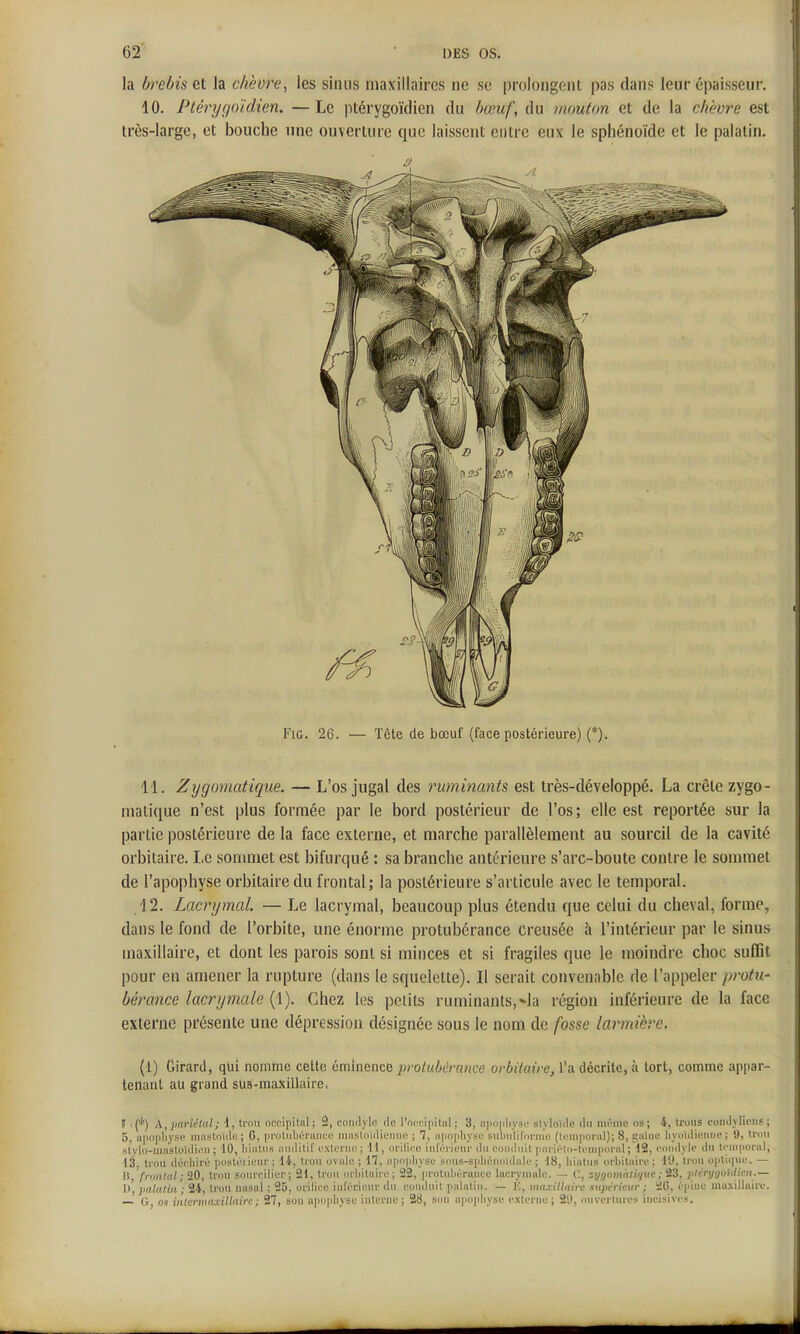 la brebis et la chèvre, les sinus maxillaires ne se prolongent pas dans leur épaisseur. 10. Ptérygoïdien. —Le ptérygoïdicn du bœuf, du mouton et de la chèvre est très-large, et bouche une ouverture que laissent entre eux le sphénoïde et le palatin. FiG. 26. — Tète de bœuf (face postérieure) (*). 11. Zygomatique. — L'os jugal des rummants est très-développé. La crête zygo- maiique n'est plus formée par le bord postérieur de l'os; elle est reportée sur la partie postérieure de la face externe, et marche parallèlement au sourcil de la cavité orbitaire. Le sonmiet est bifurqué : sa branche antérieure s'arc-boute contre le sommet de l'apophyse orbitaire du frontal; la postérieure s'articule avec le temporal. 12. Lacrymal. — Le lacrymal, beaucoup plus étendu que celui du cheval, forme, dans le fond de l'orbite, une énorme protubérance creusée à l'intérieur par le sinus maxillaire, et dont les parois sont si minces et si fragiles que le moindre choc sulTit pour en amener la rupture (dans le squelette). Il serait convenable de l'appeler protu- bérance lacrymale (1). Chez les petits ruminants,*Ia région inférieure de la face externe présente une dépression désignée sous le nom de fosse larmière. (l) Girard, qui nomtne cette émînence |»'oi«6eVa«ce orèîïajVe, l'a décrite, à tort, comme appar- tenant ail grand sUB-maxillaire, ! >(*) A,liariétal; 1, trou occipital; 2, comlyle rie l'nccipital; 3, npmiliyso slyloîile (lu même os; 4, trous conilylieus; 5) uiiopliy*^'' uinstoïcle ; C, protubérance uuisloitlieiHie ; 7, npopliyse subniil'nrma (lomponU); 8, s'aino liyoiilienue ; 9, Iron stylo-uuistoiiliiMi ; 10, hiatus aiiilitif externe ; dl, nriliec inféi'ieur du conduit iiariélii-lenipural ; 12, eoiulyie du ti'î»|iorul, ■13 trou déchiré ])(]stéiieur ; 14, trou ovale ; 17, apophyse siuis-sidiénoidnle ; 18, hiatus orbitaire ; lU, trou optiq\ie. — Il fruntal ; iO, trou souroilier; 21, trou orbitaire; 22, protubérance lacrynmle. — C, zygomatique ;'3,Z, ptéryijohlicti .— I l, palatin ; 24, trou nasal ; 25, urilice iidérieur du conduit palaliji. — E, maxillaire supérieur ; 20, épine maxillaire. — G, ov iaiermaxillaire; 27, son apophyse iulerne; 28, scui apophyse externe; 2'd, miverluros incisives.
