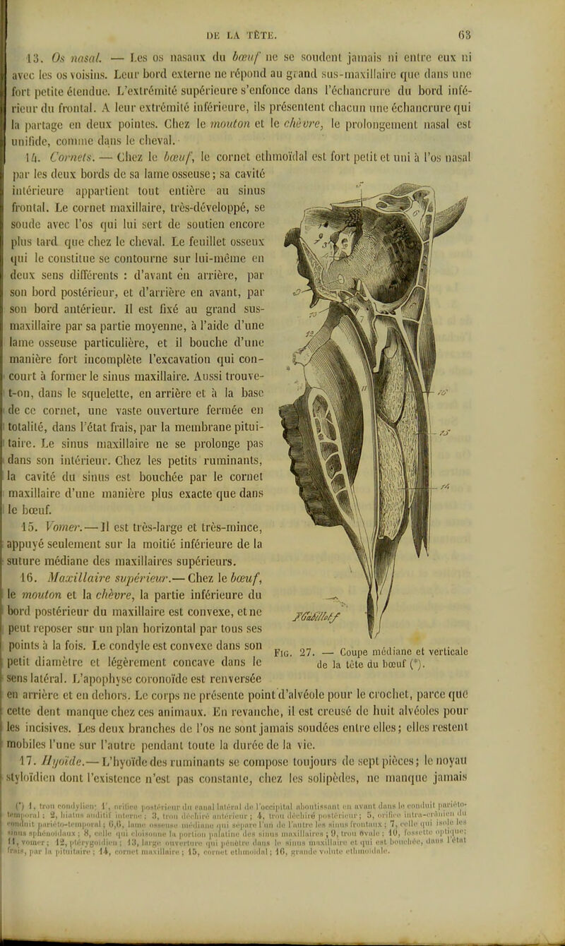 13. Os iiasciL — Les os nasaux du bœuf ne se sondent jamais ni entre eux ni ivoc les os voisins. Leur bord externe ne répond au grand sus-maxillaire que dans une l >rt petite étendue. L'extrémité supérieure s'enfonce dans l'écliancrurc du bord infé- rieur du frontal. A leur extrémité inférieure, ils présentent chacun une échancrure qui la partage en doux pointes. Chez le mouton et le chèvre, le prolongement nasal est unifide, comme dans le cheval. Co7'nels. — Chez le bœuf, le cornet ethmoïdal est fort petit et uni à l'os nasal par les deux bords de sa lame osseuse; sa cavité intérieure appartient tout entière au sinus frontal. Le cornet maxillaire, très-développé, se soude avec l'os qui lui sert de soutien encore plus lard que chez le cheval. Le feuillet osseux tpii le constitue se contourne sur lui-même en deux sens différents : d'avant en arrière, par son bord postérieur, et d'arrière en avant, par son bord antérieur. Il est fixé au grand sus- maxillaire par sa partie moyenne, à l'aide d'une lame osseuse particulière, et il bouche d'une manière fort incomplète l'excavation qui con- court à former le sinus maxillaire. Aussi trouve- t-on, dans le squelette, en arrière et à la base de ce cornet, une vaste ouverture fermée en totalité, dans l'état frais, par la membrane pitui- taire. Le sinus maxillaire ne se prolonge pas dans son intérieur. Chez les petits ruminants, la cavité du sinus est bouchée par le cornet maxillaire d'une manière plus exacte que dans le bœuf. ■15. Vomer. — ]1 est très-large et très-mince, appuyé seulement sur la moitié inférieure de la suture médiane des maxillaires supérieurs. 16. Maxillaire supérieur.— Chez lebœuf, le mouton et la chèvre, la partie inférieure du bord postérieur du maxillaire est convexe, et ne peut reposer sur un plan horizontal par tous ses points à la fois. Le condyle est convexe dans son petit diamètre et légèrement concave dans le sens latéral. L'apophyse coronoïdeest renversée en arrière et en dehors. Le corps ne présente point d'alvéole pour le crochet, parce qUè cette dent manque chez ces animaux. En revanche, il est creusé de huit alvéoles pour les incisives. Les deux branches de l'os ne sont jamais soudées entre elles; elles restent mobiles l'une sur l'autre pendant toute la durée de la vie. 17. Ili/oïde.— L'hyoïde des ruminants se compose toujours de sept pièces; le noyau styl()ï(li(!ii dont l'cxislcuce n'est pas constante, chez les solipèdes, ne manque jamais FiG. 27. — Coupe médiane et verticale de la tète du bœuf (*). 1, Ir.jii noiidylii^n; 1', ni-ilipu ]io!(li'.ni!iir du 0011(11 liilrnil du l'occipital abnulissniU en «vaut dims lis conduit piiricln- tetn|ponil : 2, liiiiliis aiiditif intiMT».' ; 3, Irnii divliin: uiitiM'ium' j 4, Iniii dOcliiiû |Misti'i'iciif ; 5, mVîv'v- iiili'ii-rrAidcn du '■oiidiiit riiirii;to-tciH|Mii-nl j 0,(i, luiiii' iissi'iisi; iiirdinnu nui sr|iiiii! l'un du l'iiiiti'c les siniis l'foiilmix ; 7, ci'llc (|ni isole les «inns S|j|ii;noidaiix ; 8, cidli; i|ni i-luisoniic la poitiiiii |ialaliiii: des sinus iiiasilluii'i'S ; 9, trou Ovale ; 10, I'osscIIl' opliçini'; H, vomir; 12, (itirygoulieii ; 13, large ouverture i)iii piîiiùlru dans le aiiiiis uiaxilluiic et qui eut boueliée, dans U'tnt frais, par la pituitairc; \K, cornet maxillaire; 15, cornet etiiinoidal; 10, grande volute etlimoidiile.