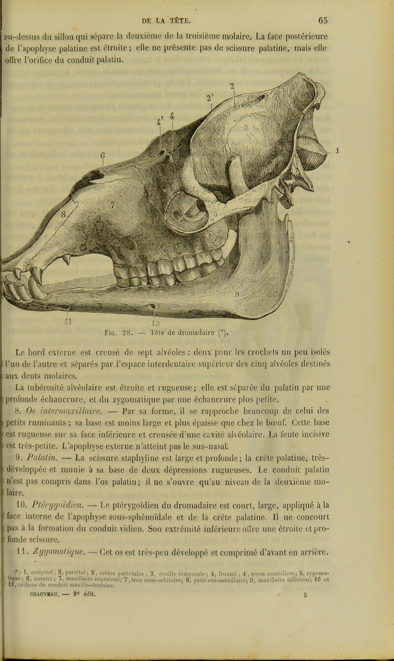 oii-dessiis du sillon qui sépare la dcuxiènic de la troisième molaire. La face postérieure de l'apophyse palatine est étroite ; elle ne présente pas de scissure palatine, mais elle ollïe l'orilice du conduit palatin. FiG. 28. — Tête de tlroniatlaire (*). Le bord externe est creusé de sept alvéoles : deux pour les crocliels un peu isolés l'un de l'autre et séparés par l'espace interdcnlaire supérieur des cinq alvéoles destinés aux dents molaires. La tubérosité alvéolaire est étroite et rugueuse ; elle est séparée du palatin par une profonde écliancrure, et du zygonialique par une échancrure plus petite. 8. Os intcrmaxilluire. — Par sa forme, il se rapproche beaucoup de celui des petits ruminants ; sa base est moins large et plus épaisse que chez le bœuf. Cette base est rugueuse sur sa face inférieure et creusée d'une ci-vité alvéolaire. La fente incisive est très-petite. L'apophyse externe n'atteint pas le sus-nasal. 9. Palalin. — La scissure staphyline est large et profonde; la crête palatine, très- développée et munie à sa base de deux dépressions rugueuses. Le conduit palatin n'est pas compris dans l'os palatin ; il ne s'ouvre qu'au niveau de la deuxième mo- laire. 10. Ptérycjoïdicn. — I,o ptérygoïdien du dromadaire est court, large, appliqué à la face interne de l'apophyse sous-sphénoïdale et de la crête palatine. Il ne concourt pas à la formation du conduit vidien. Son extrénnté inférieure ollre une étroite et pro- fonde scissure. 1 i. Zi/(/omalique. —Cet os est très-peu développé et comprimé d'avant en arrière. _ (*; 1, r,c(M|.ilJil ; 2, (inriiHiil ; 2', <^n-ti>s (jjii'iiHuliîs ; 3, Mi-iiilli' ti'iupornli! ; i, fniiital ; i\ ti'oiis sourcilioi-s ; 5, zygoniii- liqne ; 6, ijusuiix ; 7, innxilluirc siiporicur; 7, Iroii sous-orbiluire; 8, nelil siis-maxillailc; 0, muxillnii'o iurùriour; 10 et 11, orifines (lu cuiuliiit nioxillo-iluiitaire. CHAOVBAU. — 2« édit. I 6