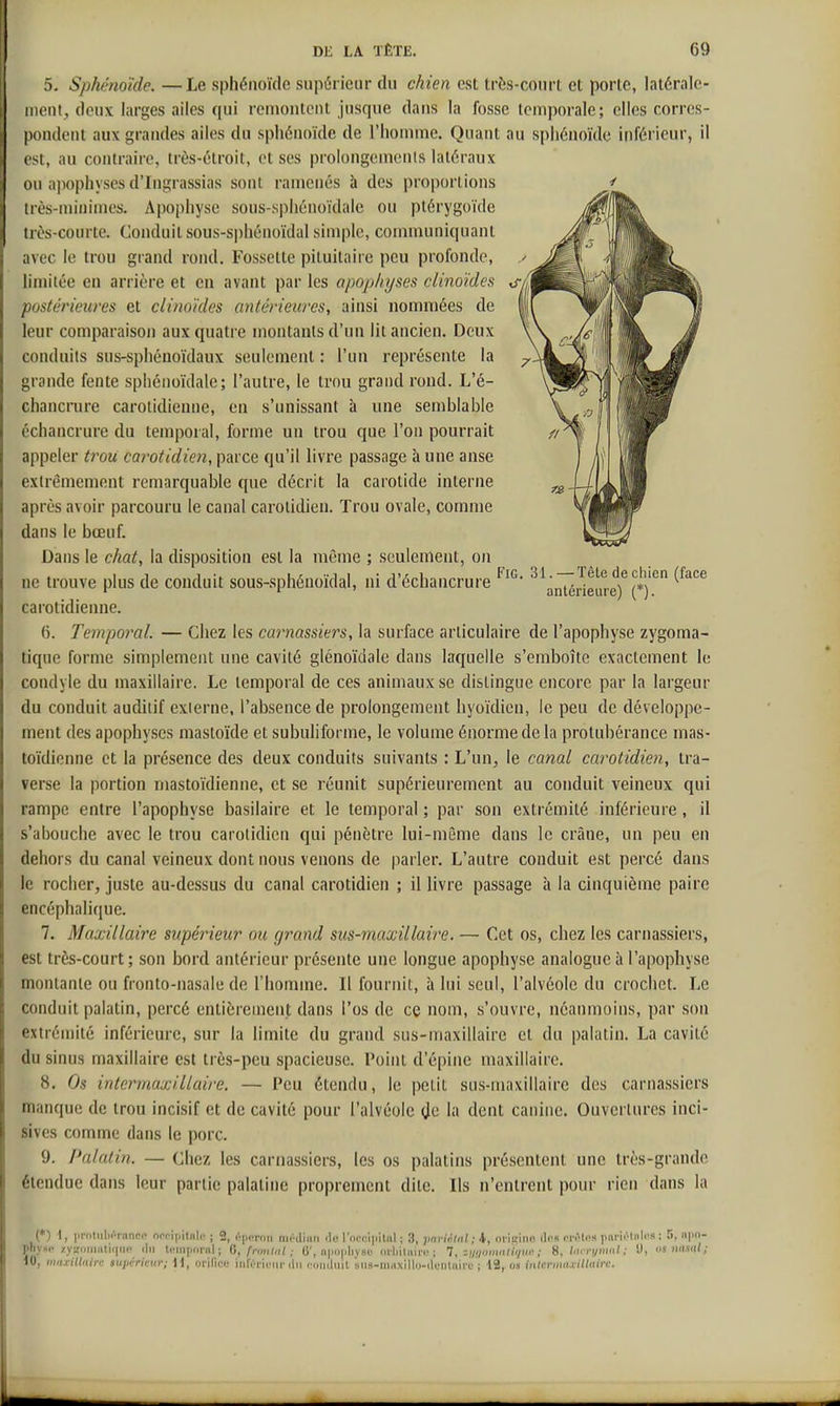5. Sphénoïde. —Le sphénoïde supérieur du chien est très-court et porte, latérale- ment, deux larges ailes qui remontent jusque dans la fosse temporale; elles corres- pondent aux grandes ailes du sphénoïde de l'homme. Quant au sphénoïde itiférieur, il est, au contraire, très-étroit, et ses prolongcmenls latéraux ou apophyses d'Ingrassias sont ramenés à des proportions très-minimes. Apophyse sous-spiiénoïdale ou ptérygoïde Ilès-courte. Conduit sous-sphénoïdal simple, communiquant avec le trou grand rond. Fossette pituitaire peu profonde, limitée en arrière et en avant par les apojj/njses clinoïdes t/-^ postérieures et clinoïdes antérieures, ainsi nommées de leur comparaison aux quatre montants d'un lit ancien. Deux conduits sus-sphénoïdaux seulement : l'un représente la grande fente sphénoïdale; l'autre, le trou grand rond. L'é- chancrure carotidienne, en s'unissant à une semblable échancrure du temporal, forme un trou que l'on pourrait appeler troti carotidien, parce qu'il livre passage à une anse extrêmement remarquable que décrit la carotide interne après avoir parcouru le canal carotidien. Trou ovale, comme dans le bœuf. Dans le chat, la disposition est la même ; seulement, on ne trouve plus de conduit sous-sphénoïdal, ni d'échancrure ^^antïdeuie)^(*)'^ carotidienne. 6. Temporal. — Chez les carnassiers, la surface articulaire de l'apophyse zygoma- tique forme simplement une cavité glénoïdale dans laquelle s'emboîte exactement le condyle du maxillaire. Le temporal de ces animaux se distingue encore par la largeur du conduit auditif externe, l'absence de prolongement hyoïdien, le peu de développe- ment des apophyses mastoïde et subuliforme, le volume énorme de la protubérance mas- toïdienne et la présence des deux conduits suivants : L'un, le canal carotidien, tra- verse la portion mastoïdienne, et se réunit supérieurement au conduit veineux qui rampe entre l'apophyse basilaire et le temporal ; par son extrémité inférieure, il s'abouche avec le trou carotidien qui pénètre lui-même dans le crâne, un peu en dehors du canal veineux dont nous venons de parler. L'autre conduit est percé dans le roc[)er, juste au-dessus du canal carotidien ; il livre passage à la cinquième paire encéphalique. 7. Maxillaire supérieur ou grand sus-maxillaire. — Cet os, chez les carnassiers, est très-court; son bord antérieur présente une longue apophyse analogue à l'apophyse montante ou fronto-nasale de l'homme. Il fournit, à lui seul, l'alvéole du crochet. Le conduit palatin, percé entièrement dans l'os de ce nom, s'ouvre, néanmoins, par son extrémité inférieure, sur la limite du grand sus-maxillaire et du palatin. La cavité du sinus maxillaire est très-peu spacieuse, l'oint d'épine maxillaire. 8. Os intermaxillaire. — Peu étendu, le petit sus-maxillaire des carnassiers manque de trou incisif et de cavité pour l'alvéole (Je la dent canine. Ouvertures inci- sives comme dans le porc. 9. Palatin. — Chez les carnassiers, les os i)ulatins présentent une très-grande étendue dans leur partie palatine proprement dite. Ils n'entrent pour rien dans la (*) \, |.mlulirrnnco ocr-ii.itnlc ; 2, épnron mrdinn de rnrcipilfil ; 3, pnriàlal ; i, oriKine (lt(« onMns iiai'ii'lnlos ; 5, mio- phvHc /.ysoiiiutiqiin du lcin[i(inil ; G, fmnlitl : 6', n|ii)]ih) sf (irliiliiinj ; zmi'imnlUjUi^ ; liu rymid : U, os nasnl; 10, miixillain supérieur; 11, oi-iCioii iiilMi'iiMir du c.indml siia-imixillo-di'iiluii'c ; i2, o» inlcriiHuilluirc. Il