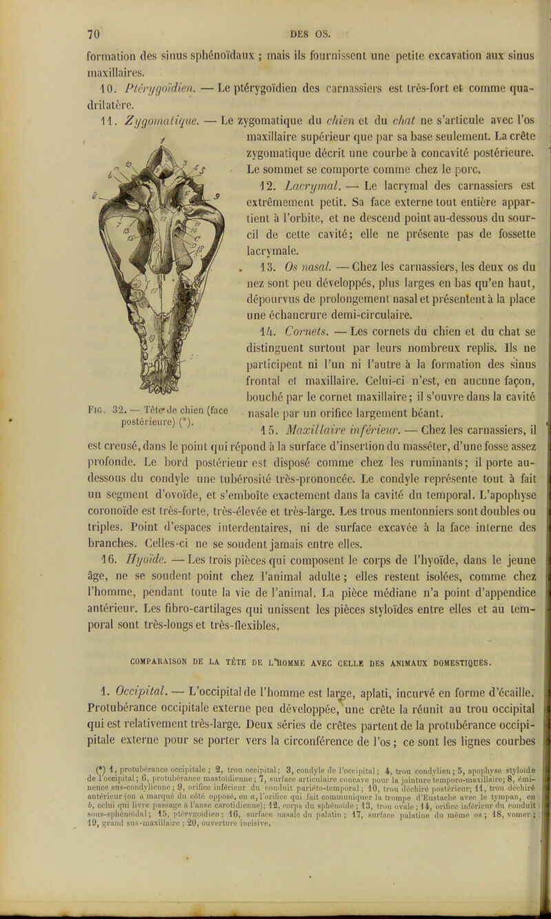 foi maiion des sinus sphénoïdaux ; mais ils fournisscni une petite excavation aux sinus maxillaires. 10. Ptcri/c/oïdien. —Le ptérygoïdien des carnassiers est très-fort et comme qua- drilatère. 11. Zygomaliqm. — Le zygomatique du chien et du chat ne s'articule avec l'os maxillaire supérieur que par sa base seulement. La crête zygomatique décrit une courbe à concavité postérieure. Le sommet se comporte comme chez le porc. 12. Lacrymal. — Le lacrymal des carnassiers est extrèmemeni petit. Sa face externe tout entière appar- tient à l'orbite, et ne descend point au-dessous du sour- cil de cette cavité; elle ne présente pas de fossette lacrymale. 13. Os nasal. —Chez les carnassiers, les deux os du nez sont peu développés, plus larges en bas qu'en haut, dépourvus de prolongement nasal et présentent à la place une échancrure demi-circulaire. \h. Cornets. —Les cornets du chien et du chat se distinguent surtout par leurs nombreux replis. Ils ne participent ni l'un ni l'autre à la formation des sinus frontal et maxillaire. Celui-ci n'est, en aucune façon, bouché par le cornet maxillaire; il s'ouvre dans la cavité Fie. 32. — Tèle-de chien (face nasale par un orifice largement béant, postérieure) (•^). ,^ .,i • ■ • i . 15. Maxillaire inférieur. — Chez les carnassiers, n est creusé, dans le point qui répond à la surface d'insertion du masséter, d'une fosse assez profonde. Le bord postérieur est disposé comme chez les ruminants; il porte au- dessous du condyle une tubérosiié très-prononcée. Le condyle représente tout à fait un segment d'ovoïde, et s'emboîte exactement dans la cavité du temporal. L'apophyse coronoïde est irès-forte, très-élevée et très-large. Les trous mentonniers sont doubles ou triples. Point d'espaces interdentaires, ni de surface excavée à la face interne des branches. Celles-ci ne se soudent jamais entre elles. 16. Hyoïde. —Les trois pièces qui composent le corps de l'hyoïde, dans le jeune âge, ne se soudent point chez l'animal adulte ; elles restent isolées, comme chez l'homme, pendant toute la vie de l'animal. La pièce médiane n'a point d'appendice antérieur. Les fibro-cartilages qui unissent les pièces styloïdes entre elles et au tem- poral sont très-longs et très-flexibles. COMPARAISON DE LA TÊTE DE L'HOMME AVEC CELLE DES ANIMAUX DOMESTIQDES. 1. Occipital. — L'occipital de l'homme est large, aplati, incurvé en forme d'écaillé. Protubérance occipitale externe peu développée, une crête la réunit au trou occipital qui est relativement très-large. Deux séries de crêtes partent de la protubérance occipi- pitale externe pour se porter vers la circonférence de l'os; ce sont les lignes courbes (*) i, protiilii-rance occipitale ; S, ti'oii occipital ; 3, condyle do l'occipital ; 4, trou condylien ; 5, apophyse styloïde de l'occipital ; 0, protubcraiicu mastoidicime ; '7, surface articulaire concave jiour la jointure temporo-maxillairc; 8, énii- nenee sus-conilylieniie ; 9, oi'ifioe inféri(^ur du conduit paricto-tcniporal ; 10, ti'o» déchiré ]iostéricur; ii, trou déchiré antérieur (on a marqué du coté opposé, en n,rorilice qui lait couiniuni(pior la trompe d'iMistache avec le tympan, en 4, celui qui livre passade à l'anse earotidicnne); 12, corps du sphéuoi<le ; 13, trou ovale ; 14, oriliee inférieur du conduit sons-spliénniilal ; 15, ]itérvc;oidien ; 16, surface nasale du palatin; 17, surlace palatine du mi^me os; 18, vouier ; 19, grand sus-muxillairu ; i20, ouvcrtnie incisive.