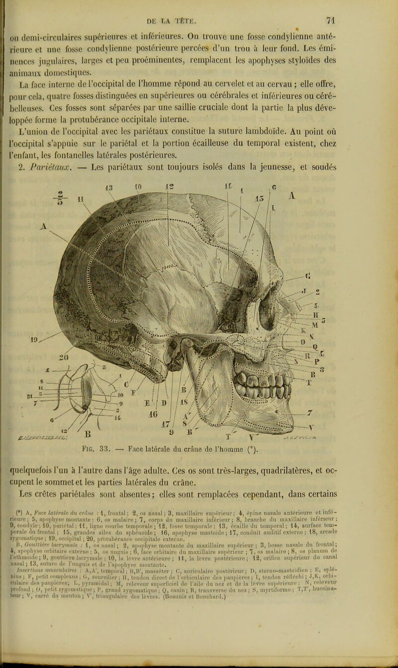 OU demi-circulaires supérieures et inférieures. Ou trouve une fosse condylienne anté- rieure et une fosse condylienne postérieure percées d'un trou à leur fond. Les émi- nences jugulaires, larges et peu proéminentes, remplacent les apophyses styloïdcs des animaux domestiques. La face interne de l'occipital de l'homme répond au cervelet et au cervau ; elle offre, pour cela, quatre fosses distinguées en supérieures ou cérébrales et inférieures ou céré- belleuses. Ces fosses sont séparées par une saillie cruciale dont la partie la plus déve- loppée forme la protubérance occipitale interne. L'union de l'occipital avec les pariétaux constitue la suture lambdoïde. Au point où l'occipital s'appuie sur le pariétal et la portion écailleuse du temporal existent, chez l'enfant, les fontanelles latérales postérieures. 2. Pariétaux. — Les pariétaux sont toujours isolés dans la jeunesse^ et soudés quelquefois l'un à l'autre dans l'âge adulte. Ces os sont très-larges, quadrilatères, et oc- cupent le sommet et les parties latérales du crîine. Les crêtes pariétales sont absentes ; elles sont remplacées cependant, dans certains (*) A, Face latérale du crâne : 1, frontnl; 2, ns nnsal ; 3, maxillaire supùi'icur; i, ùpine nasale ontt'i'ioure et infé- rieure; 5, apophyse montante ; 6, os malaire; 7, corps Jn moxillaire iniérieur; 8, branche du maxillaire inférieur; 9, conilyli! ; 10, pariétal ; H, ligne courbe temporale; 12, fosse temporale; 13, écaille du temporal; 14, surface tem- porale du frontal ; 15, grandes ailes du sphénoïde; 16, U|iopbyse mastoïde ; 17, conduit auditif cxleriiu ; 18, arcode zygomatifpie ; 19, occipital ; 20, protubérance oceiiiitale externe. li, Gouttière lacrymale : l, os nasal; 2, apophyse montante du maxillaire supérieur ; 3, bosse nasale du frontal; 4, apophyse orbitaire externe ; 5, os unguis ; fi, l'nco orbitairc' du maxillaire supérieur ; 7. os inalaire ; 8, os planum do rethraoïih! ; 9, gouttière lacrymale ; 10, la lèvre antérieure ; H, la lèvre postérieure; 12, orilico supérieur du canal nasal ; 13, suture de l'unguis et de l'apiiphyse montante. Innertimm musculaires : A,A', temporal ; 11,11', masséter ; C, auriculaire postérieur; I), slerno-mastoidien ; K, splé- nius; F, petit complexus ; 0, sourciller; II, tendon direct de lorbiculaire des paupières; I, tendiui réiléchi ; -liK, orbi- culaire des paupières; L, pyramidal; M, releveur superficiel de l'aih? ilii nez et de la loVre supérieure; N, relevenr profond ; 0, petit /.ygomaliipie ; P, grand zygoinatique ; Q, canin ; R, trausverse du nez ; S, myrtiforuie ; T,T', buccina- teur; V, carré du menton; V, triaugiilairo des lèvres. (Ueaiiiiis et Uoucliard.)