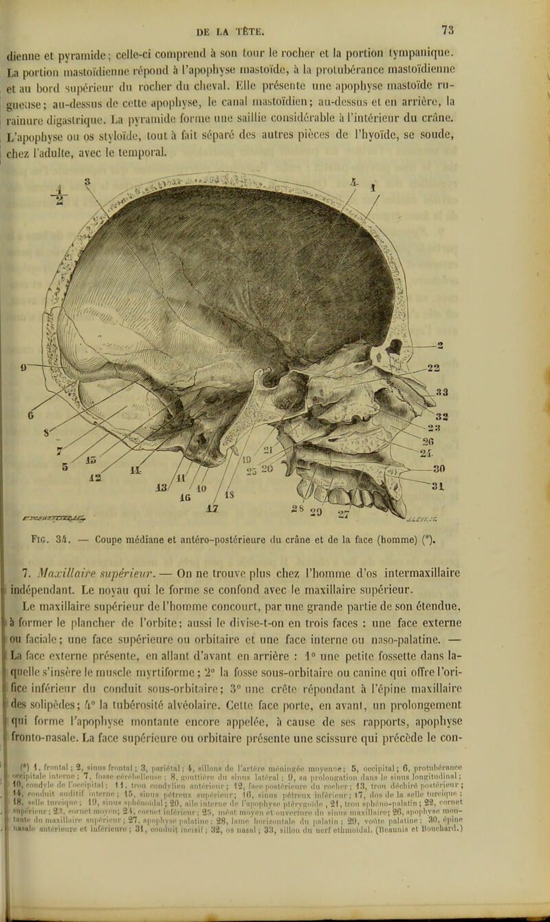 dienne et pyramide; celle-ci comprend à son lotir le roclicr et la portion lympanique. La portion mastoïdienne répond h l'apophyse inastoïde, à la protubérance niasloïdienne et au bord supérieur du rocher du cheval. Mlle présente une apophyse mastoïde ru- gueuse; au-dessus de cotte apophyse, le canal mastoïdien; au-dessus et en arrière, la rainure digaslrique. La pyramide forme une saillie considérable à l'intérieur du crâne. L'apophyse ou os styloïde, tout fait séparé des autres pièces de l'hyoïde, se soude, chez l'adulte, avec le tempoial. FiG. 34. — Coupe médiane et antéro-postérieure du crâne et de la face (homme) (*). 7. Maxillaire supérieur. — On ne trouve plus chez l'homme d'os intermaxillaire i indépendant. Le noyau qui le forme se confond avec le maxillaire supérieur. Le maxillaire supérieur de l'homme concourt, par nne grande partie de son étendue, là former le plancher de l'orbite; aussi le divise-t-on en trois faces : une face externe !0U faciale; une face supérieure ou orbitaire et une face interne ou naso-palatine. — La face externe présente, en allant d'avant en arrière : 1° une petite fossette dans la- quelle s'insère le muscle myrtiforme ; 2° la fosse sous-orbilaire ou canine qui offre l'ori- I fice inférieur du conduit sous-orbitaire ; 3° une crête répondant à l'épine maxillaire ides solipèdes; k la lubérosité alvéolaire. Cette face porte, en avant, un prolongement 'qui forme l'apophyse montante encore appelée, \\ cause de ses rapports, apophyse fronto-nasale. La face supérieure ou orbitaire présente une scissure qui précède le con- (*) 1. frnnlnl ; 2, sinns frnntnl ; 3, [inrir^lnl ; \, aillons de l'iirl^re mrniriiîiji' innyciiiie ; 5, ncpi|iilnl ; 6, prntulirM'nni'e '«■cipltnli' iiitcrni^ ; 7, foasn ciM-.Mii'llpnsi' ; 8, «MiillicTn du sliiim Intérnl ; 9, «a prolnniçation duiia li' sinus lnnp:itiidinul ; 10, nnndvii' dn l'cK^ripilnl ; 11, tnm mndvIiiMi nnlrriiMii' ; 12, l'iii'i' [instriMPiiiv du rnclici' ; 13, trou di'i'liirt poslrrii'ui' ; H, cr.ndiiit, nndilif interne; IS, sinns p'iMrpiix snpiM-ioiir; 10, sinns piitrcnx iniï'rinnr ; l7, dns dp In si-Ile Inrciiine ; 18, selle Inreiipie ; lit, sinns splii'MKnilal ; 20. aile interne de l'iipejilivse plérvi;lile , 21, Irnn spliènn-p.'iliilin ; 22, eornet, snpérii'iir ; 2:1. efn'nel in.vi'n; 21, ecM'ni't inlerieur; 2?i, inéiil innyen et cniverlnre iln sinns inn.villnire; 20. npep'iyse ninn- Innlc du iiiaxillnire snpérietir; 27. apnpliysi' pidatini'; 28, laine'linri/.nninle dn palatin ; 29, voiMe palatine; îlO, épine iiMalo Antérieure et inférieure; 31, conduit incisif; 32, os nasal; 33, sillon du nerf clbuioldal. (lloaunis et Doucliaril.)