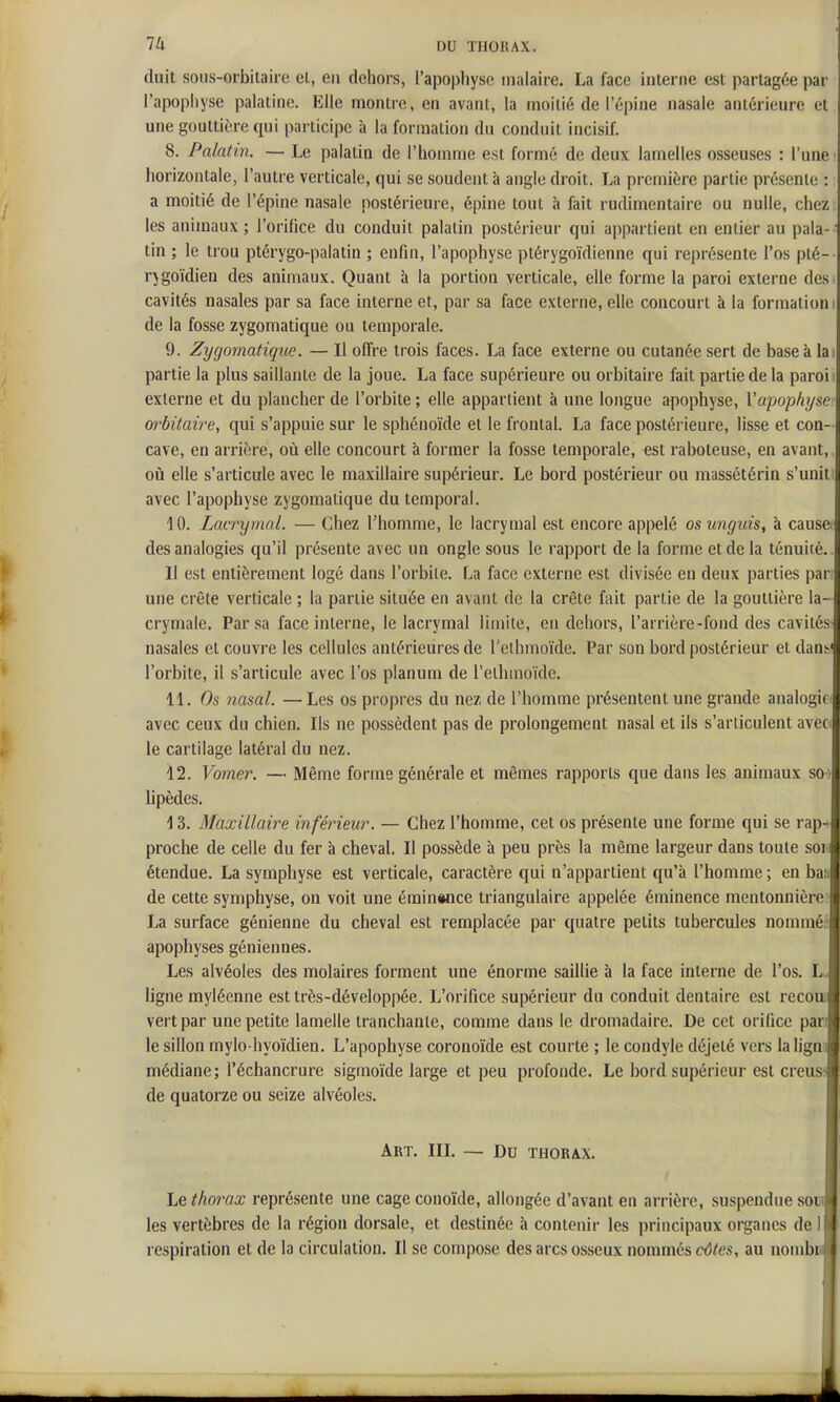 duit soiis-orbilairc el, eu dehors, l'apophyso inalaire. La face interne est partagée par l'apophyse palatine. Elle montre, en avant, la moitié de l'épine nasale antérieure et une gouttière qui participe à la formation du conduit incisif. 8. Palatin. — Le palatin de l'homme est formé de deux lamelles osseuses : l'une horizontale, l'autre verticale, qui se soudent à angle droit. La première partie présente : a moitié de l'épine nasale postérieure, épine tout à fait rudimentaire ou nulle, chez les animaux ; l'orifice du conduit palatin postérieur qui appartient en entier au pala- tin ; le trou ptérygo-palatin ; enfin, l'apophyse ptérygoïdienne qui représente l'os pté- rjgoïdien des animaux. Quant à la portion verticale, elle forme la paroi externe des cavités nasales par sa face interne et, par sa face externe, elle concourt à la formation! de la fosse zygomatique ou temporale. 9. Zygomatique. — Il offre trois faces. La face externe ou cutanée sert de base à la partie la plus saillante de la joue. La face supérieure ou orbitaire fait partie de la paroi externe et du plancher de l'orbite ; elle appartient à une longue apophyse, Vapophyse wbitaire, qui s'appuie sur le sphénoïde et le frontal. La face postérieure, lisse et con- cave, en arrière, où elle concourt à former la fosse temporale, est raboteuse, en avant, où elle s'articule avec le maxillaire supérieur. Le bord postérieur ou massétérin s'unit avec l'apophyse zygomatique du temporal. 10. Lacrymal. — Chez l'homme, le lacrymal est encore appelé osungiiis, à cause des analogies qu'il présente avec un ongle sous le rapport de la forme et de la ténuité. Il est entièrement logé dans l'orbile. La face externe est divisée en deux parties par: une crête verticale ; la partie située en avant de la crête fait partie de la gouttière la- crymale. Par sa face interne, le lacrymal limite, en dehors, l'arrière-fond des cavités nasales et couvre les cellules antérieures de Tethmoïde. Par son bord postérieur et dan:-' l'orbite, il s'articule avec l'os planum de l'ethmoïde. 11. Os nasal. —Les os propres du nez de l'homme présentent une grande analogif' avec ceux du chien. Ils ne possèdent pas de prolongement nasal et ils s'articulent avec le cartilage latéral du nez. 12. Vomer. — Même forme générale et mêmes rapports que dans les animaux SO ' lipèdes. 13. Maxillaire inféineu?'. — Chez l'homme, cet os présente une forme qui se rap- proche de celle du fer à cheval. Il possède h peu près la même largeur dans toute son étendue. La symphyse est verticale, caractère qui n'appartient qu'à l'homme ; en ban de cette symphyse, on voit une éminwice triangulaire appelée éminence mentonnière La surface génienne du cheval est remplacée par quatre petits tubercules nommé: apophyses géniennes. Les alvéoles des molaires forment une énorme saillie à la face interne de l'os. L„ ligne myléenne est très-développée. L'orifice supérieur du conduit dentaire est recou vert par une petite lamelle tranchante, comme dans le dromadaire. De cet orifice pan le sillon mylo-hyoïdien. L'apophyse coronoïde est courte ; le condyle déjeté vers laligni médiane; l'échancrure sigmoïde large et peu profonde. Le bord supérieur est creus- de quatorze ou seize alvéoles. Art. IIL — Du thorax. Le thorax représente une cage conoïde, allongée d'avant en arrière, suspendue sou les vertèbres de la région dorsale, et destinée à contenir les principaux organes de 1 respiration et de la circulation. Il se compose des arcs osseux nommés côtes, au nombiM