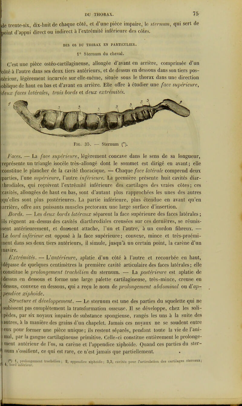 de trente-six, dix-huit de chaque côté, et d'une pièce impaire, le sternum^ qui sert de point d'appui direct ou indirect à l'extrénulé inférieure des côtes. DES OS DU THORAX EN PARTICULIEII. 1° Sternum du cheval. C'est une pièce ostéo-cartilagineuse, allongée d'avant en arrière, comprimée d'un côlé à l'autre dans ses deux tiers antérieurs, et de dessus en dessous dans son tiers pos- itérieur, légèrement incurvée sur elle-même, située sous le thorax dans une direction oblique de haut en bas et d'avant en arrière. Elle offre à étudier une face supérieure, deux faces latérales, trois bords et deux extrémités. FiG, 35. — Sternum f). Faces. — La face supérieure, légèrement concave dans le sens de sa longueur, représente un triangle isocèle très-allongé dont le sommet est dirigé en avant ; elle constitue le plancher de la cavité thoracique. — Chaque face latérale comprend deux :parlies, l'une supérieure, l'autre inférieure. La première présente huit cavités diar- ihrodiales, qui reçoivent l'extrémité inférieure des cartilages des vraies côtes; ces cavités, allongées de haut en bas, sont d'autant plus rapprochées les unes des autres qu'elles sont plus postérieures. La partie inférieure, plus étendue en avant qu'en arrière, offre aux puissants muscles pectoraux une large surface d'insertion. Bords. — Les deux bords latéraux séparent la face supérieure des faces latérales ; lils régnent au-dessus des cavités diarthrodiales creusées sur ces dernières, se réunis- sent antérieurement, et donflent attache, l'un et l'autre, à un cordon fibreux. — Le bord infé)'ieur est opposé à la face supérieure; convexe, mince et très-proémi- nent dans ses deux tiers antérieurs, il simule, jusqu'à un certain point, la carène d'un navire. Extrémités. — L'antérieure, aplatie d'un côté à l'autre et recourbée en haut, idépasse de quelques centimètres la première cavité articulaire des faces latérales; elle constitue le prolongement trachélien du sternum. — La postérieure est aplatie de dessus en dessous et forme une large palette cartilagineuse, très-mince, creuse en Idessus, convexe en dessous, qui a reçu le nom de prolongement abdominal ou d'ap- pendice xipho'ide. Structure et déocloppement. — Le sternum est une des parties du squelette qui ne subissent pas complètement la transformation osseuse. Il se développe, chez les soli- pèdes, par six noyaux impairs de substance spongieuse, rangés les uns à la suite des autres, h la manière des grains d'un chapelet. Jamais ces noyaux ne se soudent entre eux pour former une pièce unique; ils restent séparés, pendant toute la vie de l'ani- mal, par la gangue cartilagineuse primitive. Celle-ci constitue entièrement le prolonge- ment antérieur de l'os, sa carène et l'appendice xiphoïdc. Quand ces parties du ster- num s'ossifient, ce qui est rare, ce n'est jamais que partiellement. (*) \, proldiiptomciit Irnclii'lien ; 2, nppGiidi™ xipholdc : .3,3, cnvitc!'» iiom- riiiliculiUioii des eiutilogos storiinux; f 4, liord iiiftji'iiMir.