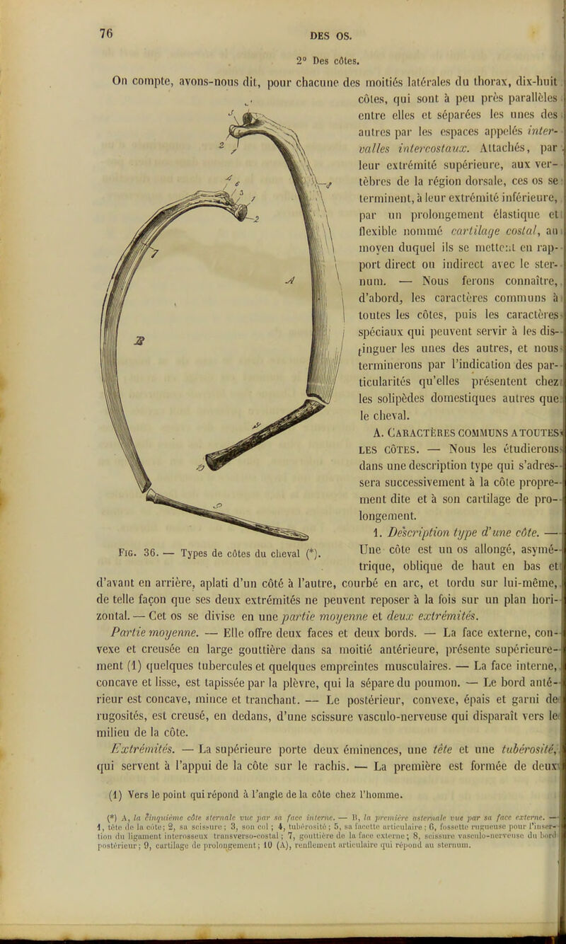 2° Des côtes. On compte, avons-nous dit, pour chacune des moitiés latérales du thorax, dix-huit côtes, qui sont à peu près parallèles entre elles et séparées les unes des autres par les espaces appelés inter- valles intercostaux. Attachés, par leur extrémité supérieure, aux ver- tèbres de la région dorsale, ces os se terminent, à leur extrémité inférieure, par un prolongement élastique et flexible nommé cartilage costal, an moyen duquel ils se mettent en rap- port direct ou indirect avec le ster- num. — Nous ferons connaître, d'abord, les caractères communs à toutes les côtes, puis les caractères spéciaux qui peuvent servir à les dis- tinguer les unes des autres, et nous terminerons par l'indication des par- ticularités qu'elles présentent chez les solipèdes domestiques autres que le cheval. A. Caractères communs atoutes LES CÔTES. — Nous les étudierons dans une description type qui s'adres- sera successivement à la côte propre- ment dite et à son cartilage de pro- longement. 1. Description type d'une côte. — Une côte est un os allongé, asymé- trique, oblique de haut en bas ett d'avant en arrière, aplati d'un côté à l'autre, courbé en arc, et tordu sur lui-même, de telle façon que ses deux extrémités ne peuvent reposer à la fois sur un plan hori- zontal. — Cet os se divise en une partie moyenne et deux extrémités. Partie moyenne. — Elle offre deux faces et deux bords. — La face externe, con- vexe et creusée eu large gouttière dans sa moitié antérieure, présente supérieure- ment (1) quelques tubercules et quelques empreintes musculaires. — La face interne, concave et lisse, est tapissée par la plèvre, qui la sépare du poumon. — Le bord anté- rieur est concave, mince et tranchant. — Le postérieur, convexe, épais et garni de* rugosités, est creusé, en dedans, d'une scissure vasculo-nerveuse qui disparaît vers le< milieu de la côte. Extrémités. — La supérieure porte deux éminences, une tête et une tubérosité, qui servent à l'appui de la côte sur le rachis. — La première est formée de deux^ (1) Vers le point qui répond à l'angle delà côte chez l'homme. (*) t\, la cinquième cfile siernah vue par aa face inlenic. — B, la première asiemale vue par sa face externe. — 1, U)\i: lie 1(1 ciHe; 2, sa sdisMin^; 3, siiii ciil ; 4, Uilii'i'ositi! ; 5, su fiicL'ltc iirliciilnire ; fi, fossotle riiKiicusc pour l'iiiser-- tioii <lii liguiiicnt inlL'nisseux tniiisvei'sij-i'fistal ; 7, g:(iiiUii'i'i> de la faci; extcnie; 8, siùssure vasotilo-nei'vense Jii Imrcl pnstiT'ieur; 9, cartilage de pralougument ; 10 (A), runlleiuuut ai'ticiilaire <iui ri'iioud au stenuiiii. FiG. 36. — Types de côtes du cheval (*).
