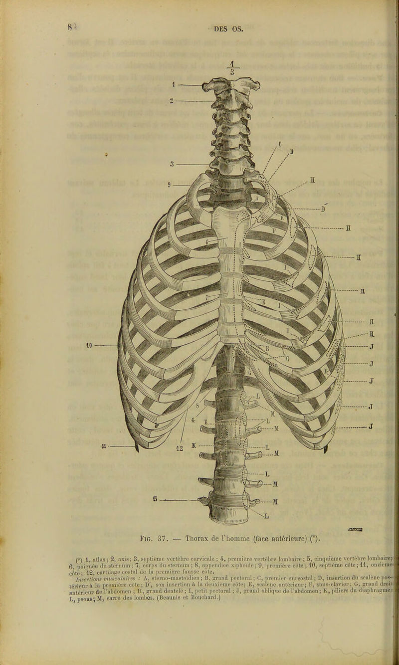 FiG. 37. — Thorax de riioniine (face antérieure) (*). (*) l, ntlfls ; 2, nxis; 3, stpliéme vertéliro cei'vicnle ; i, pi'einière vei'ti'hre loniliaire ; 5, cinquième verti'bre loinlmiif; 6, ])oii?iiiie il sloi-nmn ; 7, corps du stci'n\iin ; 8, nppendice xiplinide ; 9, preiuioiv eiMe ; 10, sepliûme cote; Id, oiizioinc crtte ; 12, cnrlilagi' enstiil de lu ]irc'ini(n'(; faussi; cùte. Insertions Tiiiisciilnins : A, stL'i'uo-inaslnidii.'ii ; B, iri'niid pectoral ; C, pvemii'i' siii'costal ; D, insertion du scalènc pos- térieur ù la première cote; D', son insertion h la ili^nxième cùle; U, seaiiiie iinlérienr; K, sous-clavier; G, grand di-oil antérieur de l'nlidomen ; 11, grand dentelé ; I, petit pei-toral ; J, grand oblicpie de l'abdomen ; K, piliers du d\aplnai;iuc: