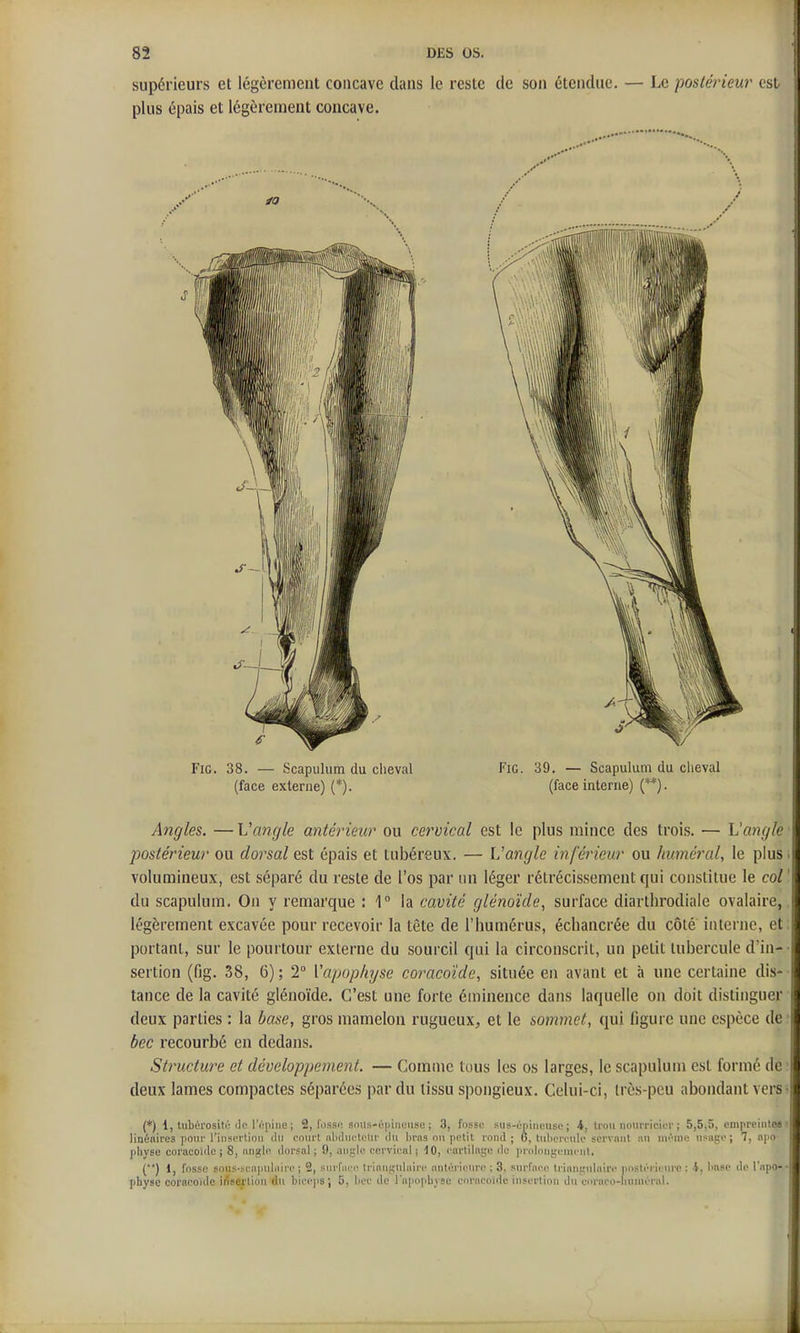 supérieurs et légèrement concave dans le reste de son étendue, plus épais et légèrement concave. — Le postérieur csl Angles. — Vamjle antérieur ou cervical est le plus mince des trois. — L'angle postérieur ou dorsal est épais et lubéreux. — L'angle inférieur ou humerai, le plus. volumineux, est séparé du reste de l'os par un léger rétrécissement qui constitue le col' du scapulum. On y remarque : 1° la cavité glénoïde, surface diarthrodiale ovalaire,, légèrement excavée pour recevoir la tête de l'humérus, échancrée du côté interne, et: portant, sur le pourtour externe du sourcil qui la circonscrit, un petit tubercule d'in- ■ sertion (fig. 38, 6); 2° Vapuphyse coracoïde, située en avant et à une certaine dis- tance de la cavité glénoïde. C'est une forte éininence dans laquelle on doit distinguer deux parties : la base, gros mamelon rugueux, et le sommet, qui ligure une espèce de bec recourbé en dedans. Structure et développejnent. — Comme tous les os larges, le scapulum csl formé de: deux lames compactes séparées par du tissu spongieux. Celui-ci, Irès-peu abondant vers- (*) i, tubérositu de l'épine ; 2, fosse snus-épineuso ; 3, fosse sus-épineuse; 4, lioii nouiTicier ; 5,5^5, empreintos ■ linéaires pour l'insertion du court nbductelu' du bras on petit rond ; 6, tubercule servant au niOuie n?age ; 7, npo- jiliyse coracoide ; 8, angln dnrsnl ; 9, angle cervical j 10, cartilage de iirolnngcmcul. () 1, fosse soiis-sciipnlairc ; 2, surfiicc triantçUlairc antérieure ; 3. surface trianifulairc jiostérienre ; i, Imse de l'apo- • physc corncoïdc irtserliou du biceps; 5, bce de l'apophyse cnracoidc insertion du eiinico-Iinnu'rnl.