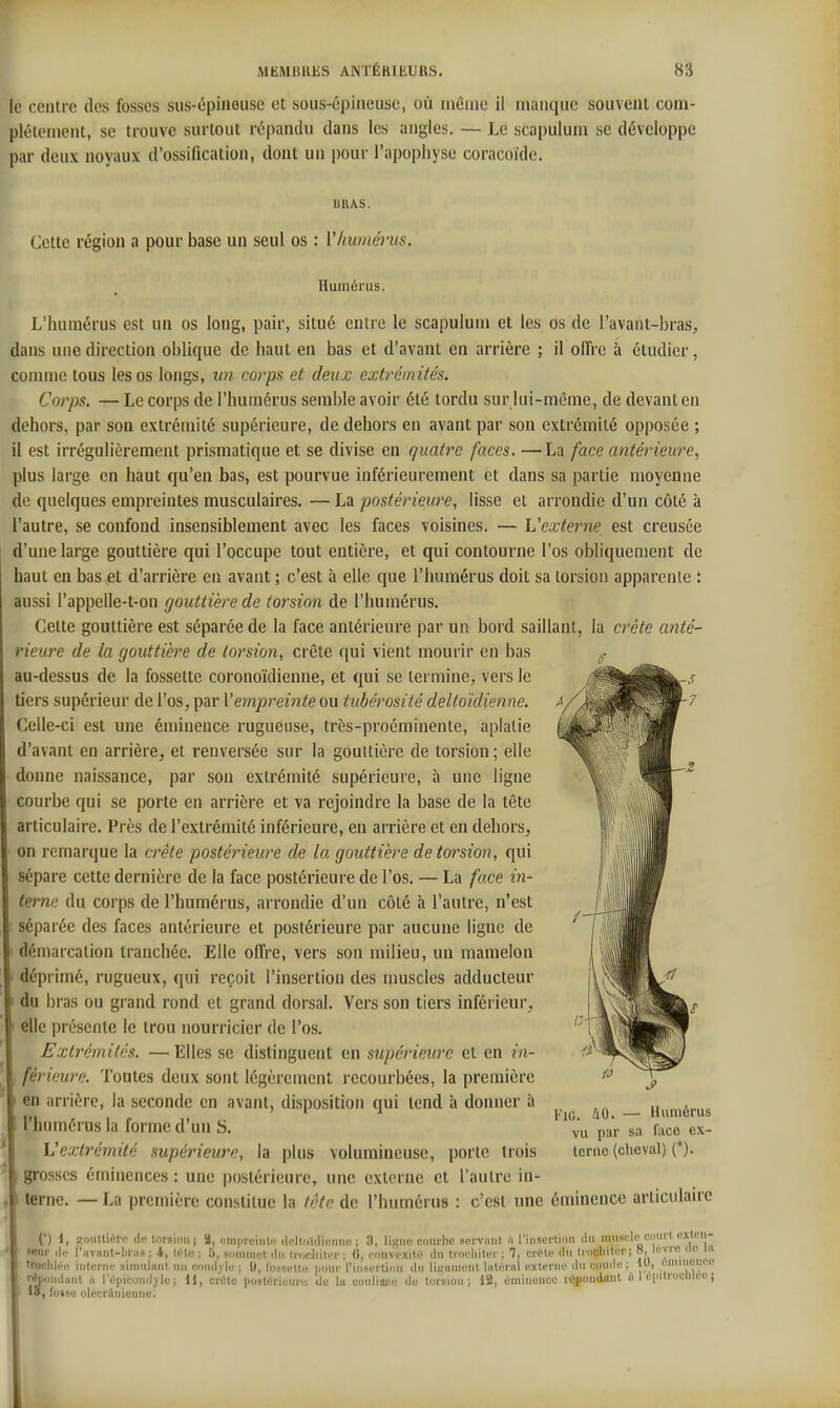 le centre des fosses sus-épineuse et sous-épincusc, où même il manque souvent com- plètement, se trouve surtout rc'pandu dans les angles. — Le scapulum se développe par deux noyaux d'ossification, dont un pour l'apophyse coracoïde. BKAS. Cette région a pour base un seul os : Vhwnérus. Humérus. L'humérus est un os long, pair, situé entre le scapulum et les os de l'avant-bras, dans une direction oblique de haut en bas et d'avant en arrière ; il offre à étudier, comme tous les os longs, un corps et deux extrém ités. Corps. — Le corps de l'humérus semble avoir été tordu sur lui-même, de devant en dehors, par son extrémité supérieure, de dehors en avant par son extrémité opposée ; il est irrégulièrement prismatique et se divise en quatre faces. —La face antérieure, plus large en haut qu'en bas, est pourvue inférieurement et dans sa partie moyenne de quelques empreintes musculaires. — La postérieure, lisse et arrondie d'un côté à l'autre, se confond insensiblement avec les faces voisines. — Vexterne, est creusée d'une large gouttière qui l'occupe tout entière, et qui contourne l'os obliquement de haut en bas et d'arrière en avant ; c'est à elle que l'humérus doit sa torsion apparente : aussi l'appelle-t-on gouttière de torsion de l'humérus. Cette gouttière est séparée de la face antérieure par un bord saillant, la crête anté- ieure de la gouttière de torsion, crête qui vient mourir en bas au-dessus de la fossette coronoïdienne, et qui se termine, vers le tiers supérieur de l'os, par l'empreinte ou tubérosité deltoïdienne. Celle-ci est une éminence rugueuse, très-proéminente, aplatie d'avant en arrière, et renversée sur la gouttière de torsion; elle donne naissance, par son extrémité supérieure, à une ligue courbe qui se porte en arrière et va rejoindre la base de la tête articulaire. Près de l'extrémité inférieure, en arrière et en dehors, on remarque la crête postérieure de la gouttière de torsion, qui sépare cette dernière de la face postérieure de l'os. — La face in- terne du corps de l'humérus, arrondie d'un côté à l'antre, n'est séparée des faces antérieure et postérieure par aucune ligne de démarcation tranchée. Elle offre, vers son milieu, un mamelon déprimé, rugueux, qui reçoit l'insertion des muscles adducteur du bras ou grand rond et grand dorsal. Vers son tiers inférieur, elle présente le trou nourricier de l'os. Extrémités. — Elles se distinguent en supérieure et en in- férieure. Toutes deux sont légèrement recourbées, la première en arrière, la seconde en avant, disposition qui tend à donner à l'humérus la forme d'un S. Vextrémité supérieure, la plus volumineuse, porte Irois grosses énunences : une postérieure, une externe et l'autre in- terne. — La première constitue la tète de l'humérus : c'est une éminence articulaire l'iG. 40. — Humérus vu par sa face ex- tcruc (clieval) {*). line.