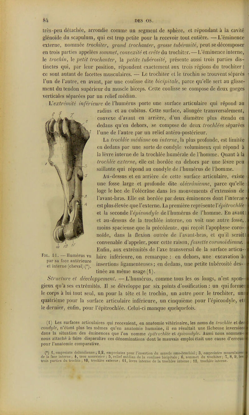 très-peu délacliée, arrondie comme un segment de sphère, et répondant à la cavité glénoïde du scapulum, qui est trop petite pour la recevoir tout entière. —L'éniinence externe, nommée trocliiter, grand irochanter, (/rosse/«krosiVc', peut se décomposer en trois parties appelées sommet, convexité al crête àa irochiter. — I/éminence interne, le troc/lin, le petit trochanter, la petite tuhérosité, présente aussi trois parties dis- tinctes qui, par leur position, répondent exactement aux trois régions du trochiter : ce sont autant de facettes musculaires. — Le trochiter et le irochin se trouvent séparés l'un de l'autre, en avant, par une coulisse dite bicipitale, parce qu'elle sert au glisse- ment du tendon supérieur du muscle biceps. Cette coulisse se compose de deux gorges verticales séparées par un relief médian. li'extrémité inférieure de l'humérus porte une surface articulaire qui répond au radius et au cubitus. Cette surface, allongée transversalement, convexe d'avant en arrière, d'un diamètre plus étendu en dedans qu'en dehors, se compose de deux trochlées séparées l'une de l'autre par un relief antéro-postérieur. La troc/liée médiane ou interne, la plus profonde, est limitée en dedans par une sorte de condyle volumineux qui répond à la lèvre interne de la trochlée humérale de l'homme. Quant à la troc/liée extetme, elle est bordée en dehors par une lèvre peu saillante qui répond au condyle de l'humérus de l'homme. Au-dessus et en arrière de cette surface articulaire, existe une fosse large et profonde dite olécrânienne, parce qu'elle loge le bec de l'olécrâne dans les mouvements d'extension de l'avant-bras. Elle est bordée par deux éminences dont l'interne est plus élevée que l'externe. La première représente re/^2Y;-067//ee et la seconde Vépicondyle de l'humérus de l'homme. En avant et au-dessus de la trochlée interne, on voit une autre fosse, moins spacieuse que la précédente, qui reçoit l'apophyse coro- noïde, dans la flexion outrée de l'avant-bras, et qu'il serait convenable d'appeler, pour celte raison, fossette coronoïdienne. Enfin, aux extrémités de l'axe transversal de la surface articu- laire inférieure, on remarque : en dehors, une excavation à insertions ligamenteuses; en dedans, une petite tuhérosité des- tinée au même usage (1). Structure et développement. —L'humérus, comme tous les os longs, n'est spon- gieux qu'à ses extrémités. Il se développe par six points d'ossification : un qui forme le corps à lui tout seul, un pour la tête et le trochin, un autre pour le trochiter, un quatrième pour la surface articulaire inférieure, un cinquième pour l'épicoiidyhî; et le dernier, enfin, pour l'épitrochlée. Celui-ci manque quelquefois. FiG. àl. —Humérus vu par sa face antérieure et interne (clieval) (*). (1) Les surfaces articulaires qui recevaient, en anatomie vétérinaire, les noms de trochlée et de condyle, n'étant plus les mêmes qu'en anatomie humaine, il en résultait une fâcheuse inversion dans la situation des éminences que l'on nomme épitrochlée et épicondyle. Aussi nous sommes- nous attaché à faire disparaître ces dénominations dont le mauvais emploi était une cause d'erreui pour l'anatomie comparative. (*) 1, empreinte deltoidienne ; 2,2, empreintes pour l'insertion du muscle omo-bracliial ; 3, empreintes musculniret de lo face interne ; 4, trou nourricier ; 5, relief médian de In coulisse bicipitale ; 6, soniniel du trochiter; 7, 8, 9, le* trois parties du troeliin ; 10, trochlée externe; 11, lèvre interne de la trochlée interne : 12. trochlée iuterne.