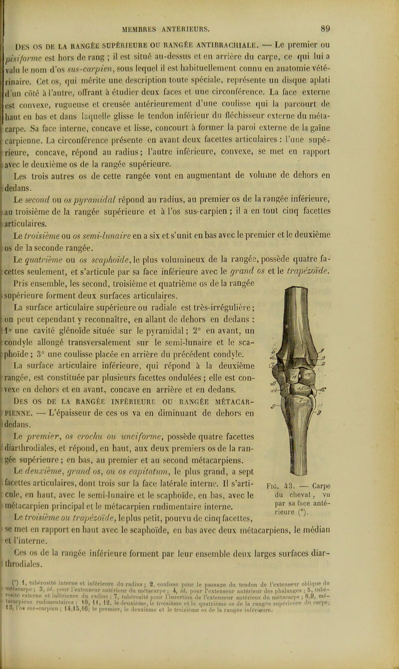 DES OS DE LA RANGÉE SUPÉRIEURE OU RANGÉE ANTIBRACHIAI-E. — Le premier OU Ipisiformc est liors de rang ; il est situé au-dessus cl en arrière du carpe, ce qui lui a -valu le nom d'os sus-caiyien, sous lequel il est iiabituellenient connu en anatomie vété- rinaire. Cet os, qui mérite une description toute spéciale, représente un disque aplati d'un côté h l'autre, oITrant à étudier deux laces vX une circonférence. La face externe est convexe, rugueuse et creusée antérieurement d'une coulisse (|ui la parcourt de haut en bas et dans hiquelle glisse le tendon inférieur du fléchisseur externe du méta- carpe. Sa face interne, concave et lisse, concourt à former la paroi externe de la gaîne carpienne. La circonférence présente en avant deux facettes articulaires : l'une supé- rieure, concave, répond au radius; l'autre inférieure, convexe, se met en rapport avec le deuxième os de la rangée supérieure. Les trois autres os de cette rangée vont en augmentant de volume de dehors en idedans. Le second ou os pyi^amidal répond au radius, au premier os de la rangée inférieure, au troisième de la rangée supérieure et à l'os sus-carpien ; il a en tout cinq facettes articulaires. Le troisième ou os semi-lunaire en a six et s'unit en bas avec le premier et le deuxième os de la seconde rangée. Le quatrième ou os scaphoïde,\e plus volumineux de la rangée, possède quatre fa- •cettes seulement, et s'articule par sa face inférieure avec le grand os et le trapézoïde. Pris ensemble, les second, troisième et quatrième os de la rangée supérieure forment deux surfaces articulaires. La surface articulaire supérieure ou radiale est très-irrégulière ; on peut cependant y reconnaître, en allant de dehors en dedans : 1 une cavité glénoïde située sur le pyramidal; '2° en avant, un condyle allongé transversalement sur le semi-lunaire et le sca- phoïde ; 3° une coulisse placée en arrière du précédent condyle. La surface articulaire inférieure, qui répond à la deuxième rangée, est constituée par plusieurs facettes ondulées ; elle est con- vexe en dehors et en avant, concave en arrière et en dedans. Des os de la rangée inférieure ou rangée métacar- pienne. — L'épaisseur de ces os va en diminuant de dehors en dedans. Le premier, os crochu ou unciforme, possède quatre facettes diarlhrodiales, et répond, en haut, aux deux premiers os de la ran- gée supérieure; en bas, au premier et au second métacarpiens. Le deuxième, grand os, ou os capitatum, le plus grand, a sept facettes articulaires, dont trois sur la face latérale interne. Il s'arti- cule, en haut, avec le semi-lunaire et le scaphoïde, en bas, avec le métacarpien principal et le métacarpien rudimenlairc interne. Le troisième ou trapézoïde, le plus |)clit, pourvu de cinq facettes, se met en rapport en haut avec le scaphoïde, en bas avec deux métacarpiens, le médian el l'interne. Ces os de la rangée inférieure forment par leur ensemble deux larges surfaces diar- Ithrodiales. FiG. i3. — Carpe du clieval, vu par sa l'iice anté- rieure {*). () 1, tnlii'j ositi' ininrne ot inférieure du rndiiis ; 2. cnniissc! pour lo passn»o du tendon de l'extenseur oblique du mélnoiirpr' ; 3, W. |iniir lexletiseur niili-ricur du niétacMr|ie ; 4, iil. pour l'extenseur iiutérie\n- de» plmlimges ; 5, lubé- rosité Rxlenie et inférieure liu rudius ; 7, tidiérnsité piiur l'inserlion de l'extenseur nntérieur du uiétneiu'pe ; 8,0, iné- Incnrpiens ruduiieninirc» ; 10, 11, 12, le deuxii , le troisième et le cpuilriènu! os de lu rnnsée supérii-ure ilu eiu'pe; 13, 1 n» sus-cnrpien ; 1*,15,16; le premier, le deuxième el le troisième os de In rauRée iiiférioure.
