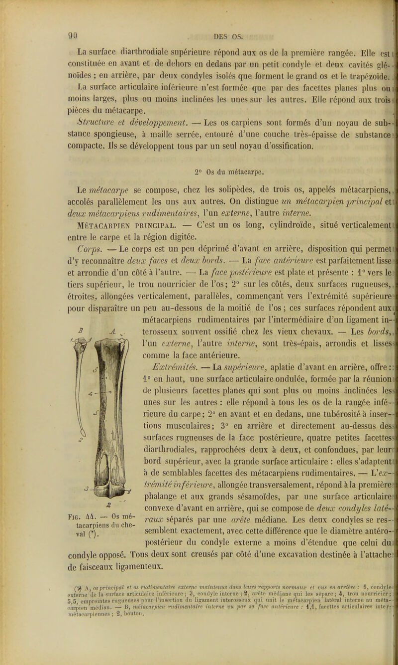 La surface diarthrodiale supérieure répond aux os de la première rangée. Elle csti conslituée en avant et de dehors en dedans par un petit condyle et deux cavités glé- noïdcs ; en arrière, par deux condyles isolés que fonnent le grand os et le trapézoïde.. l/d surface articulaire inférieure n'est formée que par des facettes planes pins ou moins larges, plus ou moins inclinées les unes sur les autres. Elle répond aux trois pièces du métacarpe. Structure et développement. —Les os carpiens sont formés d'un noyau de sub- stance spongieuse, à maille serrée, entouré d'une couche très-épaisse de substance compacte. Ils se développent tous par un seul noyau d'ossification. 2 Os du métacarpe. Le métacarpe se compose, chez les solipèdes, de trois os, appelés métacarpiens,. accolés parallèlement les uns aux autres. On distingue un métacarpien principal et deux métacarpiens rudimentaires, l'un externe, l'autre interne. Métacarpien principal. — C'est un os long, cyHndroïde, situé verticalement entre le carpe et la région digitée. Corps. —Le corps est un peu déprimé d'avant en arrière, disposition qui permet i d'y reconnaître deux faces et deux bords. — La face antérieure est parfaitement lisse - et arrondie d'un côté à l'autre. — La face postérieure est plate et présente : 1 vers le:^ tiers supérieur, le trou nourricier de l'os; 2° sur les côtés, deux surfaces rugueuses,, étroites, allongées verticalement, parallèles, commençant vers l'extrémité supérieure^ pour disparaître un peu au-dessous de la moitié de l'os ; ces surfaces répondent aux» métacarpiens rudimentaires par l'intermédiaire d'un ligament in- terosseux souvent ossifié chez les vieux chevaux. — Les bords,. l'un externe, l'autre interne, sont très-épais, arrondis et Usses- comme la face antérieure. Extrémités. —La supérieure, aplatie d'avant en arrière, offre; 1° en haut, une surface articulaire ondulée, formée par la réunioni de plusieurs facettes planes qui sont plus ou moins inclinées les> unes sur les autres : elle répond à tous les os de la rangée infé- rieure du carpe; 2° en avant et en dedans, une tubérositéà inser- tions musculaires; 3 en arrière et directement au-dessus des^ surfaces rugueuses de la face postérieure, quatre petites facettess diarthrodiales, rapprochées deux à deux, et confondues, par leurr bord supérieur, avec la grande surface articulaire : elles s'adaptenti à de semblables facettes des métacarpiens rudimentaires. — Vex— trémité inférieure, allongée transversalement, répond à la première phalange et aux grands sésamoïdes, par une surface articulaire convexe d'avant en arrière, qui se compose de deux condyles laté- raux séparés par une arête médiane. Les deux condyles se res- semblent exactement, avec cette différence que le diamètre antéro- postérieur du condyle externe a moins d'étendue que celui dui condyle opposé. Tous deux sont creusés par côté d'une excavation destinée à l'attacher de faisceaux ligamenteux. FiG. 44. — Os mé- tacarpiens du che- vair). (j^ A, on principal rt os ruillmcnlairc externe maintcnn/t dans: leurs rapports normauoi- et vus en arrière : i, condyle externe (le lu snrlnce nrticulaire iiilérieure ; 3, condyle interne ; 2, anMc nii?dinne qni les sépare ; 4, trou nourricier; .5,5, empreintes meneuses pour l'insertion du ligament interossonx qni nnit le métacarpien latéral interne au méta-- carpien médian. — B, métacarpien rudimenlaire interne vu par sa face antérieure : \,\, facettes articulaires inter- métacarpiennes ; 2, bouton.