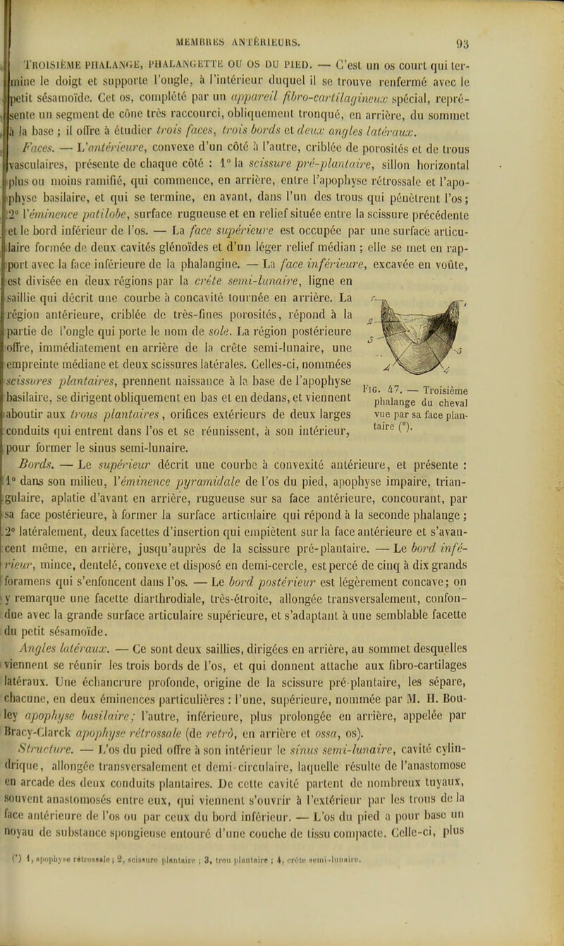 TaoïSitME PiiALANdii, PHALANGiîTTii OU OS DU PIED. — G'esl uii OS court qui ter- mine le doigt et supporte l'ongle, à l'intérieur duquel il se trouve renfermé avec le petit sésanioïdc. Cet os, complété par un appareil fibro-cartilagineux spécial, repré- sente un segment de cône très raccourci, obliquement tronqué, en arrière, du sommet à la base ; il oiïre à étudier trois faces, trois bords ot deux angles latéraux. Faces. — Vantérieure, convexe d'un côté à l'autre, criblée de porosités et de trous vasculaircs, présente de chaque côté : 1° la scissure pré-plantaire, sillon horizontal plus ou moins ramifié, qui commence, en arrière, entre l'apophyse rélrossale et l'apo- physe basilaire, et qui se termine, en avant, dans l'un des trous qui pénètrent l'os; 2° Vémincnce patilobe, surface rugueuse et en relief située entre la scissure précédente et le bord inférieur de l'os. — La face supérieure est occupée par une surface articu- laire formée de deux cavités glénoïdcs et d'un léger relief médian ; elle se met en rap- port avec la face inférieure de la phalangine. — La face inférieure, excavée en voûte, est divisée en deux régions par la crête semi-lunaire, ligne en saillie qui décrit une courbe à concavité tournée en arrière. La région antérieure, criblée de très-fines porosités, répond à la partie de l'ongle qui porte le nom de sole. La l'égion postérieure offre, immédiatement eu arrière de la crête semi-lunaire, une empreinte médiane et deux scissures latérales. Celles-ci, nommées scissures plantaires, prennent naissance à la base de l'apophvse „ kl- A- • /iTr . 1 . 11 , ■ ^ ''5- — Troisième basilau-e, se dirigent obliquement en bas et en dedans, et viennent phalange du cheval aboutir aux timis plantaires , orifices extérieurs de deux larges vue par sa face plan- conduits qui entrent dans l'os et se réunissent, à son intérieur, ( pour former le sinus semi-lunaire. Bords. —Le supérieur décrit une courbe à convexité antérieure, et présente : 1° dans son milieu, Véminence pyramidale de l'os du pied, apophyse impaire, trian- gulaire, aplatie d'avant en arrière, rugueuse sur sa face antérieure, concourant, par sa face postérieure, à former la surface articulaire qui répond à la seconde phalange ; 2° latéralement, deux facettes d'insertion qui empiètent sur la face antérieure et s'avan- cent même, en arrière, jusqu'auprès de la scissure pré-plantaire. —Le bord infé- rieur, mince, dentelé, convexe et disposé en demi-cercle, est percé de cinq à dix grands foramens qui s'enfoncent dans l'os. — Le bord postérieur est légèrement concave; on [y remarque une facette diarthrodiale, très-étroite, allongée transversalement, confon- due avec la grande surface articulaire supérieure, et s'adaptant à une semblable facette du petit sésamoïde. Angles latéraux. — Ce sont deux saillies, dirigées en arrière, au sommet desquelles 'viennent se réunir les trois bords de l'os, et qui donnent attache aux fibro-cartilages latéraux. Une échancrure profonde, origine de la scissure pré plantaire, les sépare, chacune, en deux émineiices particulières : l'une, supérieure, nommée par M. H. Bou- ley apophyse basilaire; l'autre, inférieure, plus prolongée en arrière, appelée par Bracy-Clarck apophyse rélrossale (de retrij, en arrière et ossa, os). Structure. — L'os du pied offre îi son intérieur le sinus semi-lunaire, cavité cylin- drique, allongée transversalement et demi-circulaire, laquelle résulte de l'anastomose en arcade des deux conduits plantaires. De cette cavité partent de nombreux tuyaux, souvent anastomosés entre eux, (jui viennent s'ouvrir à l'extérieur par les trous delà face antérieure de l'os ou par ceux du bord inférieur. — L'os du pied a pour base un noyau de substance spongieuse entouré d'une couche de tissu compacte. Celle-ci, plus (') 1, apopbyse rétrosiile ; 2, acisaure plantaire ; 3, tion plnntnirt ; 4, ci'i'le semi •luimiic.