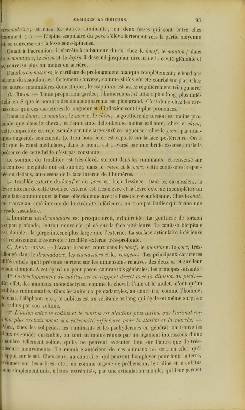 ilroiiiadaire, et chez les autres lumiiiaiiis, en deux fosses qui sont entre elles connue 1 : 3. — I/épine scapulaire du porc s'élève fortement vers la partie moyenne et se renverse sur la fosse sous-épineuse. Quant à l'acromion, il s'arrête à la hauteur du col chez le bœuf, le mouton ; dans It; ilromadain, le chien et le lapin il descend jusqu'au niveau de la cavité glénoïde et se l enverse plus ou moins en arrière. Dans les carnassiers, le cartilage de prolongement manque complètement ; le bord an- térieur du scapuluui est fortement convexe, comme si l'os eût été courbé sur plat. Chez Jcs autres mammifères domestiques, le scapulum est assez régulièrement triangulaire. B. Bras. — Toute proportion gardée, l'humérus est d'autant plus long, plus intlc- ^chi en S que le nombre des doigts apparents est plus grand. C'est donc chez les car- nassiers que ces caractères de longueur et d'inflexion sont le plus prononcés. Dans le ùœuf, le mouton, le porc et le cinen, la gouttière de torsion est moins pro- fonde que dans le cheval, et l'empreinte deltoïdienne moins saillante; chez le chien, celte empreinte est représentée par une large surface rugueuse; chez le porc, par quel- ques rugosités seulement. Le trou nourricier est reporte sur la face postéi ieure. On a dit que le canal médullaire, dans le bœuf, est traversé par une bride osseuse; mais la présence de cette bride n'est pas constante. Le sommet du trochiter est très-élevé, surtout dans les ruminants, et renversé sur ia coulisse bicipitale qui est simple ; dans le chien et le porc, cette coulisse est repor- tée en dedans, au-dessus de la face interne de l'humérus. La trocliléc externe du bœuf et du porc est bien dessinée. Dans les carnassiers, la lèvre interne de cette trochiée externe est très-élevée et la lèvre externe incomplète; un trou fait communiquer la fosse olécrânieune avec la fossette coronoïdienne. Chez le chat, on trouve au côté interne de l'extrémité inférieure, un trou particulier qui forme une arcade vasculaire. L'humérus du dromadaire est presque droit, cylindroïde. La gouttière de torsion est peu profonde, le trou nourricier placé sur la face antérieure. La coulisse bicipitale est double; la gorge interne plus large que l'externe. La surface articulaire inférieure est relativement très-étroite : trochiée extei'ne très-profonde. C. AVANT-iîRAS. —L'avant-bras est court dans le bœuf, le mouton et X^porc, très- hliongé dans le dromadaire, les carnassiers et les rongeurs. Les principaux caractères différentiels qu'il présente portent sur les dimensions relatives des deux os et sur leur mode d'union. A cet égard on peut poser, comme lois générales, les principes suivants : 1° Le développement du cubitus est en rapport direct avec la division du pied. — En effet, les animaux monodactyles, comme le cheval, l'âne et le mulet, n'ont qu'un cubitus rudimentaire. Chez les animaux penladactyles, au contraire, connue l'homme, le chat, l'éléphant, etc., le cubitus est un véritable os long qui égale ou même surpasse le radius par son volume. T L'union entre le radius et le cubitus est d'autant plus intime que tanimal cm- uloic plus exclusivement son extrémité inférieure pour la station et la marche. — Ainsi, chez les solipèdes, les ruminants et les pachydermes en général, on trouve les deux os soudés ensemble, ou tout au moins réunis par un ligament interosseux d'une manière tellement solide, qu'ils ne peuvent exécuter l'un sur l'autre que de très- 3bscurs mouvements. Le membre antérieur de ces animaux ne sert, en eiïet, qu'à l'appui sur le sol. Chez ceux, au contraire, qui peuvent l'employer pour fouir la terre, ■?rimpcr sur les arbres, etc., ou comme organe de préhension, le radius et le cubitus 'ont simplement unis, h leurs extrémités, par une articulation mobile, qui leur permet
