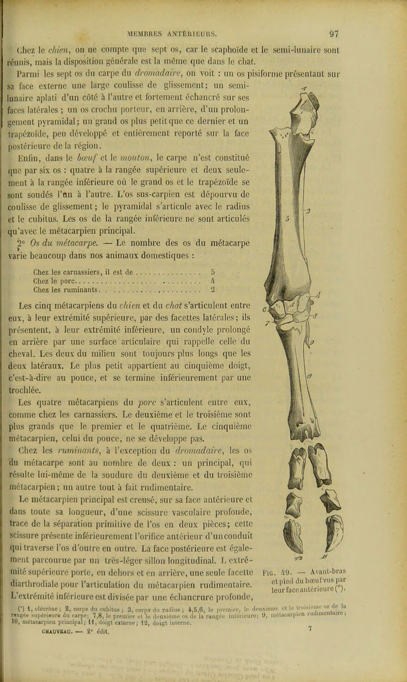 ~3 -Â MliMHRES ANTÈlUliUUS. 97 (liiez le dmny on ne compte que sept os, car le scaphoïdc et le semi-lunaire sont réunis, mais la disposition générale est la même que dans le cliat. rarmi les sept os du carpe du dromadaire, on voit : un os pisiforme présentant sur sa face externe une large coulisse de glissement; un semi- ^ lunaire aplati d'un côté à l'autre et fortement échancré sur ses faces latérales ; tin os crochu porteur, en arrière, d'uu prolon- gement pyramidal; un grand os plus petit que ce dernier et un trapézoïde, peu développé et entièrement reporté sur la face postérieure de la région. Enlin, dans le bœuf q\. le mouton, le carpe n'est constitué que par six os : quatre à la rangée supérieure et deux seule- ment à la rangée inférieure où le grand os et le trapézoïde se sont soudés l'tin à l'autre. L'os sus-carpicn est dépourvu de coulisse de glissement ; le pyramidal s'articule avec le radius et le cubitus. Les os de la rangée inférieure ne sont articulés qu'avec le métacarpien principal. 2° Os du métacarpe. — Le nombre des os du métacarpe varie beaucoup dans nos animaux domestiques : Chez les carnassiers, il est de 5 Chez le porc U Chez les ruminants 2 Les cinq métacarpiens du chien et du chat s'articulent entre eux, à leur extrémité supérieure, par des facettes latérales ; ils présentent, h leur extrémité inférieure, un coudyle prolongé en arrière par une surface articulaire qui rappelle celle du cheval. Les deux du milieu sont toujours plus longs que les deux latéraux. Le plus petit appartient au cinquième doigt, c'est-à-dire au pouce, et se termine inférieurement par une trochlée. Les quatre métacarpiens du porc s'articulent entre eux, comme chez les carnassiers. Le deuxième et le troisième sont plus grands que le premier et le quatrième. Le cinquième métacarpien, celui du j)ouce, ne se développe pas. Chez les ruminants, à l'exception du dromadaire, les os 'du métacarpe sont au nombre de deux : un principal, qui résulte loi-même de la soudure du deuxième et du troisième métacarpien; un autre tout à fait rudimentaire. Le métacarpien principal est creusé, sur sa face antérieure et dans toute sa longueur, d'une scissure vasculaire profonde, trace de la séparation primitive de l'os en deux pièces; cette scissure présente inférieurement l'orifice antérieur d'un conduit .qui traverse Tos d'outre en outre. La face postérieure est égale- ment parcourue par un très-léger sillon longitudinal. L extré- mité supérieure porte, en dehors et en arrière, une seule facette diartlirodiale pour l'articulation du métacarpien rudimentaire. L'extrémité inférieure est divisée par une échancrure profonde, ctpicii dubœiirviis par leur face antérieure (*). (■) 1, olccrànc ; 2, corps du nnbitiis ; 3, corps du TiiHiiis ; 4,5,6, in pri'inior, li iliMixicMiii'. t;l If IroisiiMiii' i <ln la run^'^i' siipérimirii du'narre; 7,8, I.! prp'inrcV el 'le. liiioxii'ino ns il'u Va ruiigoe iixlù'tiuuru; U, iiiétucurpiim rudmioiiluiro j 10, mùlacBrpieu principal ; H, doigt cxtornc ; H, doigt itilernc. CHAUVSAU. — 2* ddit.