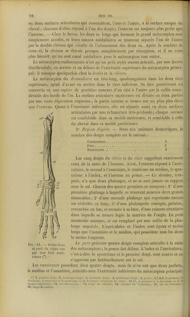 en deux surfaces articulaires qui ressemblent, l'une et l'autre, à la surface unique du cheval ; chacune d'elles répond à l'un des doigts; l'externe est toujours plus petite que l'interne. — Chez le fœtus, les deux os longs qui forment le grand métacarpien sont simplement accolés, et leurs canaux médullaires se trouvent séparés l'un de l'autre par la double cloison qui résulte de l'adossement des deux os. Après la soudure de ceux-ci, la cloison se détruit presque complètement par résorption, et il ne reste plus bientôt qu'un seul canal médullaire pour le métacarpien tout entier. Le métacarpien rudimenlaire n'est qu'un petit stylet osseux articulé, par une facette diarlhrodiale, en arrière et en dehors de l'extrémité supérieure du métacarpien princi- pal ; il manque quelquefois chez la brebis et la chèvre. Le métacarpien du dromadaire est très-long, quadrangulaire dans les deux tiers supérieurs, aplati d'avant en arrière dans le tiers inférieur. Sa face postérieure est convertie en une espèce de gouttière concave d'un côté à l'autre par la saillie consi- dérable des bords de l'os. La surface articulaire suj)érieure est divisée en deux parties par une vaste dépression rugueuse ; la partie interne se trouve sur un plan plus élevé que l'externe. Quant à l'extrémité inférieure, elle est séparée aussi en deux surfaces articulaires par une échancrure très-profonde; chaque surlace est condyloïde dans sa moi lié antérieure, et semblable à celle du cheval dans sa moitié postérieure. 3° Région digitée. — Dans nos animaux domestiques, le nombre des doigts complets est le suivant : Carnassiers 5 Porc 4 Ruminants . 2 Les cinq doigts du chien et du chat rappellent exactement ceux de la main de l'homme. Ainsi, l'externe répond à l'auri- culaire, le second à l'annulaire, le troisième au médius, le qua- trième à l'index, et l'interne au pouce. — Ce dernier, très- petit, n'a que deux phalanges, et ne se met jamais en rapport avec le sol. Chacun des quatre premiers se compose : 1° d'une première phalange à laquelle se trouvent annexés deux grands sésamoïdes ; 2° d'une seconde phalange qui représente encore un véritable os long; 3° d'une phalangette conique, pointue, recourbée en bas, et creusée à sa base, d'une rainure circulaire dans laquelle se trouve logée la matrice de l'ongle. Le petit sésamoïde manque, et est remplacé par une saillie de la pha- lange unguéalo. L'auriculaire et l'index sont égaux et moins longs que l'annulaire et le médius, qui possèdent tous les deux la même longueur. Le porc présente quatre doigts complets articulés à la suite des métacarpiens; le pouce fait défaut. L'index et l'auriculaire, c'est-à-dire le quatrième et le premier doigt, sont courts et ne s'appuient pas habituellement sur le sol. Les ruminants possèdent bien quatre doigts, mais ils n'en ont que deux parfaits, le médius et l'annulaire, articulés avec l'extrémité inférieure du métacarpien principal. (') 1, prcinior doigt ; 2, dinixièiiii; doigt ; 3, troisièino duigi; 4, (|iiiitrii'mp iloigl ; g, pouce ; Gtl-SiG, le premiei-. li' deuxième, le trnisièmo ei. le ijuatriéine os de lu rangée inlérieure du carpe ; dO,H, le premier et le lieusièmc us de 1» rangée supérieure ; d2, l'os sus-cui'pien ; 13, ciu-ps du cubitus; 14, sommet de roléerùne ; 15, liée de l'oléeriiue ; 16, corps du rudius. FiG. tii. — Avant-bras et pied du cliien vus par leur face anté- rieure (*). •