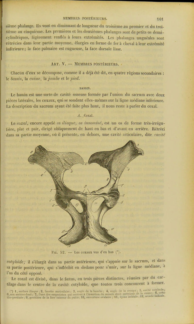 sième phalange. Ils vont en diminuant de longueur du troisième au premier et du troi- sième au cinquième. Les premières et les deuxièmes phalanges sont de petits os demi- cylindriques, légèrement renllés à leurs extrémités. Les phalanges unguéales sont l étrécies dans leur partie moyenne, élargies en forme de fer à cheval à leur extrémité inférieure ; la face palmaire est rugueuse, la face dorsale lisse. Art. V, Membres postérieurs. Chacim d'eux se décompose, comme il a déjà été dit, en quatre régions secondaires : le bassin, la cuisse, la jambe et le pied. BASSIN. Le bassin est une sorte de cavité osseuse formée par l'union du sacrum avec deux pièces latérales, les coxaux, qui se soudent elles-mêmes sur la ligne médiane inférieure. La description du sacrum ayant été faite plus haut, il nous reste à parler du coxal. A. Coxal. Le coxal, encore appelé os iliaque, os innominé, est un os de forme très-irrégu- lière, plat et pair, dirigé obliquement de haut en bas et d'avant en arrière. Rétréci dans sa partie moyenne, où il présente, en dehors, une cavité articulaire, dite cavité FiG. 52. — Les coxaux vus d'en bas (*). cotyloide; il s'élargit dans sa partie antérieure, qui s'appuie sur le sacrum, et dans sa partie postérieure, qui s'infléchit en dedans pour s'unir, sur la ligne médiane, à l'os du côté opposé. Le coxal est divisé, dans le fœtus, en trois pièces distinctes, réunies par du car- tilage dans le centre de la cavité cotyloïde, que toutes trois concourent à former. {•) l,9urftt<-e iUnc(uo;2, fncettf- nuriculniro ; 3, iisk- .le la Imnniie ; 4, iiniîlo ilo la eniiipn ; rynvilL- ''«^■''''«i 6, «on arriure-fond ; 7, l'une <lns miiprcintps (tiii sorvi'iit fi l'insiîrlion du innscle (li'oil nnti^i ionr ilo la ■•leM?, o. ilio-pectinée j 9, gouttière de la fane externe du |.uljis ; 10, ouvcilnre (ivulaiii' ; 1), <-\nna iseliiule ; la, aranuu iscmaie.