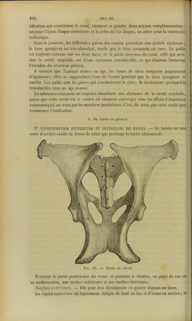 104 DES OS. sification i\m constituent le coxal, viennent se joindre deux noyaux complémentaires: un pour l'épine iliaque antérieure et la crête de l'os iliaque, un autre pour la tubérosiié iscliialiquc. Dans la jeunesse, les différentes pièces des coxaux possèdent une grande épaisseur; le tissu spongieux est très-abondant, tandis que le tissu compacte est rare. Le pubis est toujours convexe sur ses deux faces, et la partie moyenne du coxal, celle qui. avoi- sine la cavité cotyloïde, est d'une épaisseur considérable, ce qui diminue beaucoup l'étendue du réservoir pelvien, A mesure que l'animal avance en âge, les lames de tissu compacte augmentent d'épaisseur; elles se rapprochent l'une de l'autre pendant que le tissu spongieux se raréfie. Les pubis sont les pièces qui s'amincissent le plus; ils deviennent quelquefois translucides dans un âge avancé. La substance compacte est toujours abondante aux alentours de la cavité cotyloïde, parce que cette cavité est le centre où viennent converger tous les efforts d'impulsion communiqués au troncpar les membres postérieurs, C'est, du reste, par celle cavité que commence l'ossification. B. Du bassin en général. 1° Conformation extérieure et intérieure du bassin. — Le bassin est une sorte d'arrière-cavité en forme de cône qui prolonge la cavité abdominale. Fie. 53. — Bassin de cheval. Il occupe la partie postérieure du tronc, et présente à étudier, au point de vue de sa conformation, une surface extérieure et une surface intérieure. Surface extérieure. — Elle peut être décomposée en quatre régions ou faces. La 7'ér/ion supérieure est légèrement oblique de haut en bas et d'avant en arrière ; le
