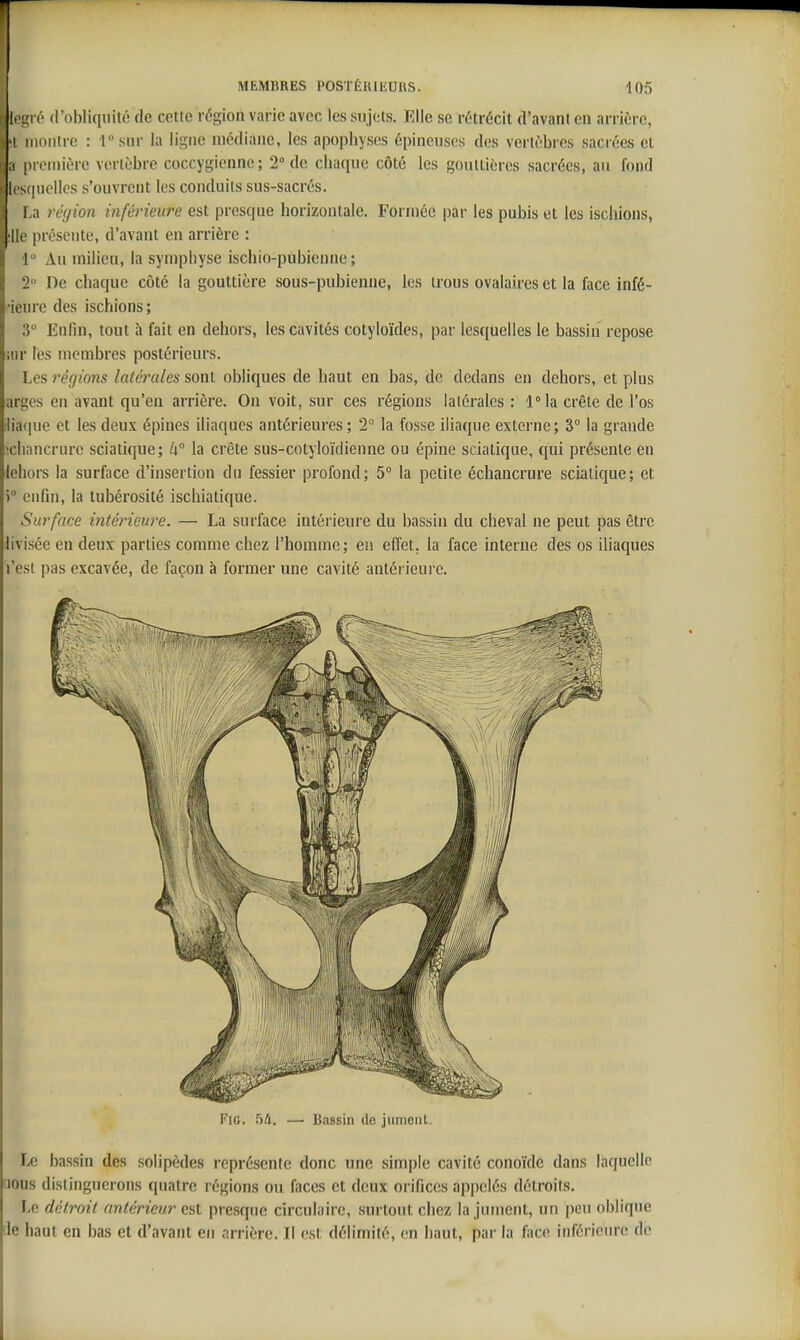 li i^ré d'obliquité de celle région varie avec les siijcls. Elle se réirécii d'avant en arrière, •! iiioiilre : r sur la ligne médiane, les apophys(!s épineuses des vertèbres sacrées cl ,1 première vertèbre coccygienne; 2 de chaque côté les gouttières sacrées, au fond Il s(|uellcs s'ouvrent les conduits sus-sacrés. La région inférieure est presque horizontale. Formée par les pubis et les ischions, ■Ile présente, d'avant en arrière : 1 ' Au milieu, la symphyse ischio-pubienne ; 2 De chaque côté la gouttière sous-pubienne, les trous ovalaires et la face infé- ■ieure des ischions ; 3° Enfin, tout à fait en dehors, les cavités cotyloïdes, par lesquelles le bassin repose ww les membres postérieurs. Les régions latérales sont obliques de haut en bas, de dedans en dehors, et plus argcs en avant qu'en arrière. On voit, sur ces régions latérales : l°la crête de l'os :lia(iue et les deux épines iliaques antérieures; 2° la fo.sse iliaque externe; 3 la grande ■cliancrure sciatique; k° la crête sus-cotyloïdienne ou épine sciatique, qui présente en lehors la surface d'insertion du fessier profond; 5° la petite échancrure sciatique; et 5 enfin, la tubérosité ischiatique. Surface intérieure. — La surface intérieure du bassin du cheval ne peut pas être :livisée en deux parties comme chez l'homme; en effet, la face interne des os iliaques l'est pas excavée, de façon à former une cavité antérieure. FiG. hti. —■ Bassin de jument. Le bassin des solipèdes représente donc une simple cavité conoïde dans laquelle lous distinguerons quatre régions ou faces et deux orifices appelés détroits. Le détroit antérieur est presque circulaire, surtout chez la jument, un peu oblique le haut en bas et d'avant en arrière. Il est délimité, en haut, par la face inférieure de