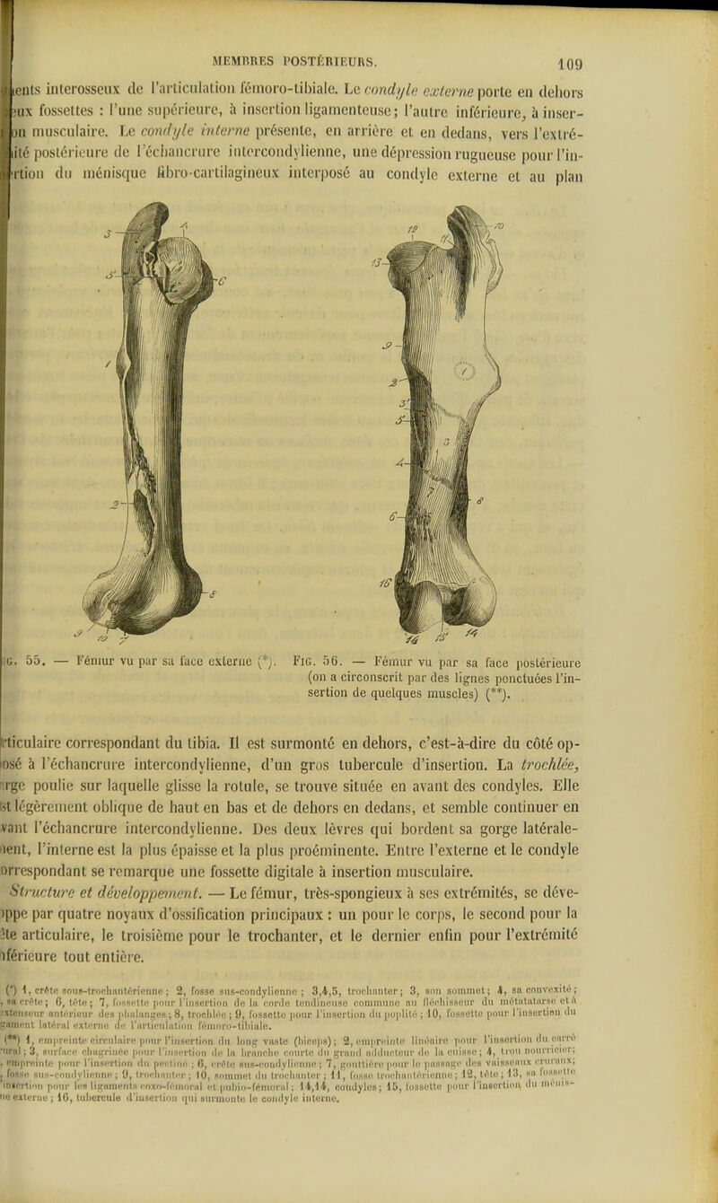 I K ilts iiUerossoux de l'articiilalion féinoro-libialc. Le condi/le externe porte en dehors fossettes : l'une supérieure, à insertion ligamenteuse; l'autre inférieure^ à inser- 11 musculaire. Le condyle interne présente, en arrière et en dedans, vers l'extré- ,1 il'postérieure de l'éciiancrure intorcondylienne, une dépression rugueuse pourl'in- riion du ménisque libro-cartilagineu.K interposé au condyle externe et au plan (on a circonscrit par des lignes ponctuées l'in- sertion (le quelques muscles) (**). Hiculaire correspondant du tibia. Il est surmonté en dehors, c'est-à-dire du côté op- osé à l'échancruie intercondyliennc, d'un gros tubercule d'insertion. La trochlée, firge poulie sur laquelle glisse la rotule, se trouve située en avant des condyles. Elle Pit légèrement oblique de haut en bas et de dehors en dedans, et semble continuer en .vaut l'échancrure intercondyliennc. Des deux lèvres qui bordent sa gorge latérale- ment, l'interne est la plus épaisse et la plus proéminente. Entre l'externe et le condyle orrespondant se remarque une fossette digitale à insertion musculaire. Structure et développement. — Le fémur, très-spongieux à ses extrémités, se déve- )ppe par quatre noyaux d'ossification principaux : un pour le corps, le second pour la He articulaire, le troisième pour le trochanter, et le dernier enfin pour l'extrémité iféricure tout entière. C) 1, crttc aoiis-trochnnlirii'nne ; 2, fosse siis-condyliennn ; 3,4,5, Iroelinnter j 3, son sommet; 4, sn convexité ; , sacrèlc; 0, tète ; 7, fossette pour l'insertion de lu eoi'de lendinense coniniutin nu (léeliisseur du niétutaliirse et A .'Xtcnseur antérieur des |ihaliingC8 ; 8, Ironhlée ; 9, fossette pour l'insertion du puplilé ; 10, fossette pour l'insertion du içament latéral externe de l'articulation féinruvi-tildale. (**) 1, empreinli^ circulaire pour l'insertion du long viuste (liiocps); 2, enipreiiile linéaire jiour l'insertion du carre urol ; 3, nurfare cluigrinéc pour l'insertion île la branclie courte; ilu grand adducteur de la cuisse ; 4, lion nourricier; , eiiipreinte pour l'insertion du peeliné ; 6, erétn sus-eondyliiuine ; 7, gouttière pour le )ias9age des vaisseaux cruraux; , foBsc! sns-condylienne ; 9, Iroclinnliu- ; 10, soininet du trochanter ; 11, fosse Irocliantérienne ; 12, téte ; 13, «a fossette 'inierlion pour li'» ligaments coxo-fénuu-al et puliio-fémoral ; 14,14, condyles ; 15, fossoUo pour l'iuBertiou du ineius- ue externe ; IG, tubercule d'insertion qui surmonte le condyle inleiiie.